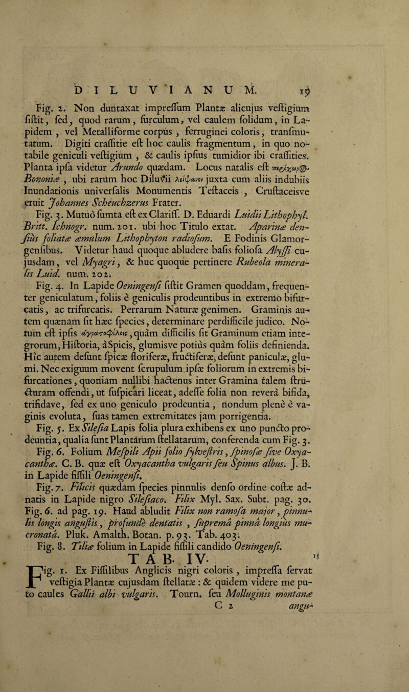 Fig. 2. Non duntaxat impreflum Planta alicujus veftigium fiftit, fed, quod rarum, lurculum, vel caulem folidum, in La¬ pidem , vel Metalliforme corpus , Ferruginei coloris, tranfmu- tatum. Digiti craffitie eft hoc caulis fragmentum, in quo no¬ tabile geniculi veftigium , &: caulis ipfius tumidior ibi craffities. Planta ipfa videtur Arundo quaedam. Locus natalis eft Bononia , ubi rarum hoc Diludii juxta cum aliis indubiis Inundationis univerfalis Monumentis Teftaceis , Cruftaceisve eruit Joh annes Scheuchzerus Frater. Fig. 3. Mutuo fumta eft ex Clariff. D. Eduardi Luidii Lithophyl. Brht. Ichnogr. num. 201. ubi hoc Titulo extat. Aparina den- fius foliata amulum Lithophyton radiofum. E Fodinis Glamor- genfibus. Videtur haud quoque abludere bafis foliola Alyff cu- jusdam, vel Myagri, & huc quoque pertinere Rubeola miner a* lis Luid. num. 202. Fig. 4. In Lapide Oeningenfi fiftit Gramen quoddam, frequen¬ ter geniculatum, foliis e geniculis prodeuntibus in extremo bifur¬ catis, ac trifur catis. Perrarum Naturae genimen. Graminis au¬ tem quaenam fit haec fpecies, determinare perdifficile judico. No¬ tum eft ipfis ctypavrotpiAoig ^ quam difficilis fit Graminum etiam inte¬ grorum, Hiftoria, aSpicis, glumisve potius quam foliis definienda. Hic autem deliint fpicae floriferae, Fru&iferae, defunt paniculae, glu- mi. Nec exiguum movent fcrupulum ipfas foliorum in extremis bi¬ furcationes , quoniam nullibi ha&enus inter Gramina talem ftru- &uram offendi, ut fufpicari liceat, adeffe folia non revera bifida, trifidave, fed ex uno geniculo prodeuntia , nondum plene e va¬ ginis evoluta, fuas tamen extremitates jam porrigentia. Fig. 5. Ex Silefa Lapis folia plura exhibens ex uno puntfto pro¬ deuntia, qualia fiint Plantarum ftellatarum, conferenda cum Fig. 3. Fig. 6. Folium Mefpili Apii folio fylvefiris ,fpinofa five Oxya~ cantha. C. B. quas eft Oxyacantha vulgaris feu Spinus albus. J. B. in Lapide fiffili Oeningenfi. Fig. 7. Filicis quasdam fpecies pinnulis denfo ordine coftas ad- natis in Lapide nigro Sile fi aco. Filix Myl. Sax. Subt. pag. 30. Fig. 6. ad pag. 19. Haud abludit Filix non ramofa major,pinnu- lis longis anguflis, profunde dentatis , fuprema pinna longius mu¬ cronata. Pluk. Amalth. Botan. p. 93. Tab. 403. Fig. 8. Tilia folium in Lapide fiffili candido Oeningenfi. TAB. IV. Fig. 1. Ex Fiffilibus Anglicis nigri coloris , impreffa fervat veftigia Plantas cujusdam ftellatas: & quidem videre me pu¬ to caules Qallii albi vulgaris. Tourn. feu Molluginis montana C 2 angu-