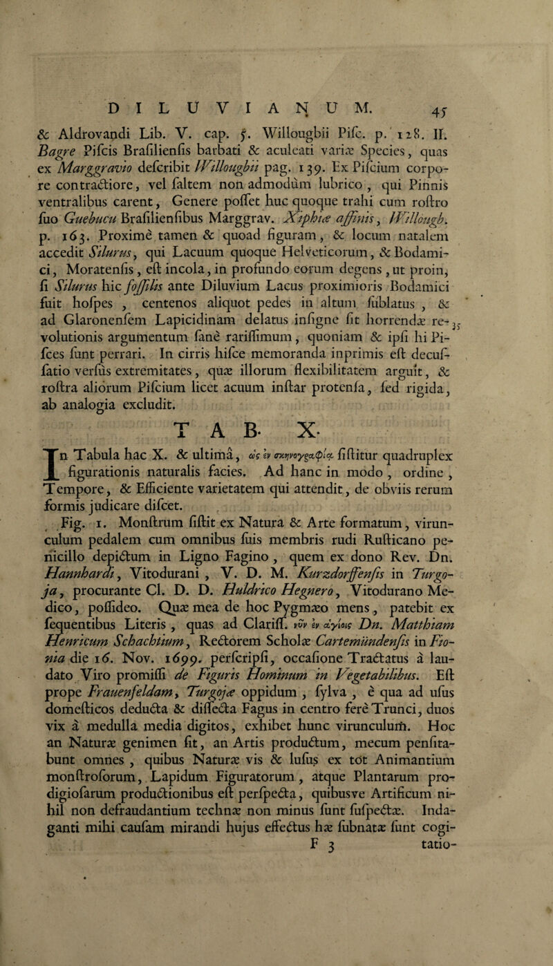 DILUVIANUM. 4* & Aldrovandi Lib. V. cap. y. Willougbii Pifc. p. 128. II. Bagre Pifcis Brafilienfis barbati & aculeati varia: Species, quas ex Marggravio defer ibit IVillougbii pag. 139. Ex Pifcium corpo¬ re contra&iore, vel faltem non admodum lubrico, qui Pinnis ventralibus carent, Genere poffet huc quoque trahi cum roftro fixo Guebucu Brafilienfibus Marggrav. Xiphia affinis, Willougb. p. 163. Proxime tamen & quoad figuram, & locum natalem accedit Silurus, qui Lacuum quoque Helveticorum, &Bodami- ci, Moratenfis, eft incola, in profundo eorum degens ,ut proin, fi Silurus hic foffiilis ante Diluvium Lacus proximioris Bodamici fuit hofpes , centenos aliquot pedes in altum fublatus , & ad Glaronenfem Lapicidinam delatus infigne fit horrendse re-3 volutionis argumentum fane rariflimum, quoniam & ipfi hi Pi- fces funt perrari. In cirris hifce memoranda inprimis eft decuf- fatio verfus extremitates, quae illorum flexibilitatem arguit, 8c roftra aliorum Pifcium licet acuum inftar protenfa, fed rigida, ab analogia excludit. T A B- x In Tabula hac X. & ultima, agh mi/yeygetftoL fiftitur quadruplex figurationis naturalis facies. Ad hanc in modo , ordine , Tempore, & Efficiente varietatem qui attendit, de obviis rerum formis judicare difeet. Fig. 1. Monftrum fiftit ex Natura & Arte formatum, virun- culum pedalem cum omnibus luis membris rudi Rufticano pe¬ nicillo depi&um in Ligno Fagino , quem ex dono Rev. Dn. Hannhardt, Vitodurani , V. D. M. Kurzdorffenfis in Turgo- jay procurante Cl. D. D. Huldrico Hegnero, Vitodurano Me¬ dico , poilideo. Quas mea de hoc Pygmaso mens , patebit ex fequentibus Literis , quas ad Clariff. vw lv <iym Dn. Matthiam Hernicum Schachtium, Re&orem Scholas Cartemundenfis in Fio- die 16. Nov. 1699, perfcripfi, occafione Tracftatus a lau¬ dato Viro promifli de Figuris Hominum in Vegetabilibus. Eft prope Frauenjeidam, Turgo]a oppidum , fylva , e qua ad ufus domefticos dedu&a &: diffedta Fagus in centro fere Trunci, duos vix a medulla media digitos, exhibet hunc virunculurfi. Hoc an Naturas genimen fit, an Artis produ&um, mecum penfita- bunt omnes , quibus Naturas vis & Iulus ex tot Animantium monftroforum, Lapidum Figuratorum , atque Plantarum pro- digiofarum productionibus eft perfpeCta, quibusve Artificum ni¬ hil non defraudantium technas non minus funt fufpeCte. Inda¬ ganti mihi caufam mirandi hujus effeCtus has fubnatas funt cogi-