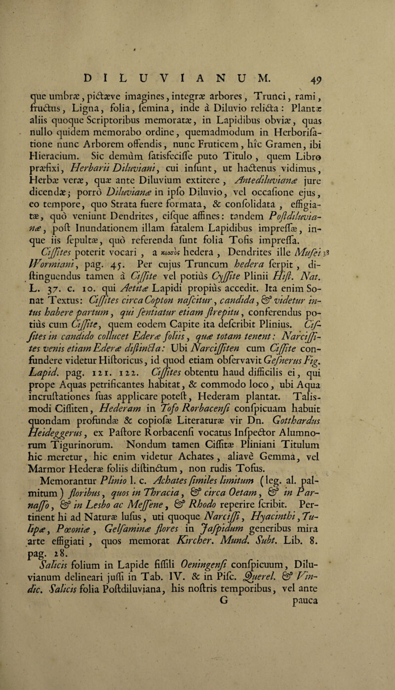 que umbrae, pi&aeve imagines, integras arbores, Trunci, rami, fructus, Ligna, folia, femina, inde a Diluvio relidta : Piantr aliis quoque Scriptoribus memorata, in Lapidibus obvias, quas nullo quidem memorabo ordine, quemadmodum in Herborila- tione nunc Arborem offendis, nunc Fruticem, hic Gramen, ibi Hieracium. Sic demum fatisfeciffe puto Titulo , quem Libro prasfixi, Herbam Diluviant, cui inlunt, ut hadtenus vidimus, Herba: veras, qua: ante Diluvium extitere , Ante diluviante jure dicendae; porro Diluviantem ipfo Diluvio, vel occafione ejus, eo tempore, quo Strata fuere formata, & confolidata , effigia¬ tae, quo veniunt Dendrites, eifque affines: tandem Poftdiluvia- nte, pofl: Inundationem illam fatalem Lapidibus impreffae, in- que iis lepultae, quo referenda liint folia Tofis impreffa. CiJJites poterit vocari , a naros hedera , Dendrites ille Mufei 3 Wormiani, pag. 4j. Per cujus Truncum hedera ferpit , di- ftinguendus tamen a CiJJite vel potius CyJJite Plinii Hifi. Nat. L. 37. c. 10. qui Aetitte Lapidi propius accedit. Ita enim So¬ nat Textus: CiJJites circa Copton nafcitur, candida, Sf videtur in¬ tus habere partum, qui fentiatur etiam flrepitu, conferendus po¬ tius cum CiJJite, quem eodem Capite ita defcribit Plinius. Ctf- fit es in candido collucet Ederte foliis, qute totam tenent: NarciJJi- tes venis etiamEderte diflinBa: Ubi Narcijften cum CiJJite con¬ fundere videtur Hiftoricus, id quod etiam obfervavit Gefnerus Fig* Lapid. pag. 121. 122. CiJJites obtentu haud difficilis ei, qui prope Aquas petrificantes habitat, & commodo loco, ubi Aqua incruftationes fiias applicare poteft, Hederam plantat. Talis- modi Ciffiten, Hederam in Tofo Rorbacenfi confpicuam habuit quondam profundae & copiofae Literaturae vir Dn. Gotthardus Heideggerus, ex Paftore Rorbacenfi vocatus Infpedtor Alumno¬ rum Tigurinorum. Nondum tamen Cilfitae Pliniani Titulum hic meretur, hic enim videtur Achates, aliave Gemma, vel Marmor Hederae foliis diftindtum, non rudis Tofus. Memorantur Plinio 1. c. Achates fimiles limitum (leg. al. pal¬ mitum ) floribus, quos in Thracia, &? circa Oetam, & in Par- najfo, in Lesbo ac Mejfene, & Rhodo reperire fcribit. Per¬ tinent hi ad Naturae Iulus, uti quoque NarciJJi, Hyacinthi,Tu- lipte, Poeonite , Gel/aminte flores in Jafpidum generibus mira arte effigiati , quos memorat Kircher. Mund. Subt. Lib. 8. pag. 28. Salicis folium in Lapide fiffili Oeningenfi confpicuum, Dilu- vianum delineari julfi in Tab. IV. & in Pifc. Gjuerel. & Vin- dict Salicis folia Poftdiluviana, his noltris temporibus, velante G pauca