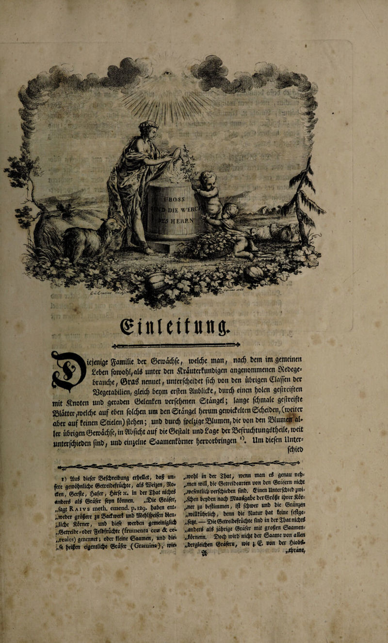 20 ſchied 1) Aus dieſer Beſchreibung erhellet, daß un⸗ ſere gewoͤhnliche Getreidefruͤchte, als Weizen, Ro⸗ cken, Gerſte, Hafer, Hirſe ꝛt. in der That nichts anders als Graͤſer ſeyn koͤnnen. „Die Graͤſer, „fagt Ra Iv s meth. emend. p. 129. haben ent⸗ „weder größere zu Backwerk und Mehlſpeiſen dlen⸗ zliche Koͤrner, und dieſe werden gemeiniglich „Getrelde⸗ oder Feldfruͤchte (frumenta cer &amp; ce» reales) genennet ; oder kleine Samen, und die: „wohl in der That, wenn man es genau neh⸗ „men will, die Getreidearten von den Graͤſern nicht „weſentlich verſchieden find. Einen Unterſchied zwi⸗ yſchen beyden nach Maasgabe der Größe ihrer Koͤr⸗ „ner zu beſtimmen, iſt ſchwer und die Graͤnzen „willkührlich, denn die Natur hat keine feſtge⸗ „ſetzt. Die Getreidefrüchte find in der That nichts „anders als jährige Graͤſer mit großen Saamen⸗ „koͤrnern. Doch wird nicht der Saame von allen „dergleichen Graͤſern, wie z. E. von der Hiobs⸗ BR again iaase Hehraͤne,
