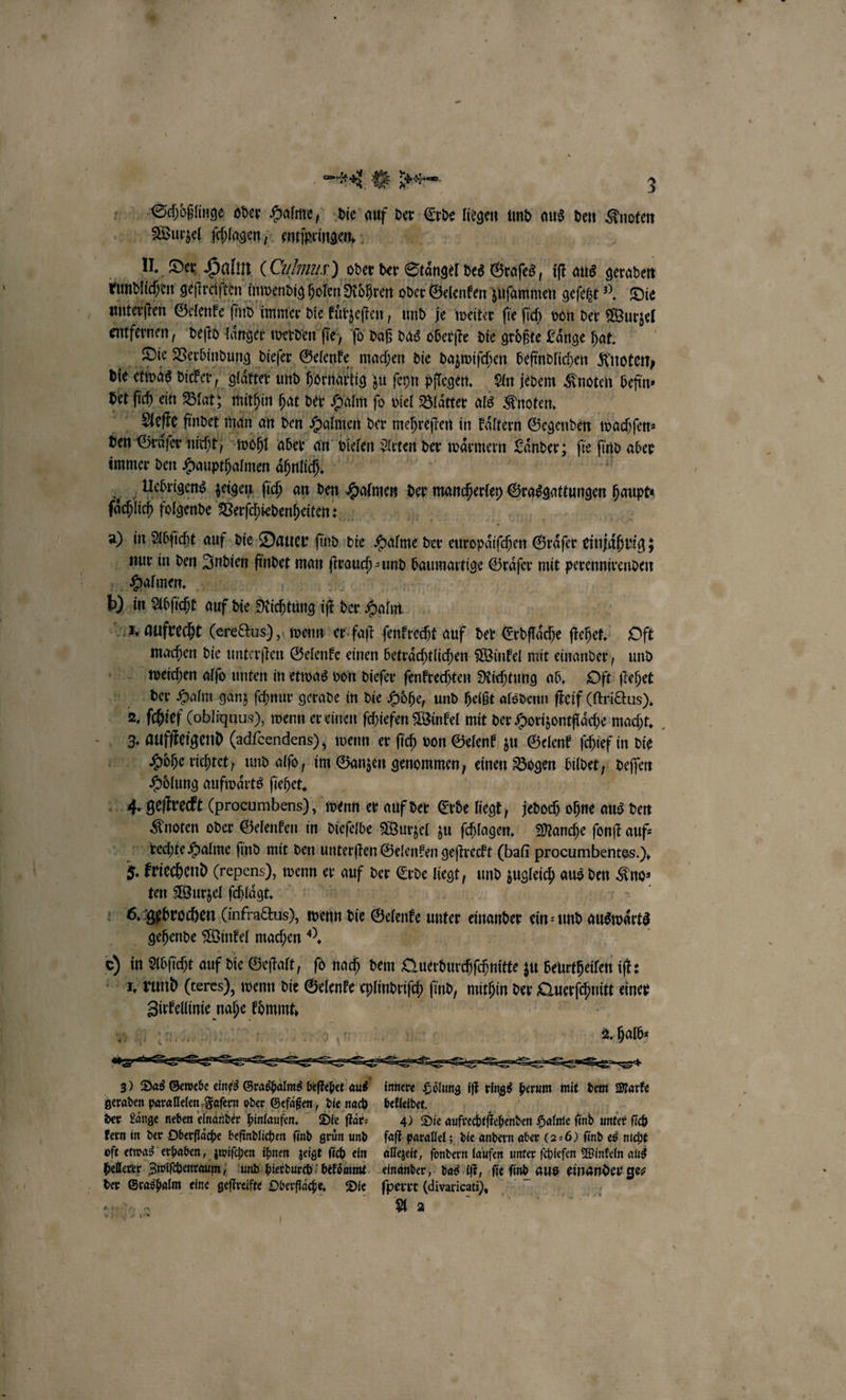 Schoͤßlinge oder Halme, die auf der Erde legen und aus den Knoten Wurzel ſchlagen, entſpringen. II. Der Halm (Cums) oder der Staͤngel des Graſes, iſt aus geraden rundlichen gefträiften inwendig holen Rohren oder Gelenken zuſammen geſetzt . Die untersten Gelenke ſind immer die kuͤrzeſten, und je weiter ſie ſich von der Wurzel entfernen, deſtd laͤnger werden fie, fo daß das oberſte die groͤßte Fänge hat. | Die Verbindung dieſer Gelenke machen die dazwiſchen befindlichen Knoten, bie etwas dicker, glatter und hornaltig zu ſeyn pflegen. An jedem Knoten befin⸗ det fih ein Blat; mithin hat der Halm ſo viel Blätter als Knoten. Aeſte findet man an den Halmen der mehreſten in Eltern Gegenden wachſen⸗ den Grüfer nicht / wohl aber an vielen Arten der waͤrmern Laͤnder; fte ſind aber immer den Haupthalmen aͤhnlich. | Uuͤebrigens zeigen ſich an den Halmen der mcs Grasgattungen haupt⸗ ſchlch folgende Verſchiedenheiten: al Y in Abſicht auf die Dauer find. die Halme der Apachen Gräser einiahrig; nur in den Indien a man 3 und baumartige Graͤſer mit perennirenden Halmen. Kir b). in Abſicht auf die Richtung iſt der Halm , aufrecht (erectus), wenn er faſt ſenkrecht auf der Erdſflaͤche ſtehet. Oft machen die unterſten Gelenke einen betraͤchtlichen Winkel mit einander, und weichen alſo unten in etwas von dieſer ſenkrechten Richtung ab. Oft ſtehet der Halm ganz ſchnur gerade in die Höhe, und heißt alsdenn ſteif (ſtrictus). 2. ſchief (obliquus), wenn er einen ſchiefen Winkel mit der Horizontflaͤche macht. 3. ee (adſeendens); wenn er ſich von Gelenk zu Gelenk ſchief in die Hohe richtet, und alſo, im Ganzen genommen, einen Bogen bildet, deſſen Hoͤlung aufwaͤrts ſiehet. | 4. geſtreckt (procumbens), wenn er auf der Erde liegt, jedoch ohne aus den Knoten oder Gelenken in dieſelbe Wurzel zu ſchlagen. Manche ſonſt auf⸗ rechte Halme find mit den unterften Gelenken geſtreckt (baſi procumbentes.), 5 kriechend (repens), wenn er auf der Erde Best und zugleich aus ven Kno⸗ ten Wurzel ſchlaͤgt. 6. gebrochen (infractus), wenn die Gelenke unter einander ein⸗ und auswärts gehende Winkel machen Y. * in Abſicht auf die Geſtalt, ſo nach dem Querbuchſchnitte zu baurtheilen iſt: 1. rund (teres), wenn die Gelenke chlindriſch find, mithin der W einer BE 9 e d 2. halb⸗ 3) Das Gewebe 200 Grashalms en 2 innere a iſt rings herum mit dem Marke geraden parallelen Faſern oder Gefaͤßen, die nach bekleldet. der Länge neben einander hinlaufen. Die ſtaͤr⸗ 40 Die aufrechtſtehenden Halme ſind unter ſich kern in der Oberflaͤche befindlichen ſind grün und faſt parallel; die andern aber (2⸗6) find es nicht oft etwas erhaben, zwiſchen ihnen zeigt ſich ein allezeit, ſondern laufen unter ſchiefen Winkeln aus hellerer Zwischenraum, und hierdurch bekoͤmmt einander, das iſt, ſi e ſind aus einander ge⸗ der Gras halm eine geſtreifte Oberflache. Die ſperrt (divaricati). n 161 A &gt; EN I
