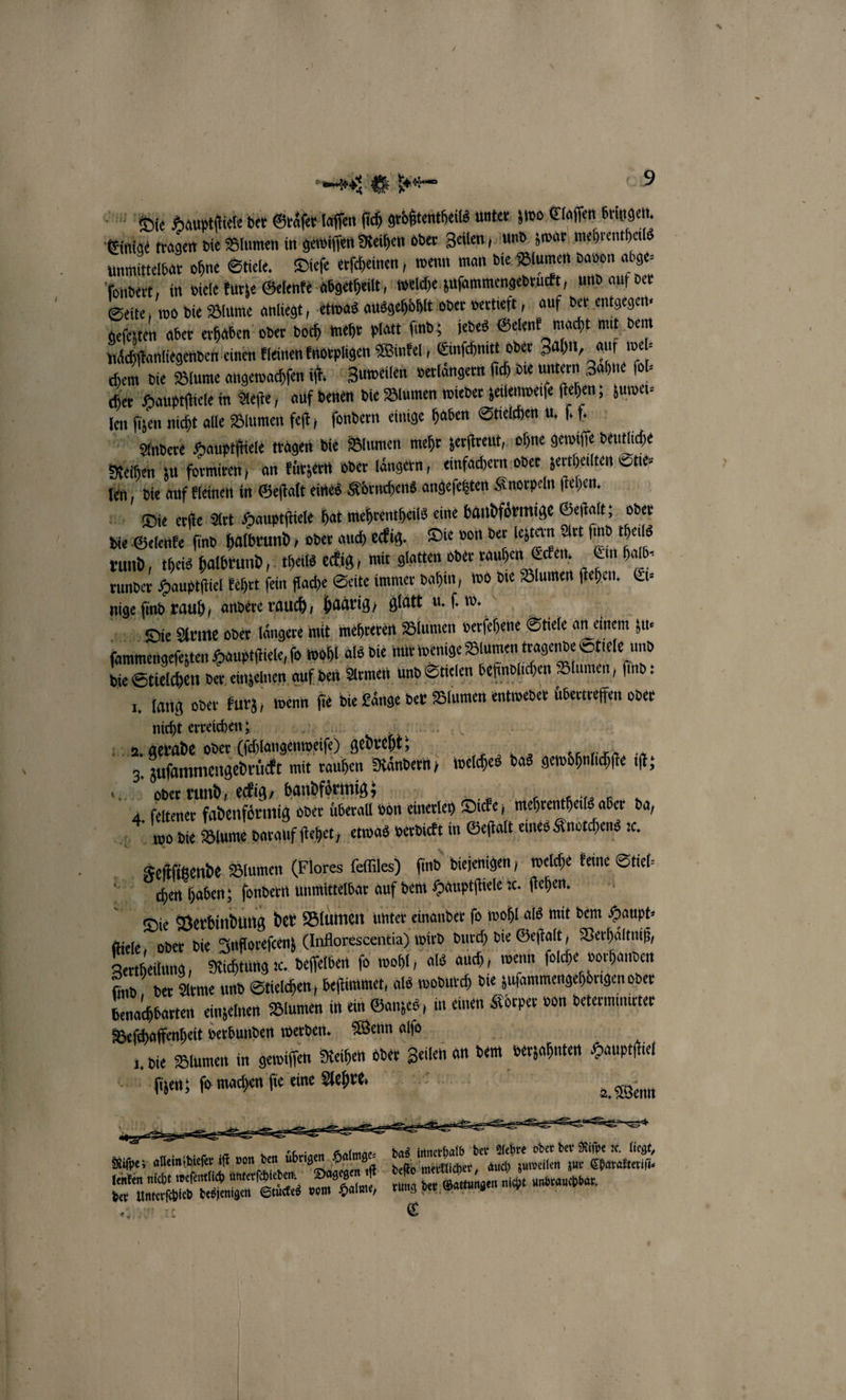 — — — Die Hauptſtele der Gräser laſſen ſich größtentheils unter zwo Claſſen bringen. unmittelbar ohne Stiele. Dieſe erſcheinen, wenn man die Blumen davon abge⸗ ſondert, in viele kurze Gelenke abgetheilt, welche zuſammengedruͤckt, und auf der Seite / wo die Blume anliegt, etwas ausgehoͤhlt oder vertieft, auf der entgegen- geſezten aber erhaben oder doch mehr platt ſind; jedes Gelenk macht mit dem naͤchſtanliegenden einen kleinen knorpligen Winkel „Einſchnitt oder Zahn, auf wel: chem die Blume angewachſen iſt. Zuweilen verlaͤngern fich die untern Zähne fol: cher Hauptſtiele in Aeſte, auf denen die Blumen wieder zeilenweiſe ſtehen; zuwei⸗ len ſizen nicht alle Blumen feſt; ſondern einige haben Stielchen u. ſ. f. Andere Hauptſtiele tragen die Blumen mehr zerſtreut, ohne gewiſſe deutliche Reihen zu formiren) an kuͤrzern oder laͤngern, einfachern oder zertheilten Stie⸗ len, die auf kleinen in Geſtalt eines Koͤrnchens angeſetzten Knorpeln ſtehen. Die erſte Art Hauptſtiele hat mehrentheils eine bandfoͤrmige Geſtalt; oder die Gelenke ſind halbrund, oder auch eckig. Die von der leztern Art ſind theils rund, theis halbrund, theils eckig / mit glatten oder rauhen Ecken. Ein halb- runder Hauptſtiel kehrt ſein flache Seite immer dahin, wo die Blumen ſtehen. Ci: nige ſind rauh, andere rauch, haarig, glatt u. ſ. w. Die Arme oder laͤngere mit mehreren Blumen verſehene Stiele an einem zu⸗ ſammengeſezten Hauptſtiele/ ſo wohl als die nur wenige Blumen tragende Stiele und die Stielchen der einzelnen auf den Armen und Stielen befindlichen Blumen, find; Richt erreichen; eit en gb 2. gerade oder (ſchlangenweiſe) gedreht; 3. zuſammengedruͤckt mit rauhen ändern; welches das gewoͤhnlichſte iſt; oder rund, eckig bandfoͤrmig; | | 4. ſeltener fadenfoͤrmig oder überall von einerley Dicke; mehrentheils aber da, wo die Blume darauf ftehet, etwas verdickt in Geſtalt eines Knotchens ꝛc. RR Feſtſitzende Blumen (Flores ſeſſiles) find diejenigen; welche keine Stiel⸗ cen haben; ſondern unmittelbar auf dem Hauptſtiele de. ſtehen. Die Verbindung der Blumen unter einander jo wohl als mit dem Haupt: ſtiele, oder die Infloreſcenz (Inflorescentia) wird durch die Geſtalt, Verhaͤltniß, Zertheilung, Richtung ꝛc. deſſelben ſo wohl, als auch, wenn ſolche vorhanden ſind, der Arme und Stielchen, beſtimmet, als wodurch die zuſammengehdrigen oder benachbarten einzelnen Blumen in ein Ganzes) in einen Korper von determinirter Beſchaffenheit verbunden werden. Wenn alſo | 1. die Blumen in gewiſſen Reihen oder Zeilen an dem verzahnten Hauptſtiel ſizen; fo machen fie eine Aehre. 539 Re 2. Wenn Riſpe; allein dieſer iſt von den uͤbrigen Halmge⸗ das innerhalb der Aehre oder der Riſpe ꝛc. liegt, lenken nicht weſentlich unterſchleden. Dagegen iſt deſto merklicher, auch zuweilen zur Charakteriſi⸗ der Unterſchied desjenigen Stuͤckes vom Halme, rung der Gattungen nicht unbrauchbar. Aha rt E 42