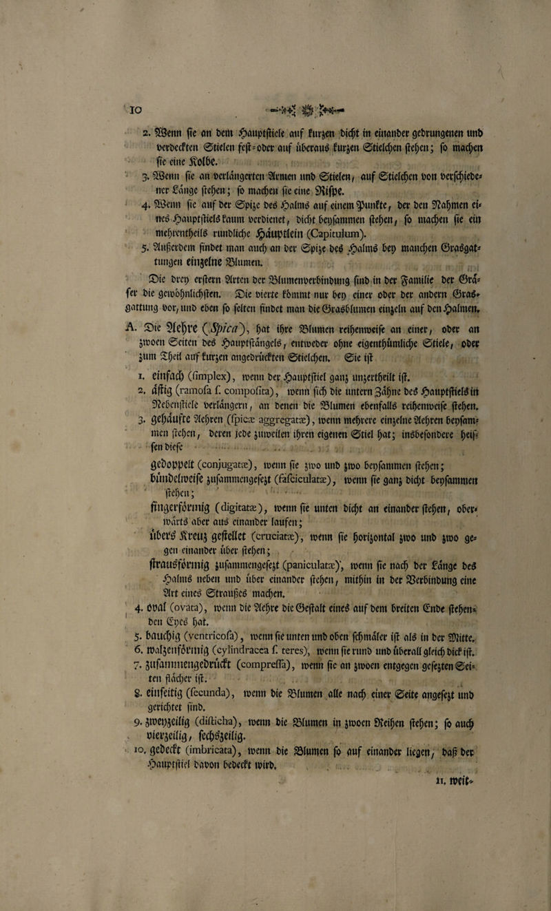 2. Wenn ſie an dem Hauptſtiele auf kurzen dicht in einander gedrungenen und verdeckten Stelen feſt⸗ oder Rau übern Honig Stielchen ſtehen; fo machen ſie eine Kolbe. und 3. Wenn ſie ee, Aden, und Stielen, auf Suchen von veöine ner Laͤnge ſtehen; ſo machen fie eine, Riſpe. 4. Wenn ſie auf der Spize des Halms auf einem Punkte, Ber den Nahmen ei nes Hauptſtiels kaum verdienet, dicht beyſammen ſtehen, ſo machen ſie ein mehrentheils rundliche Haͤuptlein (Capitulum). 5. Außerdem findet man auch an der Syte des Hole bey manchen Eng fungen einzelne Blumen, Die drey erſtern Arten der e d, ſind in der Familie 975 Sri fer die gewoͤhnlichſten. Die vierte koͤmmt nur bey einer oder der andern Gras⸗ gattung vor, und eben fo ſelten findet man die Grasblumen einzeln auf den Halmen. A. Die Aehre (Hicg), hat ihre Blumen reihenweiſe an einer, oder an zwoen Seiten des Hauptſtaͤngels, entweder ohne eigenthuͤmliche Stiele, oder zum Theil auf kurzen angedruͤckten Stielchen. Sie iſtt 1. einfach (fi implex), wenn der, Hauptſtiel ganz unzertheilt iſt. 2, dſtig (ramofa ſ. compofita), wenn ſich die untern Zähne des Hauptſtetsin in Nebenſtiele verlaͤngern, an denen die Blumen ebenfalls reihenweiſe ſtehen. 3. gehaͤufte Aehren (ſpicæ aggregatæ), wenn mehrere einzelne Aehren beyſam⸗ men ſtehen, deren jede . ihren eigenen Stiel hat; eien . ſen dieſe 5 21 gedoppelt N „wenn ſe zwo und zwo en ol ſtehen; buͤndelweiſe zuſommengeſezt 1 wenn ſie ganz dicht bepſammen ſtehen; fingerfoͤrmig (digitatæ), wenn fie unten dicht an einander ſtehen, ober⸗ waͤrts aber aus einander laufen; uͤbers Kreuz geſtellet Certterarte) ; wenn fe horizontal zwo und zwo es gen einander uͤber ſtehen; ſtrausfoͤrmig zuſammengeſez (paniculatæ), wenn ſie nach der Laͤnge des Halms neben und uͤber einander ſtehen, mithin in der Verbindung eine Art eines Straußes machen. 4. oval (ovata), wenn die Aehre die Geſtalt eines auf dem breiten Ende sehen den Eyes hat. S. bauchig (ventricofa) , wenn fie unten und oben ſchmaͤler iſt als in der Mitte. 6. walzenfoͤrmig (eylindracea ſ. teres), wenn ſie rund und überall gleich dick iſt. 0 zuſannnengedrückt Fan beg; wenn ſie an e entgegen geſczten Sei⸗ teen flaͤcher iſt. 8. einfeitig (lecunda), wenn die Blumen alle 15 einer Seite angefet und gerichtet find, 9, zweyzeilig (diſticha), wenn die Blumen in zwoen Reihen ſtehen; ſo auch vierzeilig, ſechszeilig. 8 0, gedeckt (imbricata), wenn die Blumen 0 170 einander legen / daß der Hauptſtiel davon bedeckt wird, W ee ee ee n., weit⸗ f