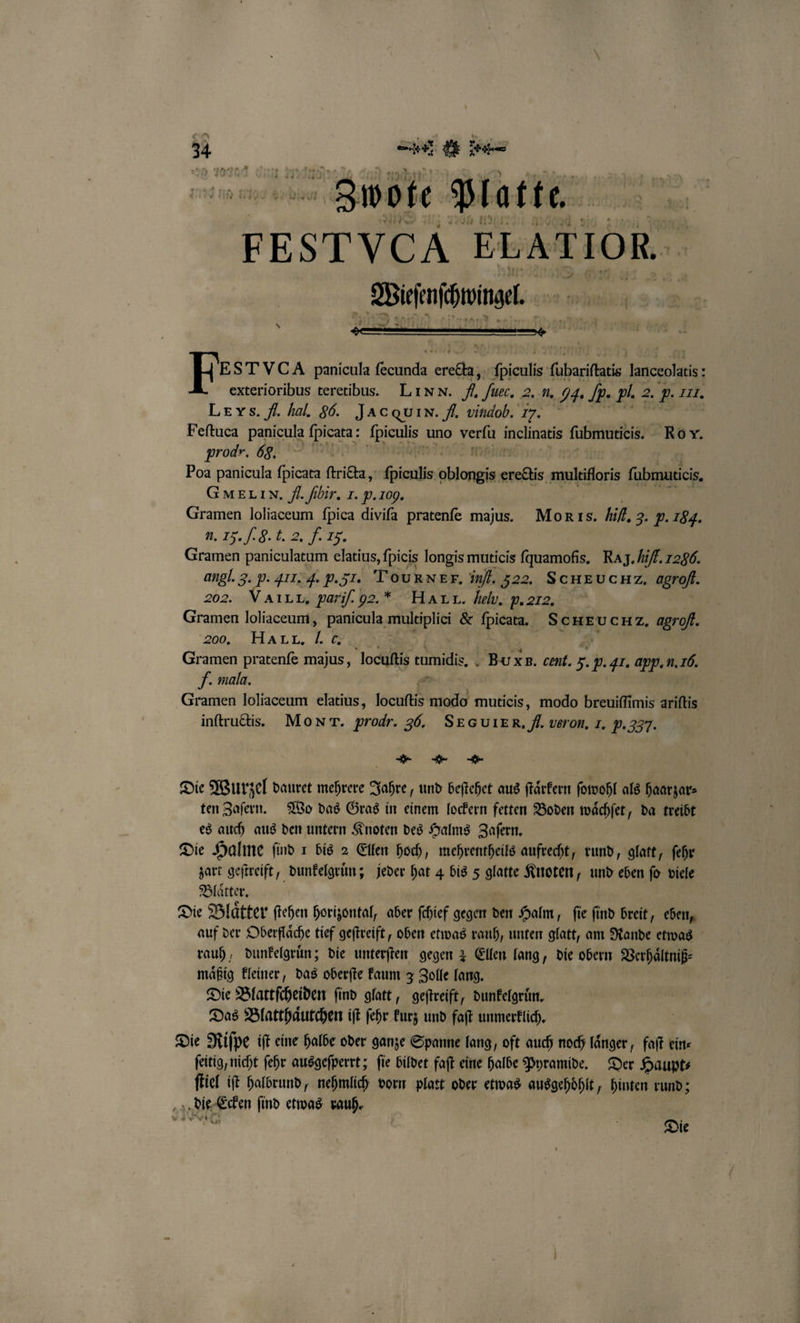 num | Re, Zwo te Platte. FESTVCA ELATIOR. Weſnſhumel. Fbsrvca panicula ſecunda creälg;; mee labert ka exterioribus teretibus. LINN. 9 Juec, 2. l. d. 2 pl: 2. 5. II. LE Vs. A. hal, 86. Jacquın. A. vindob. 17. Feftuca panicula ſpicata: MEER uno re inclinatis fubmutieis. Roy. prodr. 68, | Poa panicula ſpicata ſtricta, fpicnlis kan ere&amp;tis multifloris gaben GMELIN. fl. ſibir. 1. P.109. Gramen loliaceum fpica diviſa pratenfe majus. Mor ıs. il. 3. F. 184. u. 25. J . l. 2. F. 15. Gramen paniculatum elatius, ſpicis longis muticis ſquamofis. RAJ.hiff. 7286. angl. 3. p. 41I. I. P. 5c. Toukner. inf. 522. SCHEUCHZ, agrofl. 202. VAIL L. parif.92.* HAL L. Helv. b. 212. Gramen loliaceum, panicula Alke &amp; ſpicata. ScHEUCHZ. agrofl. 200. HALL. 1 6. Gramen pratenſe majus, locuſtis tumidis, Bx B. cent. 5. P. 41. app. u. 0. V. mala. Gramen loliaceum elatius, locuftis modo muticis, modo breuiffimis ariſtis inſtructis. Mo x T. prodr. 30. SEGUIER, fl. veron, J. 9.337. * „ = Die Wurzel dauret mehrere Jahre, und beſtehet aus ſtaͤrkern ſowohl als haarzar⸗ ten Zaſern. Wo das Gras in einem lockern fetten Boden waͤchſet, da treibt es auch aus den untern Knoten des Halms Zaſern. Die Halme find 1 bis 2 Ellen hoch, mehrentheils aufrecht, rund, glatt, ſehr zart geſtreift, dunkelgruͤn; jeder hat 4 bis 5 glatte Knoten, und eben ſo viele Blaͤtter. | Die Blätter ſtehen horizontal, aber fehief gegen den Halm, fie find breit, eben, auf der Oberflaͤche tief geſtreift, oben etwas rauh, unten glatt, am Rande etwas rauh, dunkelgruͤn; die unterſten gegen 3 Ellen lang, die obern Verhaͤltniß⸗ mäßig kleiner, das oberſte kaum 3 Zolle lang. Die Blattſcheiden find glatt, geſtreift, dunkelgrün. Das Blatthaͤutchen iſt ſehr kurz und faſt unmerklich. Die Riſpe iſt eine halbe oder ganze Spanne lang, oft auch noch laͤnger, faſt ein⸗ ſeitig, nicht ſehr ausgeſperrt; ſie bildet faſt eine halbe Pyramide. Der Haupt⸗ ſtiel iſt halbrund, nehmlich vorn platt oder etwas ausgehoͤhlt, hinten rund; We en find etwas rauh. Die