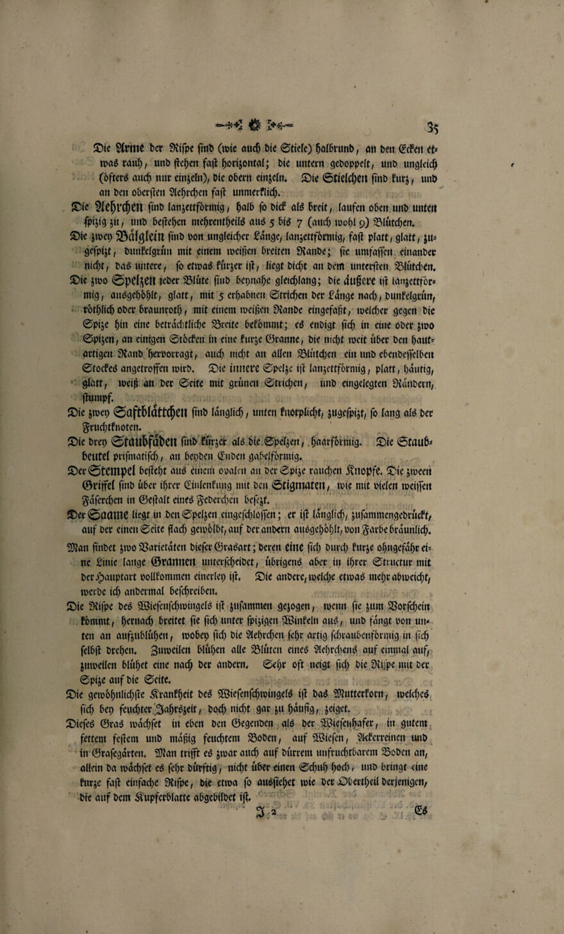 Die Arme der Riſpe find (wie auch die Stiele) halbrund, an den Ecken et: was rauh, und ſtehen faſt horizontal; die untern gedoppelt, und ungleich loͤfters auch nur einzeln), die obern einzeln. Die Stielchen find Mir und an den oberſten Aehrchen faſt unmerklich. Die Aehrchen find lanzettfoͤrmig, halb fo dick als breit, laufen oben und unten ſpizig zu, und beſtehen mehrentheils aus 5 bis 7 (auch wohl 9) Bluͤtchen. Die zwey Baͤlglein find von ungleicher Laͤnge, lanzettfoͤrmig faſt platt glatt, zu⸗ geſpizt, dunkelgruͤn mit einem weißen breiten Rande; ſie umfaſſen einander nicht, das untere, ſo etwas kuͤrzer iſt, liegt dicht an dem unterſten Bluͤtchen. Die zwo Spelzen jeder Blüte, find beynahe gleichlang; die Äußere üft lanzettfoͤr⸗ mig, ausgehoͤhlt, glatt, mit 5 erhabnen Strichen der Länge nach, dunkelgruͤn, roͤthlich oder braunroth, mit einem weißen Rande eingefaßt, welcher gegen die Spize hin eine beträchtliche Breite bekommt; es endigt ſich in eine oder zwo Spizen, an einigen Stocken in eine kurze Granne, die nicht weit über den haut: artigen Rand hervorragt, auch nicht an allen Bluͤtchen ein und ebendeſſelben Stockes angetroffen wird. Die innere Spelze iſt lanzettfoͤrmig, platt, haͤutig, glatt f weiß an der Seite mit grünen Strichen, und eingelegten ändern, ſtumpf. Die zwey Saftblaͤttchen find längich, unten knorplicht, zugeſpizt, ſo lang als der Fruchtknoten. Die drey Staubfäden find‘ kürzer als die Spelzen, haarförmig. Die Staub⸗ beutel priſmatiſch, an beyden Enden gabelfoͤrmig. Der Stempel beſteht aus einem ovalen an der Spize rauchen Knopfe. Die zween Griffel find über ihrer Einlenkung mit den Stigmaten, wie mit vielen weiſſen Faͤſerchen in Geſtalt eines Federchen beſezt. ui Der Saame liegt in den Spelzen eingeſchloſſen; er iſt laͤnglich, zuſammengedruͤckt, auf der einen Seite flach gewoͤlbt, auf der andern ausgehoͤhlt, von Farbe braͤunlich. Man findet zwo Varietäten dieſer Grasart; deren eine ſich durch kurze ohngefaͤhr ei- ne Linie lange Grannen unterſcheidet, uͤbrigens aber in ihrer Structur mit der Hauptart vollkommen einerley iſt. Die andere, welche etwas mehr abweicht, werde ich andermal beſchreiben. Die Riſpe des Wieſenſchwingels iſt zuſammen gezogen, wenn ſie zum Vorſchein kommt, hernach breitet fie ſich unter fpizigen Winkeln aus, und fängt von un« ten an aufzubluͤhen, wobey ſich die Aehrchen ſehr artig ſchraubeufdrmig in ſich ſelbſt drehen. Zuweilen blühen alle Blüten eines Aehrchens auf einmal auf, zuweilen bluͤhet eine nach der andern. 85 oft neigt lich die Riſpe mit der Spize auf die Seite. | Die gewoͤhnlichſte Krankheit des Wieſenſchwingels iſt das Mutterkorn, welches ſich bey feuchter Jahrszeit, doch nicht gar zu haͤufig, zeiget. Dieſes Gras waͤchſet in eben den Gegenden als der Wieſenhafer, in gutem fettem feſtem und maͤßig feuchtem Boden, auf Wieſen, Ackerreinen und in Graſegaͤrten. Man trifft es zwar auch auf duͤrrem unfruchtbarem Boden an, allein da waͤchſet es ſehr duͤrftig nicht uber einen Schuh hoch, und bringt eine kurze faſt einfache Riſpe, die etwa fo 5 ehet wie der Bea derjenigen, die auf dem Kupferblatte abgebildet if. 5,2 4 Es