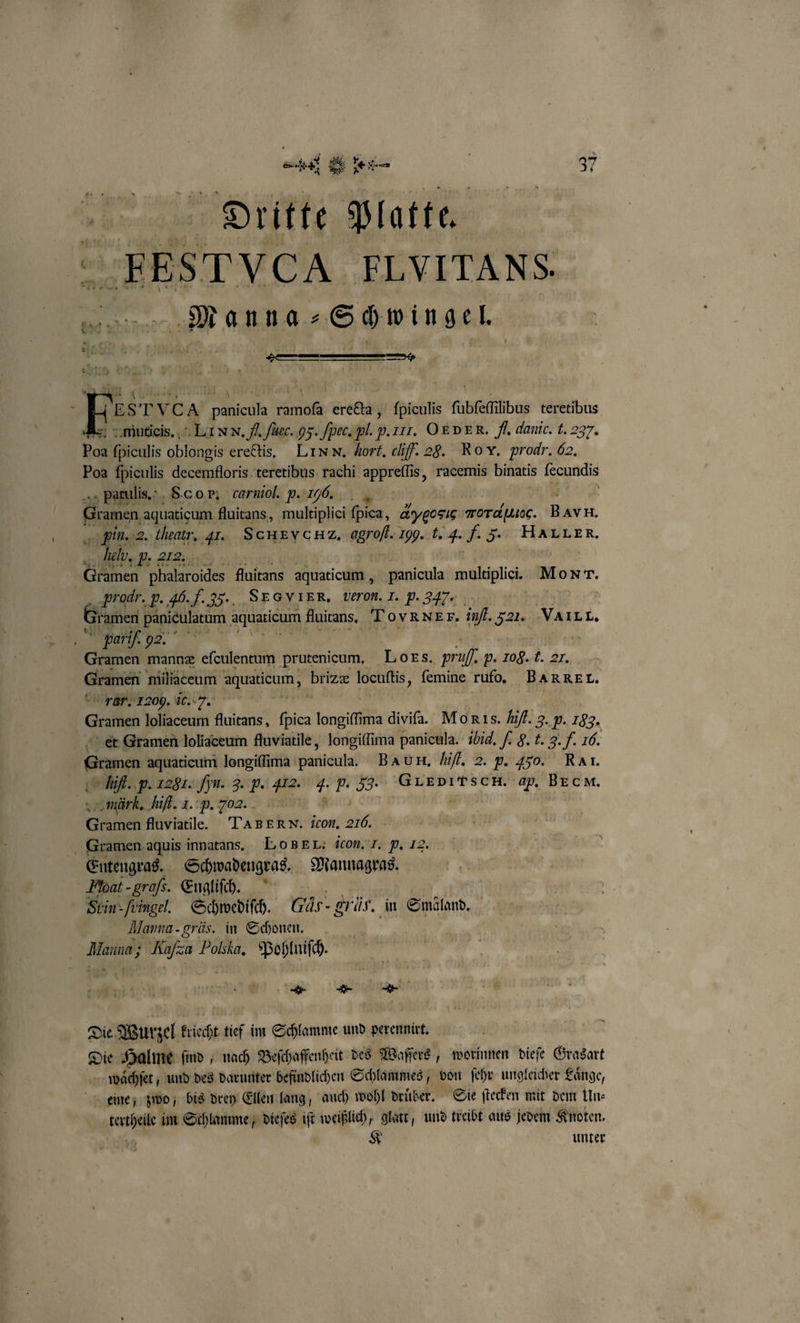 5 n Ait V Platte FEST VCA FLVITANS. 05 ane Schwingel. . uo A 10 W g P VCA panicula ramoſa erecta, fpiculis ſubſeſſilibus teretibus „ muticis. LI NN. fl füec. 95. ſpec. l. p. 12. OE DER. fl. danic. t. 237. Poa fpiculis oblongis erectis. LIN N. Hort. cliſf. 2c. Ro x. prodr. 62, Poa fpiculis decemfloris teretibus rachi appreflis, racemis binatis Ieeundis patulis. SO. carniol. p. 20. Mr | 2 aquaticum f fluitans, multiplici ſpica, 49 Moral. rn. Fin. 2. theatr, 41. SCHEVCHZ, agrofl. 10g. t. J. F. 5: HALLER. eld, . 212: Gramen phalaroides Auitans aquaticum, panicula multiplici. BIT. ‚Prod. F. 46.f.35.. SEGVIER, veron. I. p. 34%. G: ramen paniculatum aquasicum fluitans. TOoyVXNE r. it. 22 . -VAILL, Be N | Gramen mannæ eſculentum prutenicum, Los. pr 1. p. 108.1. 21. Gramen miliaceum kun; 1 locuftis, ſemine rufo. BARREL. rar. 1209. ic. 7. Calden loliaceum fluitans, bien longiſſima ift Mo RIs. hifl. 3. p. 183. et Gramen loliaceum fluviatile, longiſſima panicula. ibid, ,. . t. 5. f. 16. Hit. p. 1281: Hin. 3. b. 412. 7 p. 33. GT EDIT SCH. ap. BE CM. „märk. hifl. 1. p. 2. e e fluviatile. TAB ERN. icon. 2155 Entengras. Schwadengras. ö Stin-füingel. Schmwedifch. wir - grüs. in Smaland. Manna. grlis. in Schonen. aua Ka Sa Polska, Pohlniſch. DDD Die „ Wur zel kriecht tief im Schlamme und perennirt. Die Halme ſind, nach Beſchaffenheit des Waſſers, worinnen dieſe Grasart waͤchſet, und des darunter befindlichen Schlammes, von ſehr ungleicher Laͤnge, * im Schlamme, dieſes 0 weißlich, glatt; und treibt aus jedem Knoten. unter