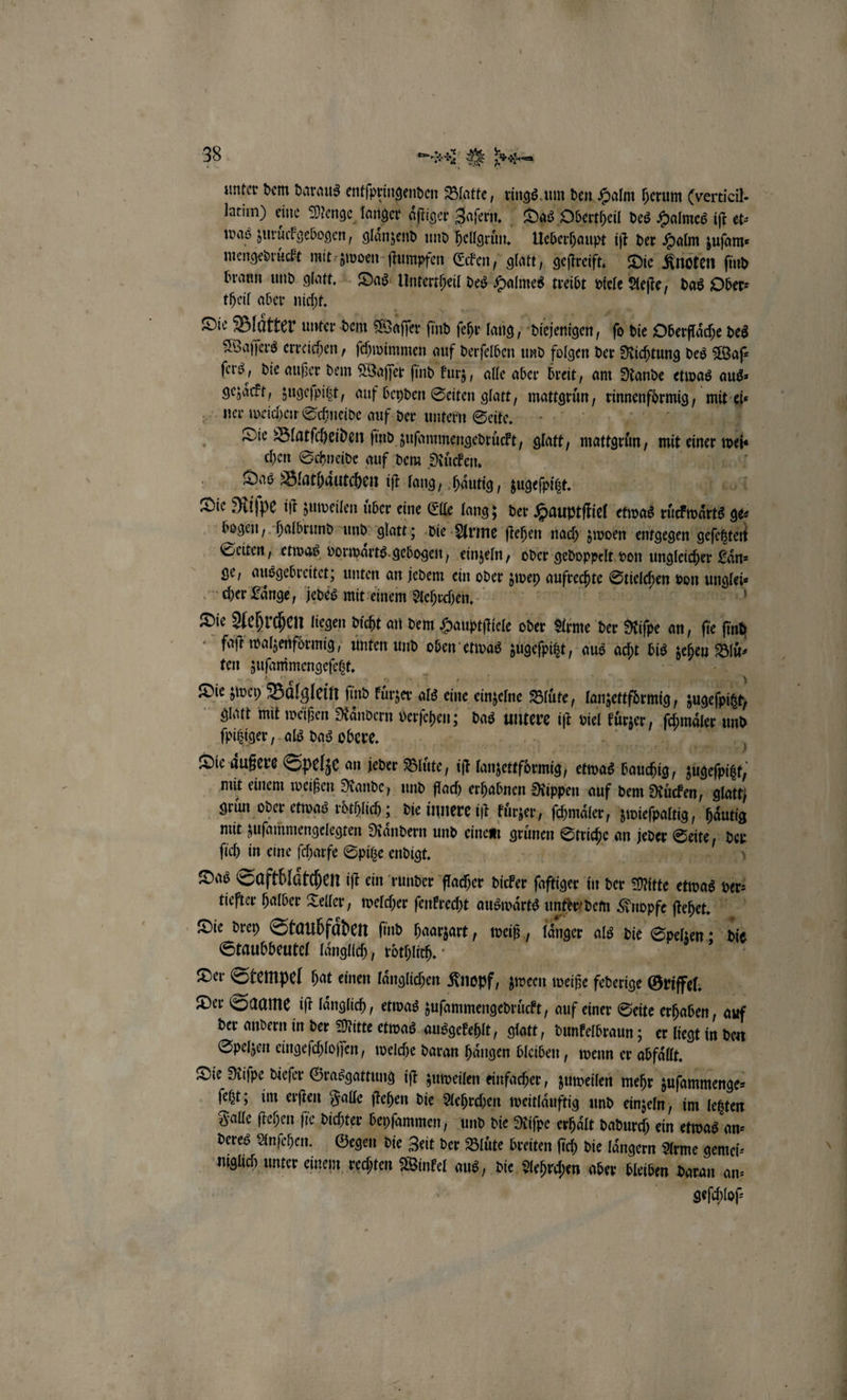 unter dem daraus entſpringenden Blatte, rings um den Halm herum (verticil- latim) eine Menge langer aͤſtiger Zaſern. Das Obertheil des Halmes iſt et⸗ was zuruͤckgebogen, glänzend und hellgruͤn. Ueberhaupt iſt der Halm zuſam⸗ mengedruͤckt mit zwoen ſtumpfen Ecken, glatt, geſtreift. Die Knoten ſind braun und glatt. Das Unterteil des Halmes treibt viele Aeſte, das Ober⸗ theil aber nicht. | 29 er Die Blaͤtter unter dem Waſſer ſind ſehr lang, diejenigen, ſo die Oberflaͤche des Waſſers erreichen, ſchwimmen auf derſelben und folgen der Richtung des Waſ⸗ ſers, die außer dem Waſſer ſind kurz, alle aber breit, am Rande etwas aus⸗ gezaͤckt, zugeſpitzt, auf beyden Seiten glatt, mattgruͤn, rinnenfoͤrmig, mit ei⸗ ner weichen Schneide auf der untern Seite. a, re 5 chen Schneide auf dem Ruͤcken. Das Blathaͤutchen iſt lang, haͤutig, zugeſpitzt. 604 Die Riſpe iſt zuweilen uber eine Elle lang; der Hauptſtiel etwas ruͤckwaͤrts ge⸗ bogen, halbrund und glatt; die Arme ſtehen nach zwoen entgegen geſetzten Seiten, etwas vorwaͤrts gebogen, einzeln, oder gedoppelt von ungleicher Laͤn⸗ ge, ausgebreitet; unten an jedem ein oder zwey aufrechte Stielchen von ungleis cher Laͤnge, jedes mit einem Aehrchen. ee ö | en Die Aehrchen liegen dicht an dem Hauptſtiele oder Arme der Riſpe an, ſie ſind faſt walzenfoͤrmig, unten und oben etwas zugeſpitzt, aus acht bis zehen Bluͤ⸗ ten zuſammengeſetzt. f | 255 glatt mit weißen Raͤndern verſehen; das untere iſt viel kurzer, ſchmaͤler und ſpitziger, als das obere. wens BR: Ren he ee Die dugere Spelze an jeder Blüte, iſt lanzettformig etwas bauchig, zugeſpitzt, mit einem weißen Rande, und flach erhabnen Rippen auf dem Rüden, glatt) grün oder etwas roͤthlich; die innere iſt kuͤrzer, ſchmaͤler, zwieſpaltig, haͤutig mit zuſammengelegten Raͤndern und einem grünen Striche an jeder Seite der ſich in eine ſcharfe Spitze endigt. ü PATE eee Das Saftblaͤtchen iſt ein runder flacher dicker ſaftiger in der Mitte etwas ver: tiefter halber Teller, welcher ſenkrecht auswaͤrts unter dem Knopfe ſtehet. 12 8 Die dry Staubfaͤden find haarzart, weiß, länger als die Spelzen; die Staubbeutel laͤnglich, roͤthlich. 5 ! Der Stempel hat einen laͤnglichen Knopf, zween weiße federige Griffel. 8 Der Saame iſt laͤnglich, etwas zuſammengedruͤckt, auf einer Seite erhaben, auf der andern in der Mitte etwas ausgekehlt, glatt, dunkelbraun; er liegt in den Spelzen eingeſchloſſen, welche daran haͤugen bleiben, wenn er abfaͤllt. ä Die Riſpe dieſer Grasgattung iſt zuweilen einfacher, zuweilen mehr zuſammenge⸗ ſetzt; im erſten Falle ſtehen die Aehrchen weitlaͤuftig und einzeln, im letzten Falle ſtehen fie dichter beyſammen, und die Rifpe erhält dadurch ein etwas an⸗ deres Anſehen. Gegen die Zeit der Bluͤte breiten ſich die laͤngern Arme gemei⸗ niglich unter einem rechten Winkel aus, die Aehrchen aber bleiben daran an⸗ geſchloſ⸗ En ar