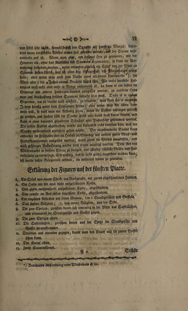 von ſelbſt fehr 19 ſowohl d den S 715 11 durch je Wurzel; beſon⸗ ders wenn dergleichen Wieſen 2 hu; rden „daß der Saame meh rentheils reif iſt. Wenn man ab um beſſe tes Heu zu gewinnen, mit der u eilt, ohne das Ausfallen EIER bzuwarten; fo kann die Ver⸗ befi dert we erden, wenn entweder za lich ein vor ber } Wiese zu heben bleibt, wie ich oben bey egenhelt d iefenhafara 5 Br — wenn man nach dem Rathe eines erfahrnen Landwirths“ „die Wieſe aller 3 bis 4 Jahre einmal Braäche legen laßt. Wo dieſes herrliche Fut⸗ tergras noch nicht oder nicht in Menge einheimisch iſt, da kann es am beſten im Gemenge mit andern Futtergrasſaamen ausgeſaͤet werden, zu welchem Ende man auf Anſchaffung frifches | Sgamens bedacht ſeyn muß. Dieſer iſt in olchen Gegenden, wo es bereits wild wäͤchſet, zu erhalten; man kann ihn in manchen „Jahren häufig unter d dem Heufaamen f finden; oder wenn man ihn allein fans meln will, ſo darf man nur Achtung 9 geben, | wenn die Kolben anfangen gelblich du werden, aus ſolchen fällt, der Saame gleich aus / wenn malt daran klopfet, und kann in einer darunter gehaltenen Schachtel oder Papierdüte geſammelt werden. Die reifen Kolben abzubrech en, wurde um deswilen nicht rathſam ſeyn, weil der Br; mehrentfeils ve e gehen u würde. Der eingeſammelte Saame kann entweder im Früͤhjahre oder im Herbſte im Gemenge mit andern guten Gras und Braune ausgeſaͤet werden; wenn zuvor die Wieſen umgeriſſen, und ngch geh hörigen. ee vom neuen angelegt worden. Dieſe Art den Wie ſenwachs in Bei ern Ertrag zu ‚brüngei, u und allerley nuͤtzliche Graͤſer und Fut⸗ Se auer zu vermehren, iſt ſo wichtig, daß fie nicht genug empfohlen werden kann; ch werde daher Gelegenheit nehmen 150 ein e Bar zu geventen. 1 Elin der Siguen auf der fen but. wii, 5. Eee Bi mit feiner, Granne, a 2 koch en und Geffen 6. Das aͤußere Baͤlglein; 7. das innere Baͤlglein, von der Seite. 8. Die zwo Spelzen, zwiſchen denen ſic inwendig in der Mitte das Hatch nö und oberwaͤrts die Staubgefaͤße und ie zeigen. 1 9. Die zwo Spelzen allein. a) 10, Die Saftblätchen , zwiſchen denen aus der Spie die Ses und Griffel herauskommen... 1. n aus einander eigen N wwe man n deh Knopf und vie joe A Ihen kann. nen men vn mars desu 0 dl nal) ä | 2, De Knopf alen. Min ann nnen (and . x Tem 0 ey u. w ch Ra a mülck en * — | Ca