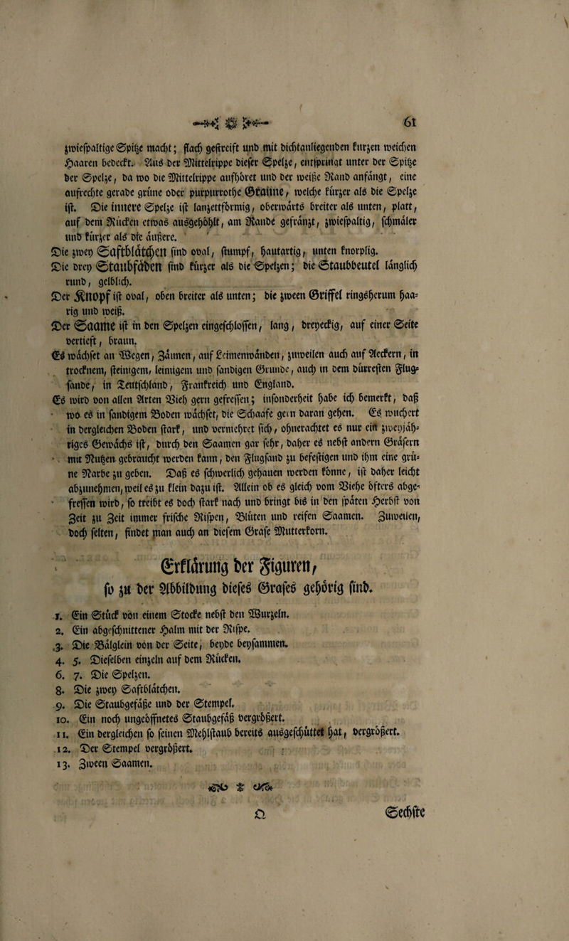 u e Krk 6¹ zwieſpaltige Spitze macht; flach geſtreift und mit dictgulſgenden kurzen weichen Haaren bedeckt. Aus der Mittelrippe dieſer Spelze, entſpringt unter der Spitze der Spelze, da wo die Mittelrippe aufhoͤret und der weiße Rand anfaͤngt, eine aufrechte gerade grüne oder purpurrothe Granne, welche kuͤrzer als die Spelze iſt. Die innere Spelze iſt lanzettformig, oberwaͤrts breiter als unten, platt, auf dem Rüden etwas ausgehoͤhlt, am Rande gefräͤnzt „ zwieſpaltig „ ſchmäler und kuͤrzer als die aͤußere. Die zwey Saftblaͤtchen find oval, ſtumpf, hautartig, unten knorplig. Die drey Staubfaͤden ſind kürzer als die Spetzen; die Staubbeutel laͤnglich rund, gelblich. Der Knopf iſt oval, oben breiter als unten; die zween Griffel gage * rig und weiß. Der Saame iſt in den Spelzen eingeſchloſſn, lang dreyeckig, auf einer Seite vertieft, braun. Es waͤchſet an Wegen, Zaͤunen, auf Leimenwaͤnden „zuweilen auch auf Aeckern, in trocknem, ſteinigem, leimigem und ſandigen Grunde, auch in dem duͤrreſten Flug⸗ ſlande, in Teutſchland, Frankreich und Eigland. A wird von allen Arten Vieh gern gefreſſen; inſonderheit habe ich bemerkt, daß wo es in ſandigem Boden waͤchſet, die Schaafe gein daran gehen. Es wuchert in dergleichen Boden ſtark, und vermehret ſich, ohnerachtet es nur ein zweyjaͤh⸗ riges Gewaͤchs iſt, durch den Saamen gar ſehr, daher es nebſt andern Graͤſern mu Nutzen gebraucht werden kann, den Flugſand zu befeſtigen und ihm eine gruͤ— ne Narbe zu geben. Daß es ſhwerich gehauen werden konne, iſt daher leicht abzunehmen, weil es zu klein dazu iſt. Allein ob es gleich vom Viehe öfters abge⸗ freſſen wird, fo treibt es doch ſtark nach und bringt bis in den ſpaͤten Herbſt von Zeit zu geit immer friſche Riſpen, Bluͤten und reifen Saamen. Zuweilen, doch felten, findet pr auch o an dieſem Graſe Mutterkorn. * Erklär der Figuren, ſo zu der Abbildung dieſes Graſes gehoͤrig find, 1. Ein Stuͤck don einem Stocke nebſt den Wurzeln. 2. Ein abgeſchnittener Halm mit der Riſpe. 3. Die Baͤlglein von der Seite, beyde beyſammen. 4. 5. Dieſelben einzeln auf dem Ruͤcken. 6. 7. Die Spelzen. 8. Die zwey Saftblaͤtchen. 9. Die Staubgefaͤße und der Stempel. N 10. Ein noch ungedffnetes Staubgefäß vergrößert. | 11. Ein dergleichen fo. feinen Mehlſtaub bereits augen ha, vergrößert, 12. Der Stempel vergrößert, 13. Zween Saamen. e IR Sechſte