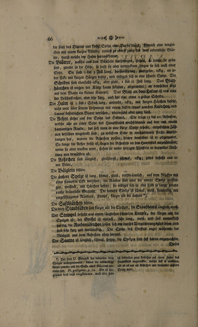 die ſtatt des Blattes eine kurze Spitze oder Borſte t ä 1 Hernach eine derglei⸗ chen mit einem kurzen Blatte endlich zu oberſt 138 drey ordentliche Blaͤt⸗ ter, durch welche der Halm herauskommt. N A. Die Blaͤtter, welche aus den Büscheln entſptingen, Nebel fo lange ſie grün Seite. Sie ſind 1 bis 5 Zoll lang, borftenförmig / mattgruͤn, eckig, an je⸗ der Ecke mit kurzen Haͤrgen beſetzt, und endigen fich in eine ſcharfe Spitze. Die Scheiden find ebenfalls eckig, aber glatt, 1 bis 15 Zoll lang. Das Blatt⸗ haͤutchen iſt wegen der Kürze kaum ſichtbar, abgerundet; an demſelben liegt auf dem Blatte ein kleiner Knorpel. Das Blatt an dem Halme iſt von eben der Beſchaffenheit, aber fehr kurz, und hat eine etwa 2 zollige Scheide Der Halm iſt &amp; bis 1 Schuh lang, aufrecht, eckig, mit kurzen Haͤrchen beſetzt, nicht weit über feinem Urſprunge mit einem dicken etwas rauchen Knoͤtchen, und darauf befindlichem Blatte derſehen / oberwaͤrts aber ganz bloß. Die Aehre ſtehet auf der Spitze des Halmes. Sie traͤgt 15 bis 20 Aehrchen, welche alle an einer Seite des Hauptſtieles wechſelsweiſe auf den mit einem hautartigen Rande,, der ſich vorn in eine kurze Spitze erhebt, eingefaßten Zaͤh⸗ nen deſſelben eingelenkt ſind; zu welchem Ende er wechſelsweiſe flache Aushd⸗ lungen hat, worein die Aehrchen paſſen; hinter denſelben iſt er abgerundet. So lange die Aehre friſch iſt, liegen die Aehrchen an den Hauptſtiel angefchloflen; AK a * . N * o N tung von demſelben ab. ner Bluͤtdte. Die Baͤlglein fehlen. . Die äußere Spelze it lang, ſchmal glatt, rothbräunüch, auf dem 1 mit einer ſtumpfen Ecke verfehen; die Raͤnder find über die innere Sp 1 15 gelade gen, weißlich, mit Häͤrthen beſetzt; fie endiget fich in eine halb ſo lange — * 2 * - 4 — rene rtr e 8 2. n * teten 4 11 Tt „ rauhe beiuniche Graue, Die immere Spike r done! weiß, ya eingeſchlagenen Raͤndern, ſtumpf, kürzer als die äußere ). &gt;. 1 2 en al e u e e 998 ein Mam 9 de la 1911 a Saft lat a Polen RT e eee e 50 nor hl Dude Staubfäden find üre, ls Die Spain; de Staubbeutel änglihymek, N f 1 f Spelzen iſt; der Griffel iſt einfach, ſehr lang, weiß! und faſt unmerklich faſerig / die Narbenfaͤſerchen ſaſſen ſich nur durchs Vergrößerungsglas ſehen und ſimd ſehr kurz und weitlaͤuftig. Die Sditze⸗ des Griffels raget während. der „Blühzeit aus dem Aehrchen oben heraus. are Der Saame iſt länglich, ſchmal, ſpigig / die Spelzen ſind feſt daran angewachſen. 5 — _ u 0 1 = ’ x 4 ins ihnen 10 un wan Aok a 217 en ſes AR in Kader a are ; Der Herr D. Gerard hat bisweilen dreh ich biswelen zwey Aehrchen auf einem Zahne des Spelzen wahrgenommen, davon die alswendige Hauptſliels angetroffen, welche faſt fo ausſahen, kurzer geweſen und die Stelle eines Bälgleins ver⸗ Wals ob es nur ein Aehrchen mit doppelter aͤußerer treten hat. Fl. gallaprou. 5. 74. Mir iſt dert, Spelße ware. gleichen noch nicht vorgekommen, wohl aber habe r . r,