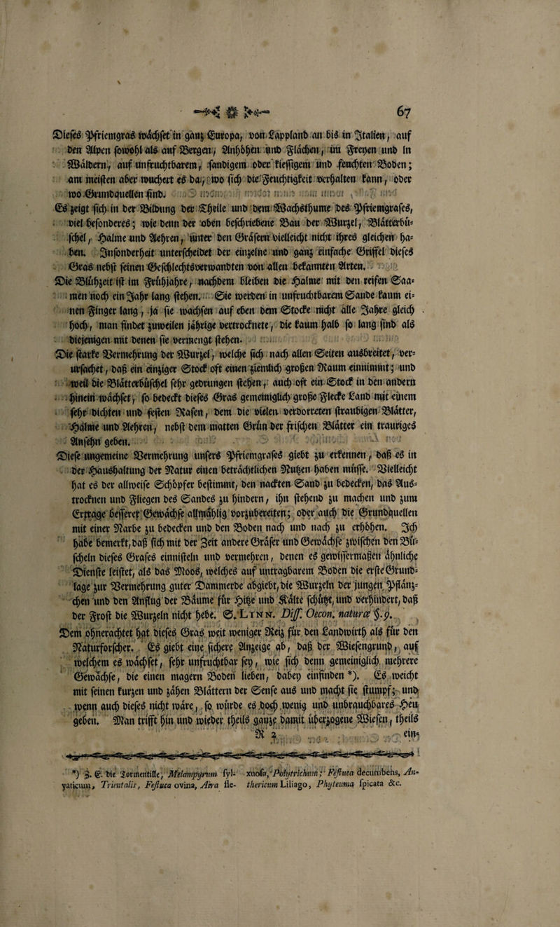 Dieſes Pfriemgras waͤchſet in ganz Guropa, von Lappland an bis in Italien, auf den Alpen ſowohl als auf Bergen, Anhoͤhen und Flächen, im Freyen und In Waͤldern, auf unfruchtbarem, ſandigem oder kieſſigem und feuchten Boden; am meiſten aber wuchert es da / awd fig: 1 verhalten Want 257 wo Grund quellen find %%% enn ſich in der Bildung der Theile e e Wachsthume des Pfengaſes, viel heſonderes; wie denn der oben beſchriebene Bau der Wurzel, Blaͤtterbuͤ⸗ ſchel, Halme und Aehren, ünter den Graͤſern vielleicht nicht ihres gleichen ha⸗ ben. Inſonderheit unterſcheidet der einzelne und ganz einfache Wufel weil Gras nebſt feinen Gefchlechtsverwandten von allen bekannten Arten. Die Bluͤhzeit iſt im Fruͤhjahre, nachdem bleiben die Halme mit den 18 a men noch ein Jahr lang ſtehen. Sie werden in unfruchtbarem Sande kaum ei⸗ nen Finger lang, ja ſie wachſen auf eben dem Stocke nicht alle Jahre gleich hoch, man findet zuweilen jährige ecke 5 die Wan halb m lang nr als diejenigen mit denen fie vermengt ſtehen. Die ſtarke Vermehrung der Wurzel, welche ſich nach allen Seiten bebe, ver⸗ urſachet / daß ein einziger Stock oft einen ziemlich großen Raum einnimmt; und weil die Blaͤtterbůſchel ſehr gedrungen ſtehen; auch oft ein Stock in den andern hinein waͤchſet; ſo bedeckt dieſes Gras gemeiniglich große Flecke Land mit einem ſehr dichten und feſten Rafen dem die vielen verdorreten ſtraubigen Blaͤtter, er Ae * eg Ger 3 Wlüttet ein es Anſehn geben. | Doe ungemeine aneh ung 7 5 Pftiemgrases giebt 55 RL ß es in der Haushaltung der Natur einen betraͤchtlichen Nutzen haben müſſt. Veelleicht hat es der allweiſe Schoͤpfer beſtimmt, den nackten Sand zu bedecken, das Aus⸗ trocknen und Fliegen des Sandes zu hindern, ihn ſtehend zu machen und zum Erkrage beſſerer Gewaͤchſe allmaͤhlig vorzubereiten; oder auch die Grundquellen mit einer Narbe zu bedecken und den Boden nach und nach zu erhohen. Ich % habe bemerkt, daß ſich mit der Zeit andere Graͤſer und Gewaͤchſe zwiſchen den Bir: ſcheln dieſes Graſes einniſteln und vermehren, denen es gewiſſermaßen ahnliche Deienſte feiftet, als das Mobs, welches auf untragbarem Boden die erſte Grund⸗ 5 lage zur Vermehrung guter Dammerde abgiebt, die Wurzeln der jungen Pflaͤnz⸗ chen und den Anflug der Bäume für Hitze und Kaͤlte ſchützt und verhindert, daß der Froſt die Wurzeln nicht hebe. S. LI NN. Dil. Oecon. natur H. 9. Dem! ohnerachtet hat dieſes Gras weit weniger Reiz für den Landwirth als . den Na kurforſcher. Es giebt eine ſichere Anzeige ab, daß der Wieſengrund, auf we chem es waͤchſet, ſehr unfruchtbar ſey, wie ſich denn gemeiniglich mehrere Ge waͤchſe, die einen magern Boden lieben, dabey einfinden ). Es weicht a mit ſeinen kurzen und zaͤhen Blättern der Senſe aus und macht ſie ſtumpf; und enn auch dieſes nicht waͤre MAN wuͤrde es doch wenig und unbrauchbares Heu Wel Man trifft hin und wieder theils e damit e en wels Fe ih or. ene &gt; ein BEST 1 3. E die Doetlentle e Sl xa N Eiftuca decumbehs, An- Bi Trimtalis, Fe N ovina, Ara fle- theritum Liliago, Phyteuma ſpicata &amp;c.