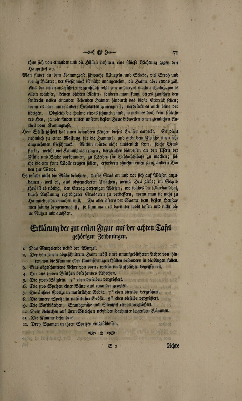 thun ſich von einander und 11 ollen Nehmen eine ie Michtung gegen den Hauptſtiel an. Man findet an dem Kammgraſe ſchwache Wurzeln und Stoͤcke, viel Stroh und wenig Blaͤtter; der Geſchmack iſt nicht unangenehm, die Aa aber etwas zaͤh. Aus der erſten angefuͤhrten Eigenſchaft folgt eine andere, es macht nehmlich, wo es allein waͤchſet, keinen dichten Raſen, ſondern man kann oͤfters zwiſchen den ſenkrecht neben einander ſtehenden Halmen hindurch das bloße Erdreich ſehen; wenn es aber unter andere Grasarten gemengt iſt, verdruͤckt es auch keine der übrigen. Obgleich die Halme etwas ſchmielig ſind, fo giebt es doch kein ſchlech⸗ tes Heu, ja wir finden unter unſerm beſten Heue bisweilen einen Wehe An⸗ theil vom Kammqraſe. a Herr Stillingfleet hat einen beſondern Nuten dieſes Graſes entdeckt. Es dient nehmlich zu einer Maſtung für die Hammel, und giebt dem Fleiſche einen ſehr angenehmen Geſchmack. Mithin wuͤrde nicht undienlich ſeyn, ſolche Gras⸗ fllecke, welche viel Kammgras tragen, dergleichen bisweilen an den Ufern der 0 Fluͤſſe und Baͤche vorkommen, zu Weiden für Schlachtſchafe zu machen; ſol⸗ 1 che die eine feine Wolle tragen ſollen N erfordern ohnehin einen ganz andern Bo⸗ den zur Weide. Es wuͤrde nicht die Muͤhe belohnen, dieſes Gras an und vor ſi ſich auf Wiesen anzu⸗ bauen, weil es, aus obgemeldeten Urſachen, wenig Heu giebt; im Gegen⸗ * theil iſt es nöthig, den Ertrag derjenigen Wieſen, wo ſolches die Oberhand hat, durch Anſaͤuung ergiebigerer Grasarten zu verbeſſern, wenn man ſie nicht zu Hammelweiden machen will. Da aber öfters der Saame dem beſten Heuſaa⸗ men haͤufig beygemengt iſt, ſo kann man es darunter wohl laſſen und fußt oh⸗ ne Nutzen mit ausſaͤen. Erklarung der zur es Figur auf der achten Tafel gehoͤrigen e 1. Das Wurzelende nebſt der Wurzel. 2. „Der von jenem abgeſchnittene Halm nebſt einer gba eh Aehre von hin⸗ ten, wo die Kaͤmme oder kammfoͤrmigen Huͤllen beſonders in die Augen fallen, * ie abgeſchnittene Aehre von vorn, welche im ai ien m 4. Ein aus zwoen When bestehendes Aehrchen. 5. Die zwey Baͤlglein. 5 eben dieſelben vergrößert. 6. Die zwo Spelzen einer Bluͤte aus einander gezogen. 7. Die aͤußere Spelze in natürlicher Große. 7 eben dieſelbe vergroͤßert. 8. Die innere Spelze in natürlicher Groͤße. 8 eben dieſelbe vergrößert. 9. Die Saftblaͤtchen, Staubgefaͤße und Stempel etwas vergroͤßert. 10. Drey Aehrchen auf ihren Stielchen nebſt den Wanken, Funde Kaͤmmen. 11. Die Kaͤmme beſonders. 12. . Sgamen in een Spelzen enngeſchloſn. D * &amp; 2 | Achte