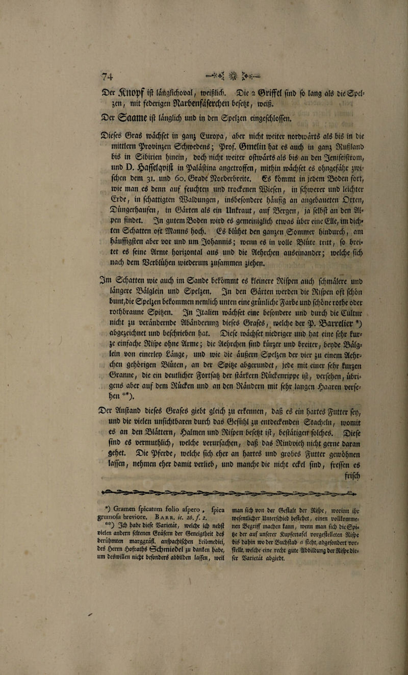 Der Knopf iſt laͤnglichoval, weißlich. Die 2 Griffel find 1 duch als die ver mittlern Provinzen Schwedens; Prof. Gmelin hat es auch in ganz Rußland bis in Sibirien hinein, doch nicht weiter oſtwaͤrts als bis an den Jeniſeiſtrom, und D. Haſſelqviſt in Palaͤſtina angetroffen, mithin waͤchſet es ohngefaͤhr zwi⸗ ſchen dem 31. und 60. Grade Norderbreite. Es kommt in jedem Boden fort, wie man es denn auf feuchten und trockenen Wieſen, in ſchwerer und leichter Erde, in ſchattigten Waldungen, insbeſondere haͤufig an angebaueten Orten, Duͤngerhaufen, in Gaͤrten als ein Unkraut, auf Bergen, ja ſelbſt an den Al⸗ pen findet. In gutem Boden wird es gemeiniglich etwas über eine Elle, im dich⸗ ten Schatten oft Manns hoch. Es bluͤhet den ganzen S ommer hindurch, am haͤuffigſten aber vor und um Johannis; wenn es in volle Bluͤte tritt, ſo brei⸗ tet es ſeine Arme horizontal aus und die Aehrchen auseinander; welche Nic) nach dem Verbluͤhen wiederum zuſammen ziehen. Im Schatten wie auch im Sande bekommt es kleinere Riſpen auch ſchmaͤlere und laͤngere Baͤlglein und Spelzen. In den Gaͤrten werden die Riſpen oft ſchoͤn bunt, die Spelzen bekommen nemlich unten eine gruͤnliche Farbe und ſchöne rothe oder rothbraune Spitzen. In Italien waͤchſet eine beſondere und durch die Cultur nicht zu veraͤndernde Abänderung dieſes Graſes, welche der P. Barrelier ) abgezeichnet und beſchrieben hat. Dieſe waͤchſet niedriger und hat eine ſehr kur⸗ ze einfache Niſpe ohne Arme; die Aehrchen ſind kuͤrzer und breiter, beyde Baͤlg⸗ lein von einerley Laͤnge, und wie die aͤußern Spelzen der vier zu einem Aehr⸗ chen gehörigen Bluͤten, an der Spitze abgerundet, jede mit einer ſehr kurzen Granne, die ein deutlicher Fortſatz der ſtaͤrkern Ruͤckenrippe iſt, verſehen, uͤbri⸗ gens aber auf dem Rücken und an den Raͤndern mit ſehr langen Haaren verſe⸗ hen **), Der Anſtand dieſes Graſes giebt gleich zu erkennen, daß es ein hartes Futter fen, es an den Blättern, Halmen und Riſpen beſetzt iſt, beſtaͤtigen ſolches. Dieſe ſind es vermuthlich, welche verurſachen, daß das Rind vieh nicht gerne daran gehet. Die Pferde, welche ſich eher an hartes und grobes Futter gewöhnen laſſen, nehmen eher damit verlieb, und manche die nicht eckel find, freſſen es friſch A. ðͤ ) Gramen ſpicatum folio 78 ſpica man ſich von der Geſtalt der Riſpe, worinn ihr Srumoſa breviore. BAR R. ic. 26, weſentlicher Unterſchied beſtehet, einen vollkomme⸗ nen Begriff machen kann, wenn man ſich die Spi⸗ tze der auf unſerer Kupſertafel vorgeſtelleten Riſpe bis dahin wo der Buchſtab a ſteht, abgeſondert vor⸗ ſtellt, welche eine recht gute Abbildung der Riſpe die⸗ ſer Varietaͤt abgiebt. 9 Ich habe dieſe Varietaͤt, welche 1 nebſt vielen andern ſeltenen Graͤſern der Geneigtheit des berühmten marggraͤfl. anſpachiſchen Leibmediei, des Herrn Hofraths Schmiedel zu danken habe, um des willen nicht beſonders abbilden laſſen, weil — N . % ²˙—w⁸'!ut. Ü̈B!;,7—7˙ 1D. er !!; ↄ˖‚ ↄ R ͤ N
