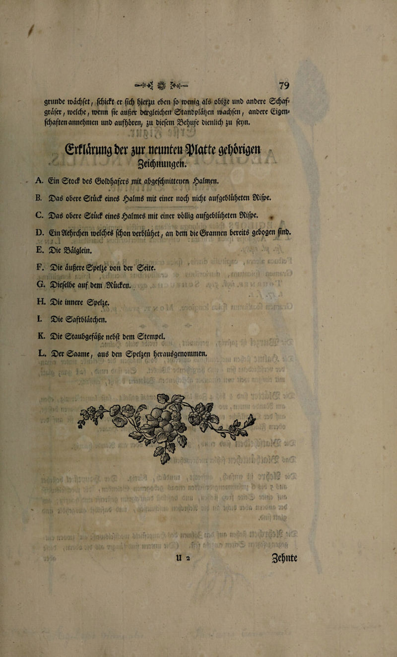 u e 19 grunde waͤchſet, ſchickt er ſich hierzu eben ſo wenig als obig und andere Schaf⸗ graͤſer, welche, wenn fie außer dergleichen Standplägen wachſen, andere Eigen: 25 Etklänung der zur 155 50 Patte gehöngen 0 Zeichnungen. 8 Das obere Stuͤck eines Helme mit einer noch nicht aufgebluͤheten Riſpe. Die Saftblätchen. * 3 aus den Spegen hernusgenonnen U 2 Zehnte