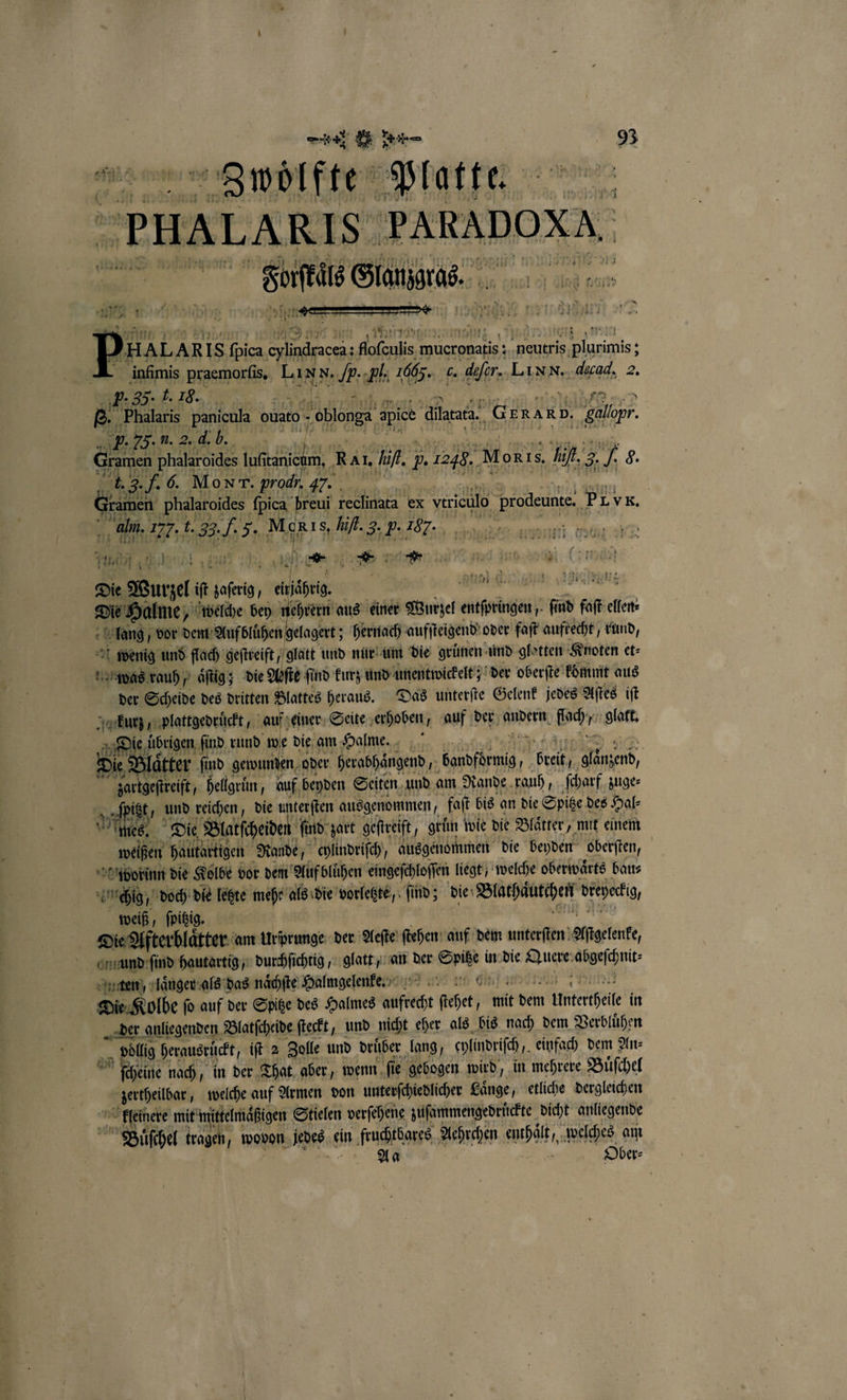 3 woͤlfte Platte. PHALARIS FARADOXA u Stanaras. e Main Ai »HALARIS fpica e :ofeulis mucronatis: N neutris is plurimis: : * infimis praemorſis. LIN N. . . 1665. . der. LI NN., dead, 2. F. 55. T. 10. en 8.“ Phalaris panicula ouato - - oblonga apice datt. Gerann, Salo. p. . u. 2. d. b. 1 phalaroides luſi er Ran, uf. 5. 1248. „Morıs, h iR. 3 7 8. . 5 72 6. Mo Nr. prodı 4%. Kanten Phalaroides fpica | reui reclinata ex verieulo prodeunke.. PLvk. 5 ‚ alm. 177. 5 5 We hif. 3. 5. 167. | | 1 * . „ ; 1 ui ewas Die Wurzel . lagert ei Kap raid ee e welche bey nehrern aus einer Wurzel erste bad faſ el ellen⸗ . lang / vor dem Aufblühen gelagert; hernach aufſteigend oder faſt aufrecht, rund, wenig und flach geſtreift „glatt und nur um die gruͤnen und glotten Knoten et⸗ Mr was rauh / aͤſtig; die Abſte ſind kurz und unentwickelt; der oberſte kommt aus der Scheide des dritten Blattes heraus. Das unterſte Gelenk jedes Aſtes iſt kurz, plattgedruͤckt, auf einer Seite erhoben, auf der Andern och / glatt. e übrigen ſind rund we die am Halme. Be Blätter ſind gewunden oder herabhaͤngend, bendſdeng, breit 15 u, Ber \ hellgruͤn, auf beyden Seiten und am Rande rauh, ſcharf zuge⸗ 5 eſpitzt, und reichen, die u Ten ausgenommen, fat bis an die Spitze des Hal⸗ . mes. Die, Blatſcheide ſind zart geſtreift, grün wie die Blätter, mit einem weißen hautartigen Rande, chlindriſch 5 ausgenommen die beyden oberſten, worinn die Kolbe vor dem Auf bluͤhen eingeſchloſſen liegt / welche oberwaͤrts bau⸗ chig, „doch die letzte mehr als die vorletzte, ſind; die Blathäluchenf dreheckg, weiß, ſpitzig. Die Afterblaͤtter am Urprunge der Aeſte ſtehen auf dem unterſten Aſtgelenke, onnund ſind hautartig, durchſichtig, glatt, an der . in die Quere ncht ten, laͤnger als das naͤchſte Halmgelenke. ; Die Kolbe ſo auf der Spitze des Halmes c eher mit dem Untertheile in der anliegenden Blatſcheide ſteckt, und nicht eher als bis nach dem Verbluͤhen „ völlig herausruͤckt, iſt 2 Zolle und druͤber lang, cylindriſch, einfach dem An⸗ ſcheine nach, in der That aber, wenn ſie gebogen wird, in mehrere Buͤſchel zertheilbar, welche auf Armen von unterſchiedlicher Laͤnge, etliche dergleichen kleinere mit mittelmaͤßigen Stielen verſehene zuſammengedruͤckte dicht anliegende Büschel tragen, wovon Jedes ein mie en Aehrchen fang, welches am Ober⸗ Tim Ha |