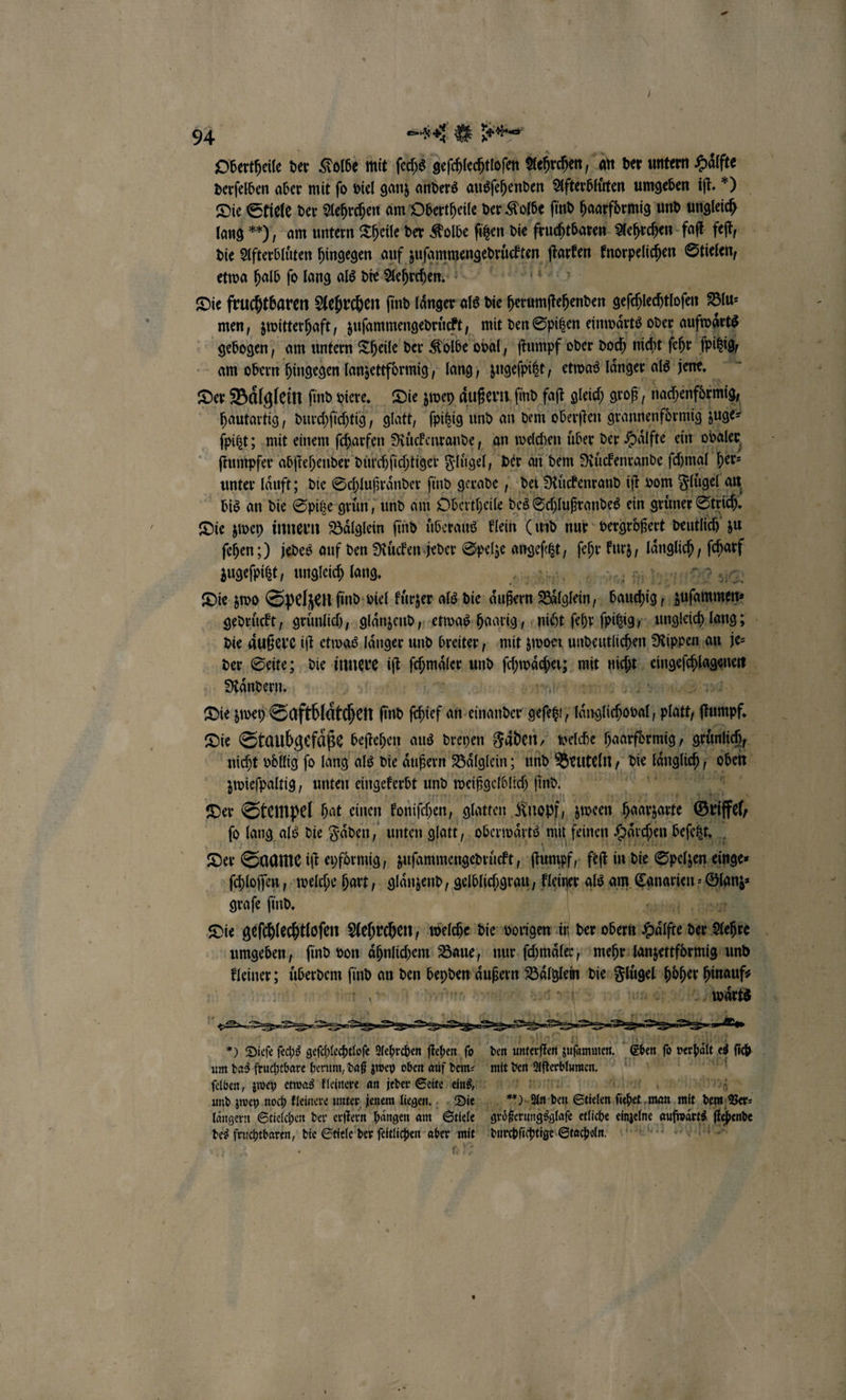 Obertheile der Kolbe mit ſechs geſchlechtloſen Aehrchen, an der untern Hälfte derſelben aber mit fo viel ganz anders ausſehenden Afterbluͤten umgeben iſt.. Die Stiele der Aehrchen am Obertheile der Kolbe find haarfoͤrmig und ungleich lang ), am untern Theile der Kolbe figen die fruchtbaren Aehrchen faſt feſt, die Afterbluͤten hingegen auf zuſammengedruͤckten Nr knorpelichen Stielen, etwa halb fo lang als die Aehrchen. Die fruchtbaren Aehrchen ſind laͤnger als die herumſtehenden geſchlechtloſen Blu⸗ men, zwitterhaft, zuſammengedruͤckt, mit den Spitzen einwaͤrts oder auſwaͤrts gebogen, am untern Theile der Kolbe oval, ſtumpf oder doch nicht ſehr ſpizig am obern hingegen lanzettformig, lang, zugeſpitzt, etwas länger als jene. rn Der Baͤlglein find viere. Die zwey aͤußern find faſt gleich groß, nachenfdrmig, hautartig, durchſichtig, glatt, ſpitzig und an dem oberſten grannenformig zuge⸗ ſpitzt; mit einem ſcharfen Ruͤckenrande, an welchen über der Hälfte ein ovaler ſtumpfer abſtehender duͤrchſichtiger Fluͤgel, der an dem Ruͤckenrande ſchmal her⸗ unter laͤuft; die Schlußraͤnder ſind gerade, dei Ruͤckenrand iſt vom Fluͤgel an bis an die Spitze grün, und am Obertheile des Schlußrandes ein gruͤner Strich. a Die zwey innern Baͤlglein ſind uͤberaus klein (md nur vergrößert deutlich zu ſehen;) jedes auf den Ruͤcken jeder Spelze aageſtzt ſehr z. e ſcharf zugeſpitzt, ungleich lang. 521109 3105 Die zwo Spelzen ſind viel kuͤrzer als die 1 Bälgfein 71 A1 05 Bi zuſammen⸗ gedrückt, gruͤnlich, glaͤnzend, etwas haarig, niht ſehr ſpitzig „ ungleich lang; die aͤußere iſt etwas laͤnger und breiter, mit zwoer undeutlichen Rippen an je⸗ der Seite; die innere iſt ſchmaler und kater mit Wa Se Rändern, * Die zwey Saftblätehen find ſchief an emalder gefegt; ee 82 mae | Die Staubgefaͤße beſtehen aus dreyen Fäden, welche haarfdrmig, grünlich, nicht vollig fo lang als die aͤußern Baͤlglein; und Beuteln, die länglich, N oben zwieſpaltig, unten eingekerbt und weißgelblich find, IT Run“ Der Stempel hat einen koniſchen, glatten Knopf, zween hoanzorte Safe fo lang als die Faden, unten glatt, oberwaͤrts mit feinen Haͤrchen beſetzt. Der Saame iſt eyfoͤrmig, zuſammengedruͤckt, ſtumpf, feſt in die Spelzen einge J ſchloſſen, welche hart, glaͤnzend, gelblichgrau, 5 als am Fangen Glanz⸗ graſe ſind. „ de Die geſchlechtloſen Aehrchen, welche die vorigen er der obern Hält der irrt f umgeben, find von aͤhnlichem Baue, nur ſchmaͤler, mehr lanzettformig und ae überdem 1 2 an 10 5 7 we ac die er 75 hinauf⸗ | wir waͤrts — Dieſe ſechs 0 Aehrchen fen ı den Ae e gun Eben fo verhält ed ſich um das fruchtbare herum, daß zwey oben auf dem⸗ mit den e ur 5 ſelben, zwey etwas kleinere an jeder Seite ein D und zwey noch kleinere unter jenem liegen. Die m). An den Stielen fi Fa man Par * laͤngern Stielchen der erſtern haͤngen am Steele groößerungsglaſe etliche einzelne sufwärtß, f hende des fruchtbaren, die Stiele der feitlichen aber mit durchſichtige Stachel.