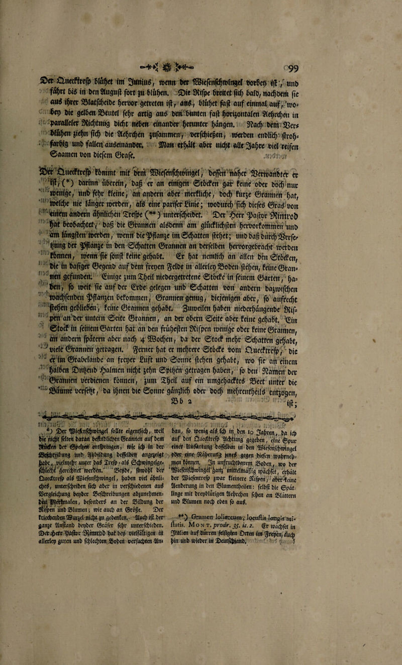 Der Quercktreſp bluͤher im Junius, wenn der Wieſenſchwingel vorbey iſt, und fahrt bis in den Auguſt fort zu bluͤhen. Die Riſpe breitet ſich bald, nachdem ſie aus ihrer Blatſcheide hervor getreten iſt aus, bluͤhet faſt auf einmal auf, wo⸗ bey die gelben Beutel ſehr artig aus den bunten faſt horizontalen Aehrchen in paralleler Richtung dicht neben einander herunter hängen, Nach dem; Ver⸗ Dluͤhen ziehn ſich die Aehrchen zuſammen / verſchießen; werden endlich ſtroh⸗ farbig und fallen auseinander. Man erhaͤlt aber nicht alle Jahre viel reifen “a Se Se Quecktreſp cktreſp kommt mit den! Wieſenſchtbingel, deſſen naher Verwandter er CH) darinn überein, daß er an einigen Stöcken gat keine oder doch nur 779-4 — 37541 eee woch ſenden Pflanzen bekommen, Grannen genug, diejenigen aber, fo aufrecht nen, an der obern Seite aber keine gehabt. Ein N * 1 ck in ſeinem Garten hat an den fruͤheſten Riſpen wenige oder Feine Grannen, e Buͤume verſetzt, da ihnen die Sonne gänzlich oder doch | | Bb 2 mehrentheils entzogen, ee iſt; 1 er 15 0 i = + th &amp; re — ein ale eee een ) Der Wieſenſchwingel ſollte eigentlich, well Sn na hi en auf dem Ruͤcken der Spelzen entſpringen, wie ich in der Beſchteibung und Abbildung deſſelben angezeigt abe, vi me unter das Treſp⸗ als Schwingelge⸗ 1418 re net werden. Beyde, ſowoͤhl der 115% e neee ene eee 1 bau, ſo wenig als ſch in den 10 Jahren, da ich auf den Quecktreſp Achtung gegeben, eine Spur einer Ansartung deſſelben in den Wieſenſchwingel boder eine; Raͤherung jenes gegen dieſen wahrneh⸗ men de In unfruchtbarem Boden, wo der Wieſellſchwingel ganz mittelmäßig waͤchſet, halt Quecktreſp als Wieſenſchwingel, haben viel aͤhnli⸗ ches, unterſcheiden ſich aber in verſchiedenen aus Vergleichung beyder Beſchrelbungen abzunehmen⸗ den alen, beſonders an der Bildung der iſpen und Blumen; wie auch an Groͤße. Der Der Herr Paſtor Rimrbd hat bey vielfaͤltigen in allerley guten und ſchlechten Boden verſuchten Anz der Wieſentreſp zwar kleinere Riſpen aber keine Aenderung in den Blumentheilen: ſelbſt die Spät: Unge mit dreybluͤtigen Aehrchen ſehen an Blattern und Blumen noch eben ſo aus. en a Frehen / auch hin und wieder in Deutſchiand.