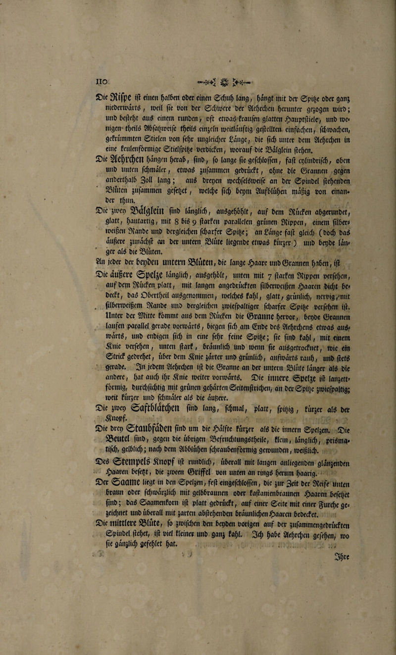 IIO mr 2 5 * 2 — Die Riſpe iſt einen halben oder einen Schuh lang, hängt mit der Spitze oder ganz niederwaͤrts, weil fie von der Schwere der Aehrchen herunter gezogen wird; nigen theils Abſatzweiſe theils einzeln weitlaͤuftig geſtellten einfachen, ſchwachen, gekruͤmmten Stielen von ſehr ungleicher Länge, die ſich unter dem Aehrchen in eine keulenfoͤrmige Stielſpitze verdicken, worauf die Baͤlglein ſtehen. Die Aehrchen haͤngen herab, ſind, ſo lange ſie geſchloſſen, faſt cylindriſch, oben und unten ſchmaͤler, etwas zuſammen gedruͤckt, ohne die Grannen gegen Bluͤten zuſammen geſetzet, welche ſich beym Aufblühen maͤßig von einan⸗ der thun. Die zwey Baͤlglein ſind länoich, ausgehoͤhlt, auf dem Ruͤcken abgerundet, weißen Rande und dergleichen ſcharfer Spitze; an Laͤnge faſt gleich (doch das aͤußere zunaͤchſt an der untern Bluͤte liegende groß kürzer und bepde Län ger als die Blüten, An jeder der beyden untern Bluͤten, die lange Haare und Grannen haben, iſt Die Äußere Spelze laͤnglich, ausgehoͤlt, unten mit 7 ſtarken Rippen Sa, 7 auf dem Ruͤcken platt, mit langen angedruͤckten ſilberweißen Haaren dicht ber deckt, das Obertheil ausgenommen welches kahl, glatt, gruͤnlich, nervig / mit ſilberweißem Rande und dergleichen zwieſpaltiger ſcharfer Spitze verſehen iſt. Unter der Mitte koͤmmt aus dem Ruͤcken die Granne hervor, beyde Grannen laufen parallel gerade vorwaͤrts, biegen ſich am Ende des Aehrchens etwas aus⸗ waͤrts, und endigen ſich in eine ſehr feine Spitze; ſie ſind kahl, mit einem Strick gedrehet, uͤber dem Knie zaͤrter und gruͤnlich, aufwaͤrts rauh, und ſtets gerade. In jedem Aehrchen iſt die Granne an der untern Bluͤte laͤnger als die andere, hat auch ihr Knie weiter vorwärts. Die innere Spelze ik lanzett⸗ foͤrmig, durchſichtig mit gruͤnen gehaͤrten Seitenſtrichen, an der Spitze zwieſpaltig; weit kuͤrzer und ſchmaͤler als die aͤußere. Knopf. | Die drey Staubfaͤden ſind um die Hoͤſte aer als die innern Spchen. er tiſch, gelblich; nach dem Abbluͤhen ſchraubenfoͤrmig gewunden, weißlich. Des Stempels Knopf iſt rundlich, uͤberall mit langen anliegenden bio Haaren beſetzt, die zween Griffel von unten an rings herum haarig. Der Saame liegt in den Spelzen, feft eingeſchloſſen, die zur Zeit der Reife unten braun oder ſchwaͤrzlich mit gelbbraunen oder Navin Same Haaren beſetzet zeichnet und uͤberall mit zarten abſtehenden braͤunlichen Haaren bedecket. Die mittlere Bluͤte, ſo zwiſchen den beyden vorigen auf der zuſammengedruͤckten Spindel ſtehet, iſt viel kleiner und EN 5 wi habe Aehrchen geſehen, wo Kl sn gefehlet hat. {4 SED ec 4 | Ihre —ů