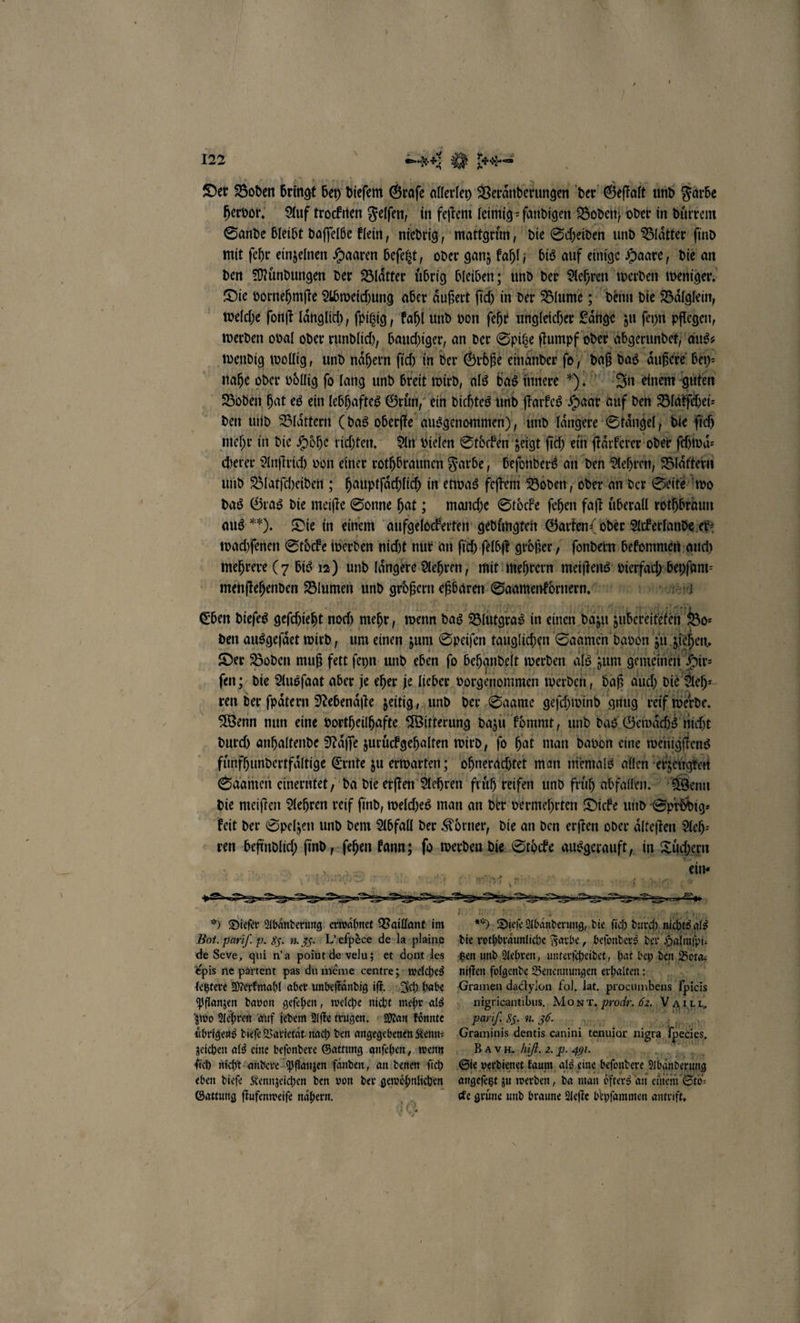 Der Boden bringt bey dieſem Graſe allerley Veranderungen der Geſtalt und Farbe hervor. Auf trocknen Felſen, in feſtem leimig⸗ fandigen Hodeit; oder in duͤrrem Sande bleibt daſſelbe klein, niedrig, mattgruͤn, die Scheiden und Blaͤtter ſind mit ſehr einzelnen Haaren beſezt oder ganz kahl; bis auf einige Haare, die an den Muͤndungen der Blaͤtter uͤbrig bleiben; und der Aehren werden weniger. Die vornehmſte Abweichung aber aͤußert ſich in der Blume; denn die Baͤlglein, welche ſonſt laͤnglich, ſpitzig, kahl und von ſehr ungleicher Länge zu ſeyn pflegen, werden oval oder rundlich, bauchiger, an der Spitze ſtumpf oder abgerundet, aus⸗ wendig wollig, und naͤhern ſich in der Groͤße einander fo, daß das aͤußere bey⸗ nahe oder völlig fo lang und breit wird, als das i innere MR In einem guten Boden hat es ein lebhaftes Grün, ein dichtes und ſtarkes Haar auf den Blalſchei⸗ den und Blaͤttern (das oberſte ausgenommen), und längere Stängel; die ſich mehr in die Hoͤhe richten. An vielen Stöcken ; zeigt ſich ein ſtaͤrkerer oder ſchwaͤ⸗ cherer Anſtrich von einer rothbraunen Farbe, beſonders an den Aehren, Blättern und Blatſcheiden; hauptſaͤchlich in etwas feſtem Boden, oder an der Seite wo das Gras die meiſte Sonne hat; manche Stöcke ſehen faſt uberall rothbrüun aus ). Die in einem aufgelockerten gedüngten Garten‘ oder Ackerlande er⸗ wachſenen Stöcke werden nicht nur an ſich ſelbſt großer, ſondern bekommen guch mehrere (7 bis 12) und laͤngere Aehren, mit mehrern nee eich menftehenden Blumen und größern eßbaren Saamenkörnern. 5 l Eben dieſes geſchieht noch mehr, wenn das Blutgras in einen dazu ae den ausgeſaͤet wird, um einen zum Speiſen tauglichen Saamen davon zu die en. Der Boden muß fett ſeyn und eben ſo behandelt werden einen Hi als zum gemeinen ſen; die Ausfant aber je eher je lieber vorgenommen werden, aß auch die Aeh⸗ ren der fpätern Nebenaͤſte zeitig, und der Saame geſchwind guug reif werde. Wenn nun eine vortheilhafte Witterung dazu kömmt, und das Gewächs nicht durch anhaltende Naͤſſe zurückgehalten wird, fo hat man davon eine wenns fuͤnfhundertfaͤltige Ernte zu erwarten; ohnerachtet man niemals allen erzeugen Saamen einerntet, da die erſten Aehren fruͤh reifen und fruͤh abfallen. Wenn die meiſten Aehren reif ſind, welches man an der vermehrten Dicke und Spfddig⸗ keit der Spelzen und dem Abfall der Koͤrner, die an den erſten oder älteften Aeh⸗ ren befindlich find, ER kann; ſo werden die Stöcke ausgerauft, in Tuͤchern ein⸗ ) Dieſer Abänderung erwaͤhnet Vaillant im ur Bot. pariſ. p. H. n. 35. L'eſpèce de la plaine de Seve, qui n’a point de velu; et dont les €pis ne partent pas du inème centre; welches letztere Merkmahl aber unbeſtaͤndig iſt. Ich habe zwo Aehren auf jedem Aſte trugen. Man koͤnnte übrigens dieſe Varietaͤt nach den angegebenen Kenn: ſich nicht andere Pflanzen fanden, an denen ſich eben dieſe Kennzeichen den von der gewoͤhnlichen Gattung ſtufenweiſe naͤhern. N pen eofgende Benennungen KA un Gramen dactylon fol, lat. Ne 1 e nigricantibus. Mo xx. prodr, 62. Vi ALLL, Pariſ. 85. u. 30. BAR. Hiſt. 2. P. 401. angeſetzt zu werden, da man oͤfters an einem Sto⸗ cke gruͤne und braune Aeſte beyſammen antrift.