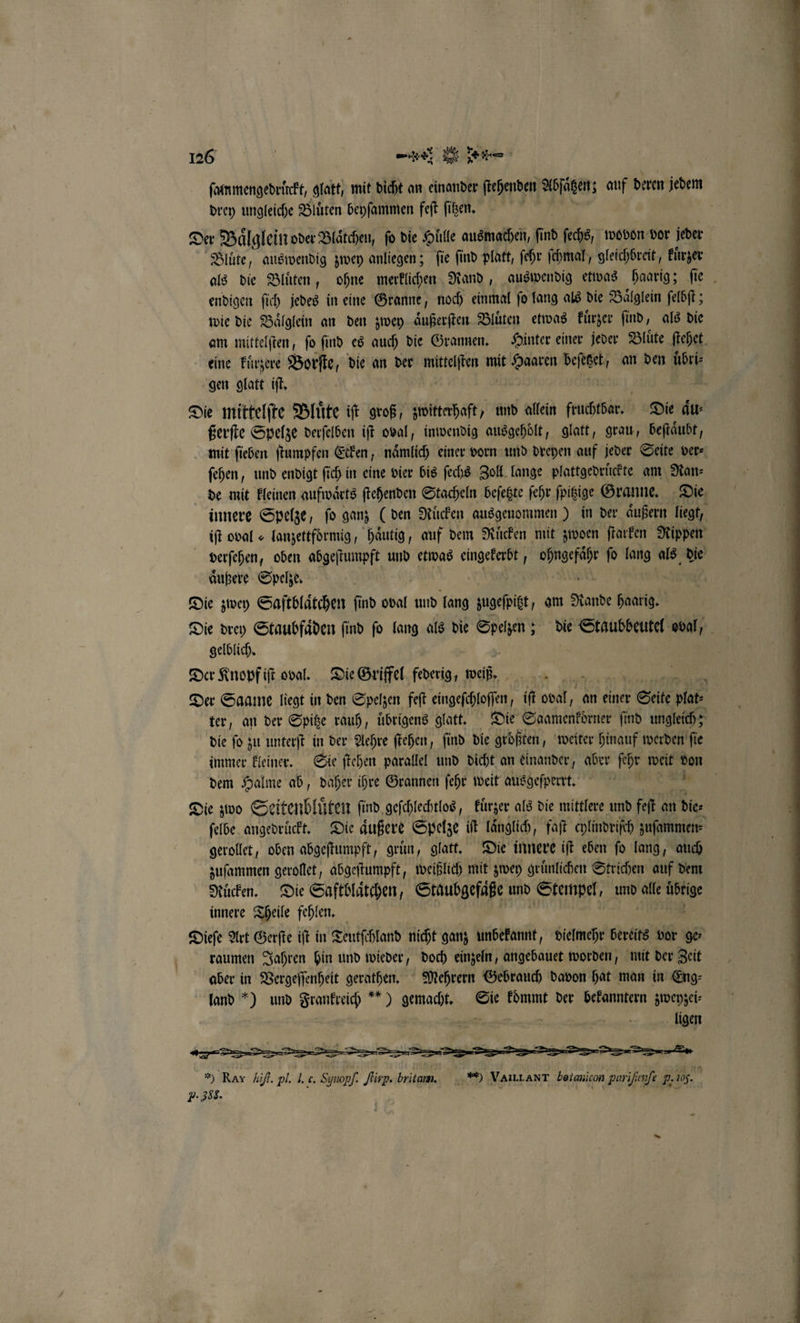drey ungleiche Bluͤten beyſammen feſt ſitzen. Der Baͤlglein oder Blätchen, fo die Hülle ausmachen, find ſechs, wobon vor jeder Bluͤte, auswendig zwey anliegen; ſie ſind platt, ſehr ſchmal, gleichbreit, kuͤrzer endigen ſich jedes in eine Granne, noch einmal ſo lang als die Baͤlglein ſelbſt; wie die Baͤlglein an den zwey aͤußerſten Bluͤten etwas kuͤrzer ſind, als die eine kuͤrzere Borſte, die an der mittelſten mit Haaren beſezet, an den uͤbri⸗ gen glatt iſt. Die mittelſte Bluͤte iſt groß, zwitterhaft, und allein fruchtbar. Die Air ßerſte Spelze derſelben iſt oval, inwendig ausgehölt, glatt, grau, beſtaͤubt, mit ſieben ſtumpfen Ecken, naͤmlich einer vorn und dreyen auf jeder Seite ver⸗ ſehen, und endigt ſich in eine vier bis ſechs Zoll lange plattgedruͤckte am Ran⸗ iſt oval « lanzettfoͤrmig, haͤutig, auf dem Ruͤcken mit zwoen ſtarken Rippen verſehen, oben abgeſtumpft und etwas N li fo lang als die aͤußere Spelze. * Die zwey Saftblaͤtchen find oval und lang zugeht, am Rande haarig. gelblich. Der Knopf iſt oval. Die Griffel federig, weiß. die ſo zu unterſt in der Aehre ſtehen, ſind die größten, weiter hinauf werden ſie immer kleiner. Sie ſtehen parallel und dicht an einander, aber ſehr weit Hgg dem Halme ab, daher ihre Grannen ſehr weit ausgeſperrt. h Die zwo Seitenbluͤten ſind geſchlechtlos, kuͤrzer als die mittlere und feſt an 1 die. ſelbe angedruͤckt. Die äußere Spelze it laͤnglich „faſt chlindriſch zuſammen⸗ gerollet, oben abgeſtumpft, gruͤn, glatt. Die innere iſt eben ſo lang, auch zuſammen gerollet, abgeſtumpft, weißlich mit zwey gruͤnlichen Strichen auf dem Ruͤcken. Die Saftblaͤtchen, Staubgefaͤße und Stempel, und alle übrige innere Theile fehlen. 5 | hr raumen Jahren hin und wieder, doch einzeln, angebauet worden, mit der Zeit aber in Vergeſſenheit gerathen. Mehrern Gebrauch davon hat man in Eng⸗ land *) und Frankreich“) gemacht. Sie koͤmmt der bekanntern zweyzei⸗ * ligen *) Rar Aifl. Pl. l. c. Synopf. fürp. britam. ..**) VAILLANT botanicon parifenfe p.105. P. 388. N RUN