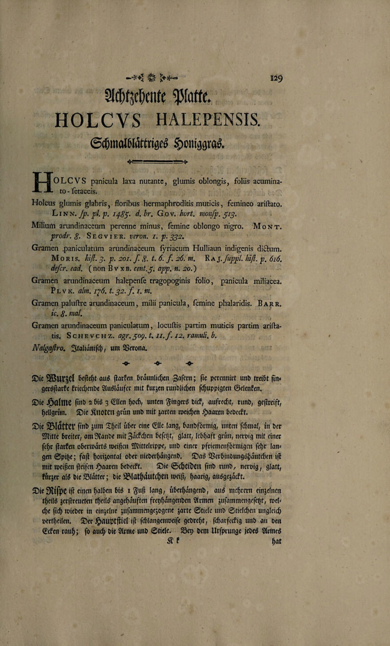 Achtzehente Platte. H OLCVS HALEPENSIS. Sömalslättriges Hmniggras, . Ho LCVS Pause 5 nutante, edu oblongis, foliis acumina- to - fetaceis. Holcus glumis glabris, foribüs ee muticis, femineo are, Lınn. /p. pl. p. 1485. d. br. Go v. Hort. mon/p. 513. Miltum arundinaceum perenne minus, femine oblongo nigro. Mo Nr. prodr. 8. SEGVIER. veron. 1. P. 332. | Gramen paniculatum arundinaceum fyriacum Hulliaun indigenis dictum. Mols. hifl. 3. p. 20 T. J. 8. k. G. F 20. m. RA J. /uppl. hifl. P- — defer. ead. (non B x B. cent. F. app. u. 20.) Gramen arundinaceum halepenſe tragopoginis folio, panicula miliacea. PI VR. alm. 270. l. 32. J. I. . Gramen paluſtre arundinaceum, milii panicula, femine rr. BaRR, ic. G. mal. 5 Gramen in ee ee 7 partim muticis e arifta- tis. SCHEVCHZ. agr. 509.1. II. f. 12. ramuli, b. Nalgaftro. Italiaͤniſch, um Verona. 98 8 g „ * Die Wurzel beſteht aus ſtarken braͤunlichen Zaſern; ſie perennirt und treibt fin⸗ gersſtarke kriechende Auslaͤufer mit kurzen rundlichen ſchuppigten Gelenken. Die Halme ſind 2 bis 3 Ellen hoch, unten Fingers dick, aufrecht, rund, geſtreift, hellgruͤn. Die Knoten grün und mit zarten weichen Haaren bedeckt. Die Blaͤtter ſind zum Theil uber eine Elle lang, bandfoͤrmig, unten ſchmal, in der Mitte breiter, am Rande mit Zaͤckchen beſetzt, glatt, lebhaft gruͤn, nervig mit einer ſehr ſtarken oberwaͤrts weißen Mittelrippe, und einer pfriemenfoͤrmigen ſehr lan⸗ gen Spitze; faſt horizontal oder niederhaͤngend. Das Verbindungshaͤutchen iſt mit weißen ſteifen Haaren bedeckt. Die Scheiden ſind rund, nervig, glatt, kuͤrzer als die Blaͤtter; die Blathaͤutchen weiß, haarig, ausgezaͤckt. Die Riſpe iſt einen halben bis 1 Fuß lang, uͤberhaͤngend f aus mehrern einzelnen theils zerſtreueten theils angehaͤuften freyhaͤngenden Armen zuſammengeſetzt, tel: che ſich wieder in einzelne zuſammengezogene zarte Stiele und Stielchen ungleich vertheilen. Der Hauptſtiel iſt ſchlangenweiſe gedreht, ſcharfeckig und an den Ecken rauh; ſo auch die Arme und Stiele. Bey dem Urſprunge jedes Armes Kk hat