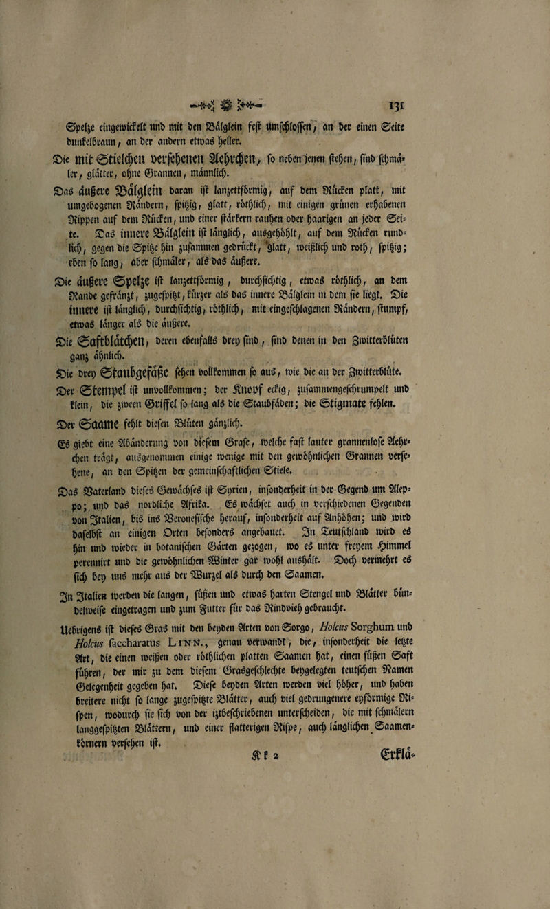 Spelze eingewickelt und mit den Baͤlglein feſt fe an der einen Seite dunkelbraun, an der andern etwas heller. Die mit Stielchen verſehenen Aehrchen, fo neben jenen ſtehen, find ſchmaͤr ler, glaͤtter, ohne Grannen, männlich. Das äußere Baͤlglein daran iſt lanzettformig, auf dem Rücken platt, mit umgebogenen Raͤndern, ſpitzig, glatt, roͤthlich, mit einigen gruͤnen erhabenen Rippen auf dem Rücken, und einer ſtaͤrkern rauhen oder haarigen an jeder Sei⸗ te. Das innere Baͤlglein it laͤnglich, ausgehoͤhlt, auf dem Ruͤcken rund: lich „gegen die Spitze hin zuſammen gedruͤckt, glatt, weißlich und roth, ſpitzig; eben ſo lang, aber ſchmaͤler, als das aͤußere. Die aͤußere Spelze it lanzettfoͤrmig, durchſichtig, etwas röthlich, an dem Rande gefraͤnzt, zugeſpitzt, kuͤrzer als das innere Baͤlglein in dem fie liegt. Die innere iſt laͤnglich, durchſichtig, roͤthlich, mit eingeſchlagenen Raͤndern, ſtumpf, etwas laͤnger als die aͤußere. Die Saftblaͤtchen deren ebenfalls drey ſind, find denen in den Zwitterbluͤten ganz aͤhnlich. Die drey Staubgefaͤße ſchen vollkommen ſo aus, wie die au der Zwitterblüte. Der Stempel iſt unvollkommen; der Knopf eckig, zuſammengeſchrumpelt und klein, die zween Griffel ſo lang als die Staubfaͤden; die Stigmate Kae Der Saame fehlt diefen Blüten gänzlich. | Es giebt eine Abaͤnderung von dieſem Graſe, welche faſt lauter grannenloſe Aehr⸗ chen traͤgt, ausgenommen einige wenige mit den gewoͤhnlichen Grannen verſe⸗ hene, an den Spitzen der gemeinſchaftlichen Stiele. 5 Das Vaterland dieſes Gewaͤchſes iſt Syrien, inſonderheit in der ee um Alep⸗ po; und das nordliche Afrika. Es waͤchſet auch in verſchiedenen Gegenden von Italien, bis ins Veroneſiſche herauf, inſonderheit auf Anhoͤhen; und wird f daſelbſt an einigen Orten beſonders angebauet. In Teutſchland wird es hin und wieder in botaniſchen Gaͤrten gezogen, wo es unter freyem Himmel perennirt und die gewohnlichen Winter gar wohl aushaͤlt. Doch vermehrt es ſich bey uns mehr aus der Wurzel als durch den Saamen. In Italien werden die langen, ſuͤßen und etwas harten Stengel und Blaͤtter buͤn⸗ delweiſe eingetragen und zum Futter fuͤr das Rindvieh gebraucht. . iſt dieſes Gras mit den beyden Arten von Sorgo, Holcus Sorghum und Holcus ſaccharatus LINN., genau verwandt, die, inſonderheit die letzte Art, die einen weißen oder vothlichen platten Saamen hat, einen ſuͤßen Saft fuͤhren, der mir zu dem dieſem Grasgeſchlechte beygelegten teutſchen Namen Gelegenheit gegeben hat. Dieſe beyden Arten werden viel höher, und haben breitere nicht fo lange zugeſpitzte Blätter, auch viel gedrungenere eyfoͤrmige Ri⸗ ſpen, wodurch fie ſich von der iztbeſchriebenen unterſcheiden, die mit ſchmaͤlern langgeſpitzten Blaͤttern, und einer flatterigen Riſpe, auch laͤnglichen Saamen⸗ koͤrnern verſehen iſt. Ale Kk a2 Erklaͤ⸗