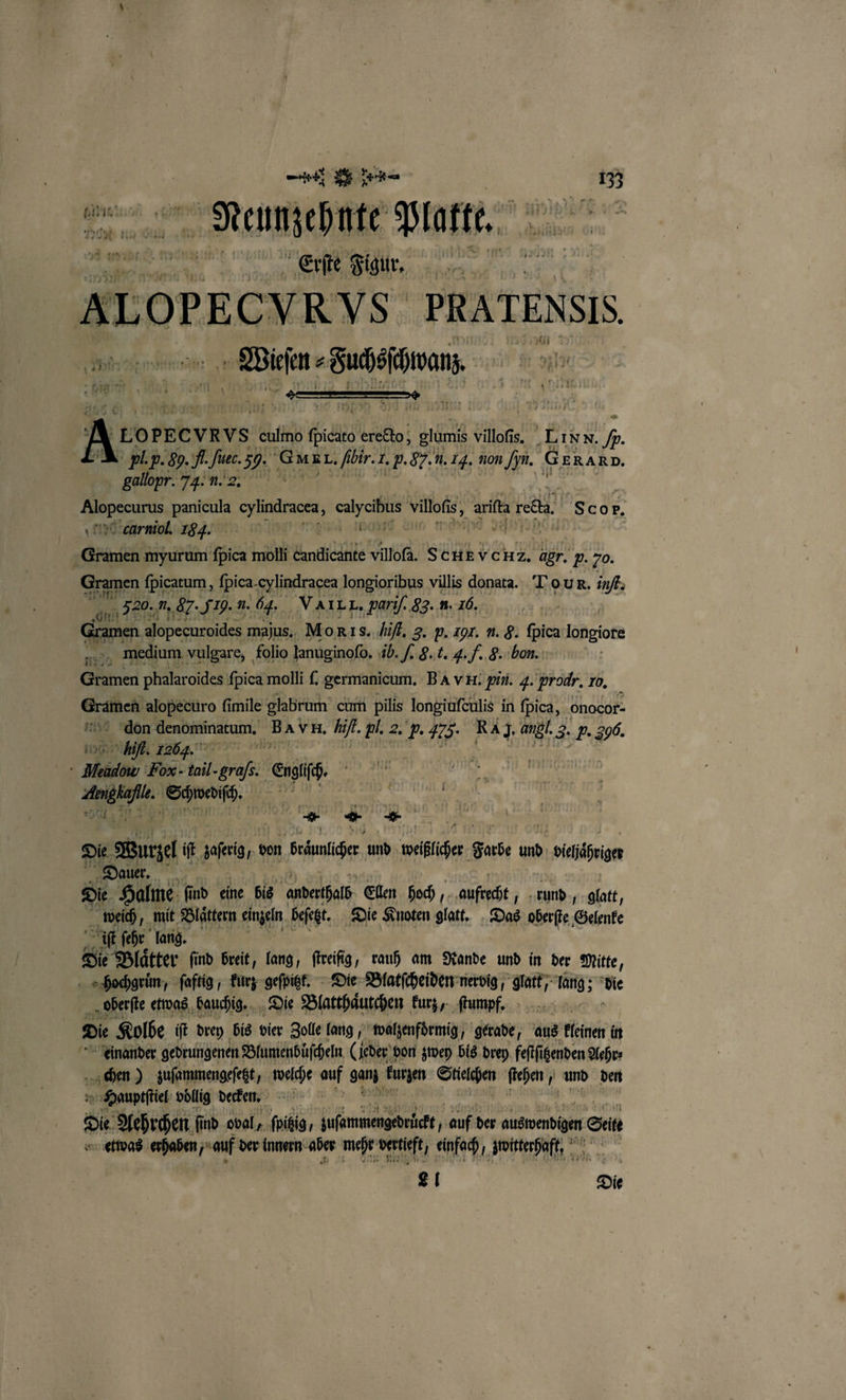 — Neunzehnte Platte. 255 i 1 6 Erſte Figur. * it a ALOPECVRYS PRATENSIS, Be een Ks g 10 PEC vn VS culmo a erecto, glumis villofis. LIN N. . A . p. 89. A. Sue. 39. Gukr. Abir. 1. p. 975 1. 1j. non Syn. GERARD. gallopr. 7g. n. 2. 2 kein indes, en villofs, 5, „art bete Sco r. cChrniol. 184. a e | rät myurum pes molli Eundidätite villofa. SCHEVCHZ. 487. P. 70. Gramen ſpicatum, fpica- ylindracea longioribus villis donata. ‘Tour. inf; Sin 320. n, 87.519. u. . VAILX. pariſ. 83... 16. Gramen alopecuroides majus. Morıs. it. 3. p. 101. n. 8. ſpica longiore medium vulgare, folio lanuginoſo. ih. J. H. t. 4. f. C. bon. Gramen phalaroides ſpica molli ſ. germanicum. BA vH. pin. 4. ‚prodr. 20, N alopecuro fimile glabrum cum pilis longiuſculis in ſpica, onocor- don denominatum. Ber Bin. El. 2. P. 475. RA J. ang. 3. H. 390. V. 12064 . f Bal Fo- 1 ah en i ee n 1 i * * hs Die Wurzel it jafei 1 von Bräune und welfliher Farbe und eiche Dauer. Die Halme fi ſind eine bis anderthalb Ellen hoch, aufrecht, FA glatt, * weich, mit Blaͤttern einen beſetz. Die Knoten glatt. Das oberſte Gelenke iſt ſehr lang. 28 Die Blaͤtter find breit, lang, ſtreifig, rauh am Rande und in der Mitte, hochgruͤn, ſaftig , kurz geſpitzt. Die Blatſcheiden nervig, he Ang; Ne oberſte etwas bauchig. Die Blatthaͤutchen kurz, ſtumpf. Die Kolbe iſt drey bis vier Zolle lang, walzenfoͤrmig, gerade aus kleinen in einander gedrungenen Blumenbüſcheln ( jeder von zwey bis drey feſtſitzenden Aehr⸗ chen) zuſammengeſetzt, welche auf ganz kuren Stielchen Ba und den Hauptſtiel völlig decken. RA de Aehrchen ſind oval, ſpibig, luſammengedrückt, auf der auen Sei etwas erhaben, auf der innern aber mehr vertieft ı einfach 1 zwitterhaft, L 1 Die