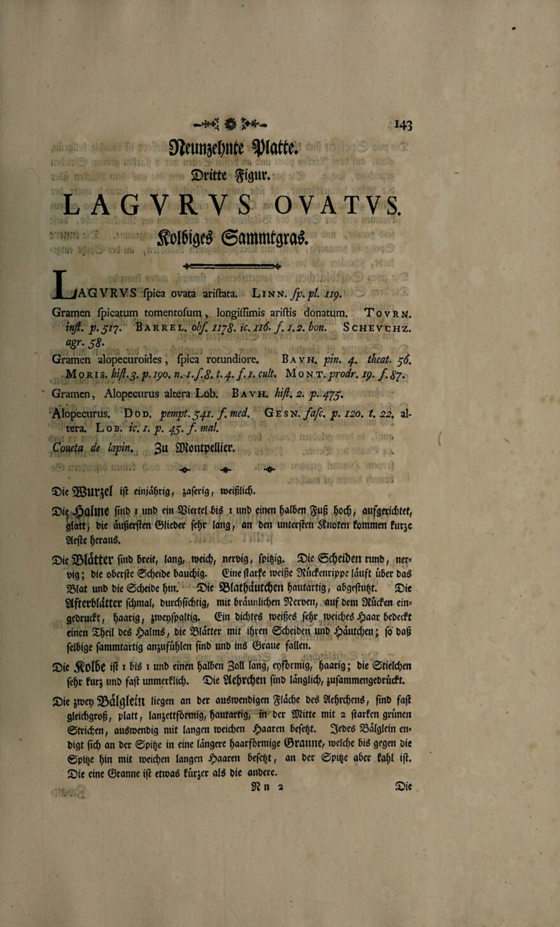 Neunzehnte Matte. Dritte Figur, LAGYRVS OVATVS e Kauliges Samntgrae, l sa 1 117 N j 3 Ipica ovata ai En b. pl 179. Granen ſpicatum tomentoſum, longiſſimis ariſtis donatum. To VRN. Int. p. 517. Banrer, 0% 178. ie 226. . 1.2. ben. Schrxvchz. 41. 58. _ SO Gramen lopechroides . 1 Ya rotundiore. Er pin. 4 theat. 56. e h/ N. oe. fr. ib. i. . aa Moda ann aps ° Gramen, Alopecurus altera Lob. BAH. bil, 2. p. A. Alepecurus. Dop. pempt. 341. F. mel. Ex sn. 45 E. 120. f. 22. al. tera. Log. 1b. 7. P. . Fe e it ee 04 Id eich et I 140 9 Ai de e Zu Montpellier. eee eee on en e e Die Wurzel iſt einjäßrig, zaſerig, weißlich. Ae e find 1 und ein Viertel bis 1 und einen halben Fuß hoch, aufgerichtet, die aͤußerſten Glieder A lang, an den W Knoten kommen kurze Aeſte heraus. Die Blätter find breit, lang, wah nervig, hist, Die Scheiden rund, ner⸗ vig; die oberſte Scheide N Eine ſtarke weiße Rüͤckenrippe läuft über das Blat und die Scheide hin. Die Blathaͤutchen hautartig, abgeſtutzt. Die Afterblaͤtter ſchmal, durchſichtig, mit braͤunlichen Nerven, auf dem Rücken ein⸗ Pr gedruckt » baarig, zweyſpaltig. Ein dichtes weißes ſehr weiches Haar bedeckt einen Theil des Halms, die Blaͤtter mit ihren Scheiden und Haͤutchen; ſo daß ſelbige ſammtartig anzufuͤhlen ſind und ins Graue fallen. 5 Die Kolbe iſt 1 bis 1 und einen halben Zoll lang, eyfdrmig, haarig; die Stielchen ſehr kurz und faſt unmerklich. Die Aehrchen ſind laͤnglich, zuſammengedruͤckt. Die zwey Baͤlglein liegen an der auswendigen Flaͤche des Aehrchens, ſind faſt gleichgroß, platt, lanzettfoͤrmig, hautartig, in der Mitte mit 2 ſtarken gruͤnen Strichen, auswendig mit langen weichen Haaren beſetzt. Jedes Baͤlglein en⸗ digt ſich an der Spitze in eine laͤngere haarfoͤrmige Granne, welche bis gegen die Spitze hin mit weichen langen Haaren beſetzt, an der Spitze aber kahl iſt. Die eine Granne iſt etwas kuͤrzer als die andere. 17 Nu 2 Die an