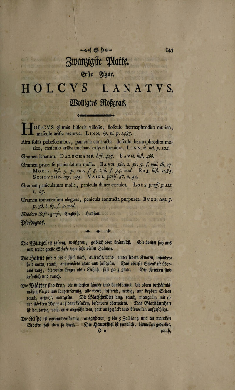 Zbpanzigſte Platte. Erſte Figur. HOLCYS LANAT VVS. Wine Pe! —- Ho: ei biloris villoßs, Rofeulo hermaphrodico mutico, mafculo ariſta recurva. LIN N. /p. pl. p. Lg. Aira foliis pubefcentibus,, panicula contracta: floſeulo hermaphrodito mu- tico, mafculo ariſta uncinata calyce breuiore. Linn. 1. bel. p. 122. Gramen lanatum. DALECHA Mf. hifl, 425. BA VH. Hiſt. 466. Gramen pratenſe paniculatum molle. BA VII. hin. 2. pr. 5. f. mal. th, 25. Morıs. hifl. 3. P. 202. J. F. 1.6. F. 34. med. RA J. hi, 1284. SCHEVCHZ. agr. 234. VAıLL, parif. G. u. 42. Gramen paniculatum molle, panicula dilute cærulea. Loes. pruj, b. It. k. 25. Gramen tomentofum elegans, FERN eontracta purpurea. B Y x B. cent, 5. EM V. 30. t. C. J. 2. med. Meadow Soft- graſs. Engliſch. Hudſon. kane * „ * Die Wurzel 0 zaſerig weißgrau, gelblich oder braͤunlich. Sie breitet ſich aus und treibt große Stoͤcke von fehr vielen Halmen. Die Halme fi ſind 2 bis 3 Fuß hoch, aufrecht, rund, unter jedem Knoten, inſonder⸗ heit unten, rauch, anderwaͤrts glatt und hellgruͤn. Das oberſte Gelenk iſt uͤber⸗ aus lang, bisweilen laͤnger als 1 Schuh, faſt ganz glatt. Die Knoten ſind gruͤnlich und rauch. Die Blätter find breit, die unterſten länger und e die obern verhaͤltnis⸗ mäßig kuͤrzer und lanzettfoͤrmig, alle weich, ſaftreich, nervig, auf beyden Seiten rauch, geſpitzt, mattgruͤn. Die Blatſcheiden lang, rauch, mattgruͤn, mit ei: ner ſtaͤrkern Rippe auf dem Ruͤcken, beſonders oberwaͤrts. Das Blathaͤutchen iſt hautartig, weiß, quer abgeſchnitten, zart ausgezaͤckt und bisweilen aufgeſchlitzt. Die Riſpe iſt pyramidenformig ausgeſperrt, 3 bis 5 Zoll lang und an manchen Stocken feſt eben ſo breit. Der er iſt rundlich, bisweilen gedrehet, O o rauch,