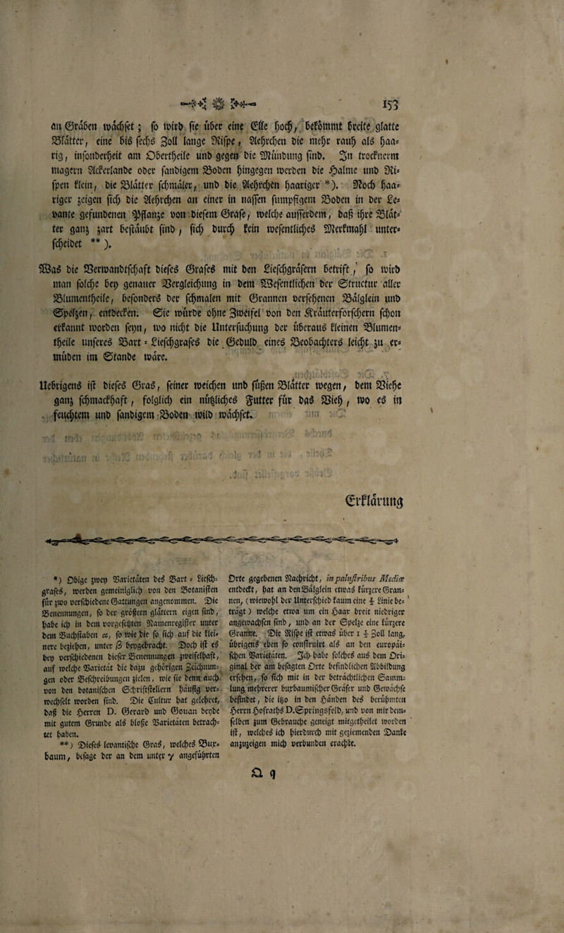 an Gräben waͤchſet; ſo wird ſie über eine Elle hoch, bekommt breite glatte Blaͤtter „eine bis ſechs Zoll lange Riſpe, Aehrchen die mehr rauh als haa— rig, inſonderheit am Obertheile und gegen die Muͤndung ſind. In trocknerm magern Ackerlande oder ſandigem Boden hingegen werden die Halme und Ri⸗ ſpen klein, die Blätter ſchmaͤler, und die Aehrchen haariger ). Noch haa⸗ riger zeigen ſich die Aehrchen an einer in naſſen ſumpfigem Boden in der Le: vante gefundenen Pflanze von dieſem Graſe, welche auſſerdem, daß ihre Blaͤt⸗ ter ganz zart beſtaͤubt ſind, ſich durch kein weſentliches Merkmahl unter⸗ ſcheidet ). Was die Verwandtſchaft dieſes Graſes mit den Lieſchgraͤſern betrift, fo wird man ſolche bey genauer Vergleichung in dem Weſentlichen der Structur aller Blumentheile, beſonders der ſchmalen mit Grannen verſehenen Baͤlglein und Spelzen, entdecken. Sie wuͤrde ohne Zweifel von den Kraͤuterforſchern ſchon erkannt worden ſeyn, wo nicht die Unterſuchung der überaus kleinen Blumen⸗ theile unſeres Bart⸗ Lieſchgraſes die 1 eines Beobachters leicht zu er⸗ muͤden im Stande waͤre. ganz ſchmackhaft, 1 Pr 1 1 192 BE s 71 907 17508 K 1 a... _ a... für zwo verſchiedene Gattungen angenommen. Die Benennungen, ſo der groͤßern glaͤttern eigen ſind, dem Buchſtaben ce, ſo wie die ſo ſich auf die klei⸗ nere beziehen, unter G beygebracht. wechſelt worden ſind. Die Cultur hat gelehret, mit gutem Grunde als bloße Varietaͤten betrach⸗ tet haben. z.) Dieſes levantiſche Gras, welches Bux⸗ baum, beſage der an dem unter y angeführten Erklaͤrung Orte gegebenen Nachricht, in paluſtribus Medire entdeckt, hat an den Baͤlglein etwas kuͤrzere Gran⸗ nen, (wiewohl der Unterſchied kaum eine £ Linie be⸗ trage) welche etwa um ein Haar breit niedriger angewachſen ſind, und an der Spelze eine kuͤrzere Granne. Die Riſpe iſt etwas über 1 + Zoll lang, uͤbrigens eben ſo conſtruirt als an 5 europaͤi⸗ ſchen Varietäten. Ich habe ſolches aus dem Ori⸗ ginal d der am beſagten Orte befindlichen Abbildung erſehen, ſo fich mit in der beträchtlichen Samm: lung mehrerer burbaumiſcher Graͤſer und Gewaͤchſe beſindet, die itzo in den Haͤnden des beruͤhmten Herrn Hofraths D. Springsfeld, und von mir dem⸗ ſelben zum Gebrauche geneigt mitgetheilet worden iſt, welches ich hierdurch mit geziemenden Danke anzuzeigen mich verbunden erachte. Q 9
