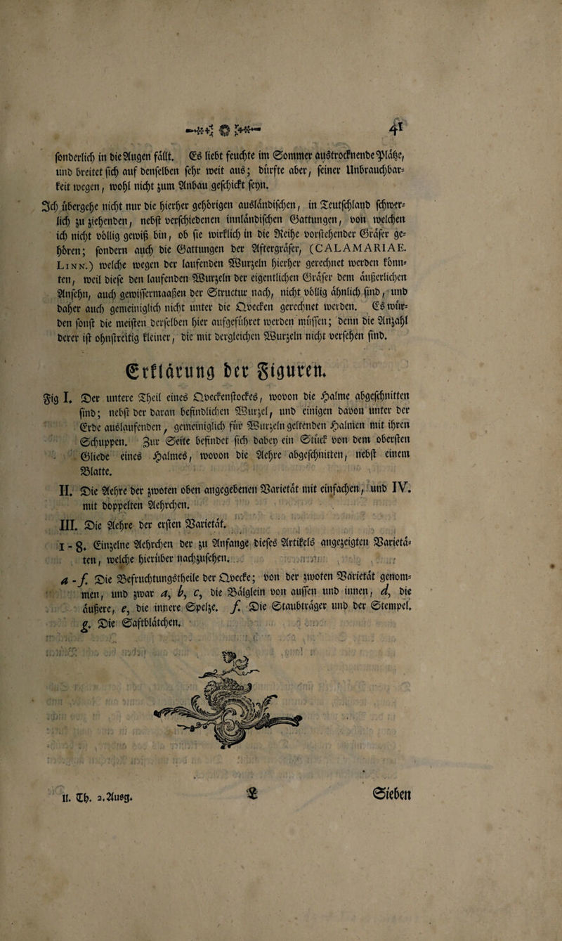 ſonderlich in die Augen faͤlt. Es liebt feuchte im Sommer austrocknende Platze, und breitet ſich auf denſelben ſehr weit aus; duͤrfte aber, feiner Unbrauchbar⸗ keit wegen, wohl nicht zum Anbau geſchickt ſehn. Ich uͤbergehe nicht nur die hierher gehörigen auslaͤndiſchen, in Teutſchland ſchwer— lich zu ziehenden, nebſt verſchiedenen innlaͤndiſchen Gattungen, von welchen ich nicht völlig gewiß bin, ob fie wirklich in die Reihe vorſtehender Graͤſer ge— hoͤren; ſondern auch die Gattungen der Aftergraͤſer, (CALAMARIAE. LINN.) welche wegen der laufenden Wurzeln hierher gerechnet werden koͤnn⸗ ten, weil dieſe den laufenden Wurzeln der eigentlichen Graͤſer dem aͤußerlichen Anſehn, auch gewiſſermaaßen der Structur nach, nicht vollig aͤhnlich ſind, und daher auch gemeiniglich nicht unter die Qvecken gerechnet werden. Es wuͤr⸗ den ſonſt die meiſten derſelben hier aufgeführet werden muͤſſen; denn die Anzahl derer a ohnſtreitig kleiner, die mit dergleichen Wurzeln nicht versehen 55 Erklärung der Figuren. Fig I. Der untere Theil eines Qveckenſtockes, wovon die Halme abgeſchnitten ſind; nebſt der daran befindlichen Wurzel, und einigen davon unter der Erde auslaufenden, gemeiniglich für Wurzeln geltenden Halmen mit ihren Schuppen. Zur Seite befindet ſich dabey ein Stuͤck von dem oberſten Gliede eines a wovon die . weh ' er einem Blatte. II. Die Aehre der zwoten oben angegebenen Banat mit e und IV. t doppelten Aehrchen. . Die Aehre der erſten Varietät. CL“ 8. Einzelne Aehrchen der zu Anfange diess Artikels angezeigten Varietaͤ⸗ ten, welche hierüber nachzuſehen. ey 4 -f. Die Befruchtungstheile der Qvecke; von der zwoten Varietät genom⸗ m: men, und zwar 4, b, c, die Bälglein von auſſen und innen, d, die aͤußere, e, die innere Speike, 4 Die Sai und der Stempel. 2. Die Saftblaͤcchen, 4 x hr en u. Th. 2. Ausg. L Sieben
