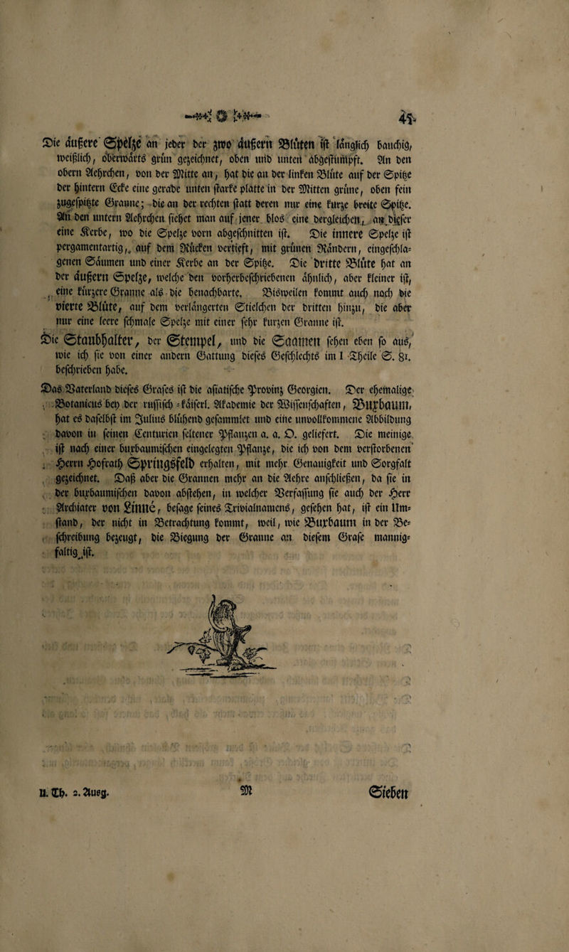 Die aͤußere Spelze an jeder der zwo äußern Bluͤten iſt laͤngich bauchig, weißlich, oberwaͤrts gruͤn gezeichnet, oben und unten abgeſtumpft. An den obern Aehrchen, von der Mitte an, hat die an der linken Bluͤte auf der Spitze der hintern Ecke eine gerade unten ſtarke platte in der Mitten gruͤne, oben fein zugeſpitzte Granne; die an der rechten ſtatt deren nur eine kurze breite Spitze. An den untern Aehrchen ſiehet man auf jener blos eine dergleichen, an dieſer eine Kerbe, wo die Spelze vorn abgeſchnitten iſt. Die innere Spelze iſt pergamentartig,, auf dem Ruͤcken vertieft, mit grünen Raͤndern, eingeſchla⸗ genen Saͤumen und einer Kerbe an der Spitze. Die dritte Bluͤte hat an der äußern Spelze, welche den vorherbeſchriebenen aͤhnlich, aber kleiner iſt, eine kuͤrzere Granne als die benachbarte. Bisweilen kommt auch noch die vierte Blüte, auf dem verlaͤngerten Stielchen der dritten hinzu, die aber nur eine leere ſchmale Spelze mit einer ſehr kurzen Granne iſt. | Die Staubhalter, der Stempel, und die Saamen fehen eben fo aus, wie ich ſie von einer andern Fine dieſes Geſchlechts im I Theile S. 8, beſchrieben habe. Das Vaterland dieſes Graſes iſt die aſiatiſche Provinz Georgien. Der ehemalige HBotanicus bey der ruſſiſch⸗kaͤiſerl. Akademie der Wiſſenſchaften, Buxbaum, hat es daſelbſt im Julius bluͤhend geſammlet und eine unvollkommene Abbildung davon in ſeinen Centurien ſeltener Pflanzen a. a. O. geliefert. Die meinige iſt nach einer burbaumiſchen eingelegten Pflanze, die ich von dem verſtorbenen Herrn Hofrath Springsfeld erhalten, mit mehr Genauigkeit und Sorgfalt 1 2 Daß aber die Grannen DR an die 5 anſchließen/ da Is in 14 — — der ncht in Arsen e kommt, weil, wie Buxbaum in der Be⸗ ſchreibung en die Wien der Granne an dieſem Graſe mannig⸗ er |