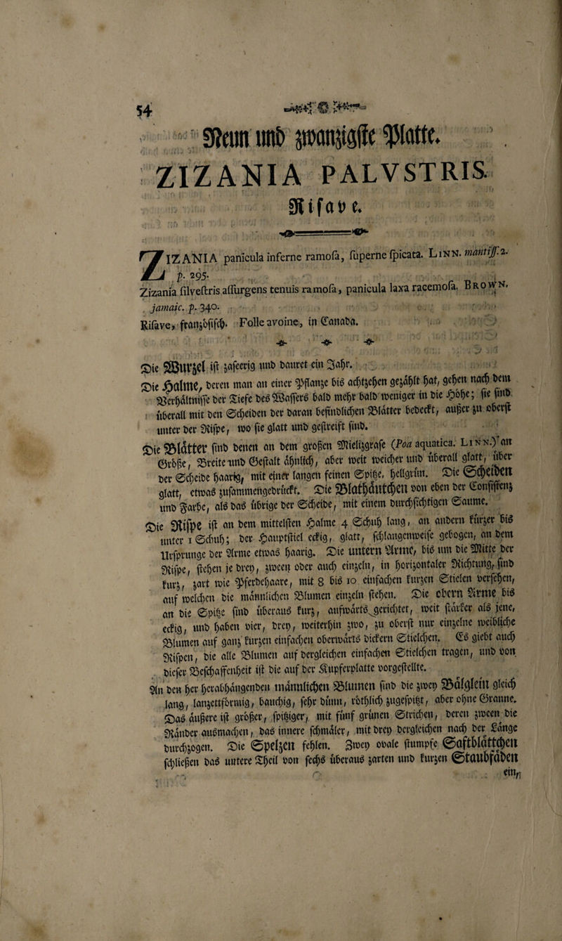 Num und zrangigfe Plate. ZIZANIA PALVSTRIS. J 1 at. lin ni N Zizania filveftris aflurgens tenuis ramofa, panicula laxa racemofa, BRO 0 N. Jamaic. p. 340. * 1 Riſave, franzöſiſch. Folle avoine, in Canada. Bu, nn Öfen ET 0 % * 11 15112 111 h 17331 | — 350 Die Wurzel iſt zaſeerig und dauret ein Jahr. 4 2% ee Verhaͤltniſſe der Tiefe des Waſſers bald mehr bald weniger in die Höhe; fie ſind uͤberall mit den Scheiden der daran befindlichen Blaͤtter bedeckt, außer zu oberſt unter der Nifpe, wo ſie glatt und geſtreift find. 8 g a | Die Blätter find denen an dem großen Mielizgraſe (Pon aquatica. LI x x an Größe, Breite und Geſtalt ahnlich, aber weit weicher und uberall glatt, uͤber der Scheide haartg, mit einer langen feinen Spitze, hellgrün. Die Scheiden glatt, etwas zuſammengedruͤckt. Die Blathaͤutchen don eben der Conſiſtenz und Farbe, als das übrige der Scheide, mit einem durchſichtigen Saume. - Die Riſpe iſt an dem mittelſten Halme 4 Schuh lang, an andern kürzer bis unter 1 Schuh; der Hauptſtiel eckig, glatt „ſchlangenweiſe gebogen, an dem Urſprunge der Arme etwas haarig. Die untern Arme, bis um die Mitte der Riſpe, ſtehen je drey, zween oder auch einzeln, in horizontaler Richtung, find kurz, zart wie Pferdehaare, mit 8 bis 10 einfachen kurzen Stielen verſehen, auf welchen die maͤnnlichen Blumen einzeln ſtehen. Die obern Arme bis an die Spitze find überaus kurz, aufwaͤrts gerichtet, weit ſtaͤrker als jene, eckig und haben vier, drey, weiterhin zwo, zu oberſt nur einzelne weibliche 1 „i Blumen auf ganz kurzen einfachen oberwaͤrts dickern Stielchen. Es giebt auch . Riſpen, die alle Blumen auf dergleichen einfachen Stielchen tragen, und von dieſer Beſchaffenheit iſt die auf der Kupferplatte vorgeſtelte. An den her herabhaͤngenden maͤnnlichen Blumen ſind die zwey Baͤlglein gleich lang, lanzettfoͤrmig, bauchig, ſehr duͤnn, roͤthlich zugeſpitzt, aber ohne Granne. Das aͤußere iſt größer, ſpitziger, mit fünf grünen. Strichen, deren zween die Raͤnder ausmachen, das innere ſchmaͤler, mit drey dergleichen nach der Laͤnge durchzogen. Die Spelzen fehlen. Zwey ovale ſtumpfe Saftblattchen ſchließen das untere Theil von ſechs uͤberaus zarten und kurzen Staubfaͤden e g a Ann