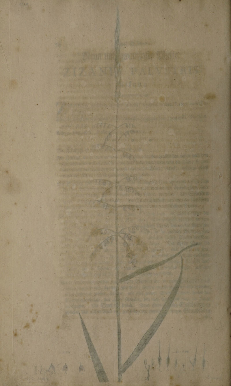 * 2 . ; ar 9 * . 7 ect, an gn in u FÜR Br,  Were. 9 n . „Ae e h 0 e * e —.— rn r N all