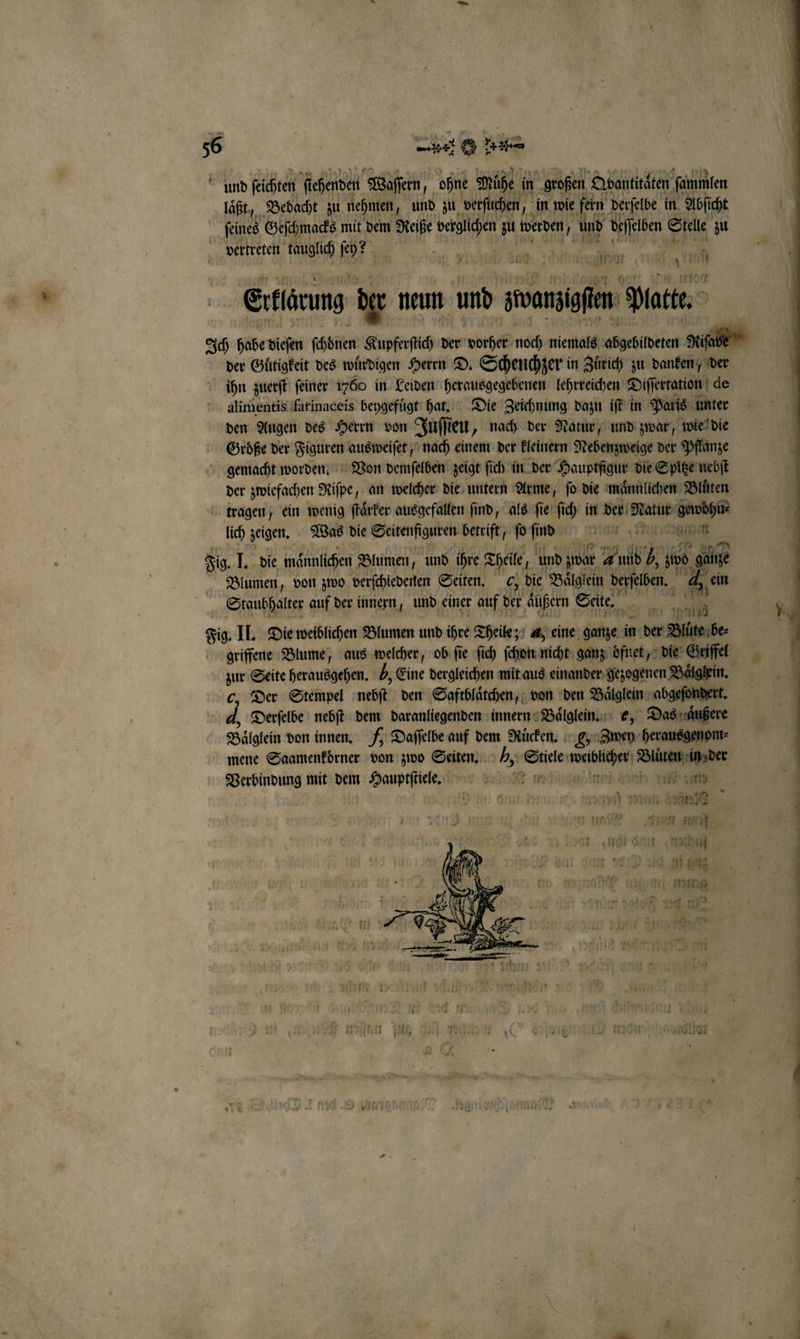 \ und feichten fi ſtehenden Waſſern, ohne Mühe in großen Qdantitaͤten ſommlen laͤßt, Bedacht zu nehmen und zu verſuchen, in wie fern derselbe in Abſt cht ſeines Geſchmacks mit dem Neiße Ken, z werden „ und deſſelben Stelle zu vertreten tauglich ſey? i 11 A . „ nd Anat. N 17; Ertlärung der neun und stoanzigflen: Mate Ich habe diesen ſchonen Kupferſtich der one neh niemals abgebildeten PR der Guͤtigkeit des wuͤrdigen Herrn D. Scheuchzer in Zuͤrich zu danken, der ühn zuerſt ſeiner 1760 in Leiden eee, lehrreichen Differration | de alimentis färinaceis beygefuͤgt hat. Die Zeichnung dazu iſt in Paris unter den Augen des Herrn von Juſſi ieu, nach der Natur, und zwar, wie die Größe der Figuren ausweiſet, nach einem der kleinern Nebenzweige der Pflanze gemacht worden. Von demſelben zeigt ſich in der Hauptfigur die Spitze nebſt der zwiefachen Riſpe, an welcher die untern Arme, ſo die maͤnnlichen Bluͤten tragen; ein wenig ſtaͤrker ausgefallen find, als ſie ſich in der Natur gewoͤhn⸗ lich zeigen. Was die Seitenfiguren betrift , po find ara Ih Bi l Fig. I. die männlichen Blumen, und ihre Theile f und zwar 4 Lund 65 jive gane Blumen, von zwo verſchiedenen Seiten. , die Baͤlglein derfeßen. 4 4 ein Staubhalter auf der innern, und einer auf der äußern Seite. Kir) br A Fig. II. Die weiblichen Blumen und ihre Theile; =, eine ganze in der Blüte be⸗ griffene Blume, aus welcher, ob ſie ſich ſchon nicht ganz ofnet, die Griffel 2 zur Seite herausgehen. b, Eine dergleichen mit aus einander gezogenen Baͤlghein. | Der Stempel ‚meh den Saftblaͤtchen, von den Baͤlglein abgeſondert. 4 Derſelbe nebſt dem daranliegenden innern Baͤlglein. e, Das aͤußere Boͤlglein von innen. 7 Daſſelbe auf dem Nuͤcken. g, Zip herausgenom⸗ mene Saamenkorner von zwo Seiten. 6 Stiele 1 wee Verbindung mit dem Hauptſtiele. e de ond 4 ö aut! 17 soil g | ne. ru | it ‚adidas Kan | N Hi bang . . ‘ net 77 i De. 5 Nine i i