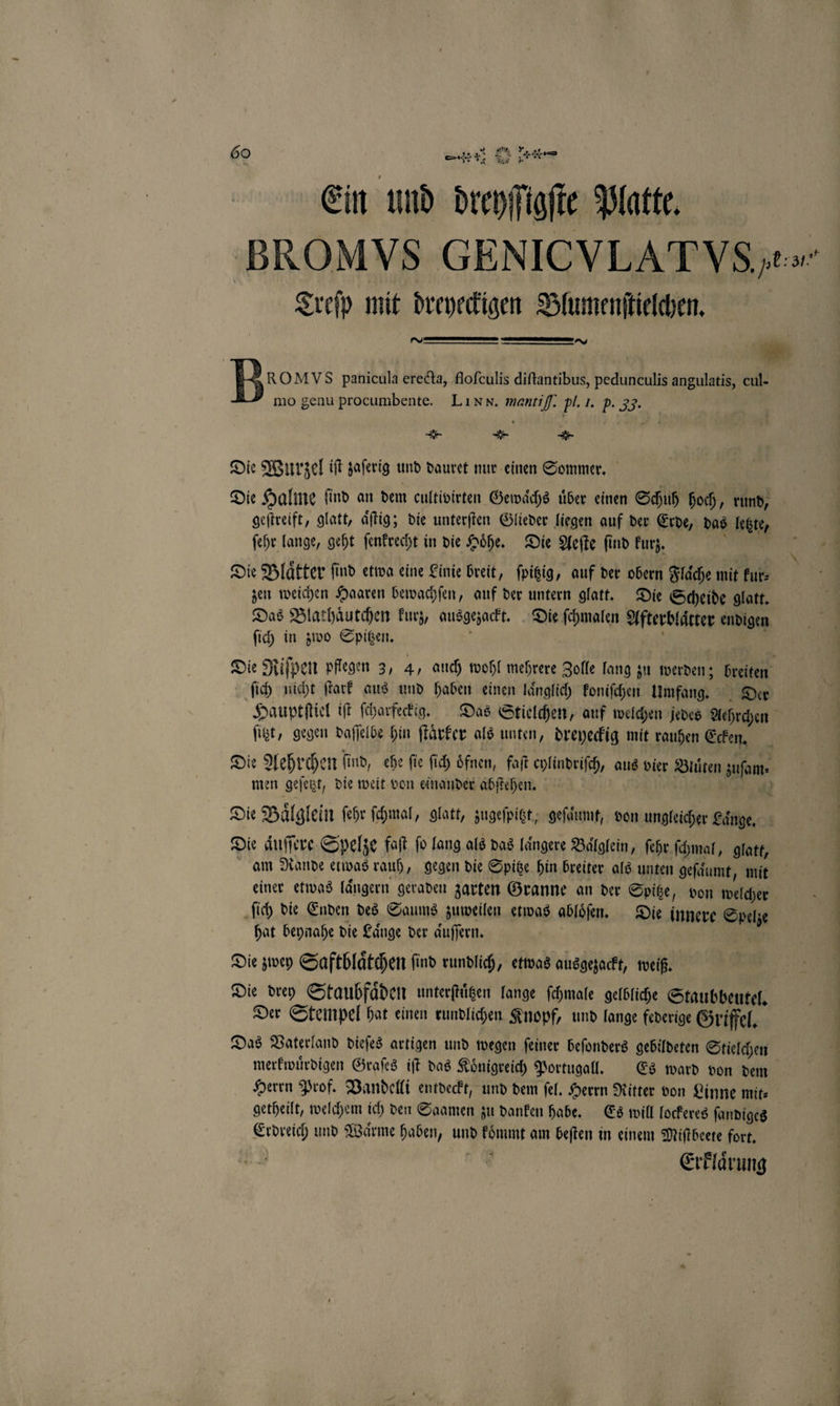 Ein und dreyſſt igſte Platte. BROMVS GEN ICVLATVS. ee zu Treſp mit dreyeckigen Blumenſtielchen. 3 ER. . B ROMVS panicula erecta, floſculis diftantibus, pedunculis angulatis, cul- mo genu procumbente. Lınn. mantiſſ. pl. I. p. 33. —— * * Die Wurzel iſt zaſerig und dauret nur einen Sommer. Die Halme ſind an dem cultivirten Gewaͤchs über einen Schuh hoch, rund, geſtreift, glatt, aͤſtig; die unterſten Glieder liegen auf der Erde, das lebte, ſehr lange, geht ſenkrecht in die Höhe, Die Aeſte find kurz. Die Blätter find etwa eine Linie breit, ſpizig, auf der obern Flaͤche mit kur⸗ zen weichen Haaren bewachſen, auf der untern glatt. Die Scheide glatt. Das Blathaͤutchen kurz, ausgezackt. Die ſchmalen Afterblaͤtter endigen ſich in zwo Spitzen. a Die Riſpen pflegen 3, 4, auch wohl mehrere Zolle lang zu werden; breiten Ri ſich nicht ſtark aus und haben einen laͤnglich koniſchen Umfang. Der 74 Hauptſtiel iſt ſcharfeckig. Das Stielchen, auf welchen jedes Aehrchen ſitzt, gegen daſſelbe hin ſtaͤrker als unten, dreyeckig mit rauhen Ecken. Die Aehr chen find, ehe fie ſich öfnen, faſt cylindriſch, aus vier Blüten un men geſetzt, die weit von einander abſtehen. Die Baͤlglein ſehr ſchmal, glatt, zugeſpitzt, geſaͤumt, von ungleicher Laͤnge. Die äuffere Spelze faſt ſo lang als das laͤngere Baͤlglein, ſehr ſchmal, glatt, am Rande etwas rauh, gegen die Spitze hin breiter als unten geſaͤumt, mit einer etwas laͤngern geraden zarten Granne an der Spitze, von welcher ſich die Enden des Saums zuweilen etwas abloͤſen. Die innere Spelze hat beynahe die Länge der aͤuſſern. Die zwey Saftblaͤtchen ſind rundlich, etwas ausgezackt, weiß. Die drey Staubfaͤden unterſtuͤtzen lange ſchmale gelbliche Staubbeutel. Der Stempel hat einen rundlichen Knopf, und lange federige Griffel. Das Vaterland dieſes artigen und wegen ſeiner beſonders gebildeten Stielchen merkwuͤrdigen Graſes iſt das Koͤnigreich Portugall. Es ward von dem Herrn Prof. Vandelli entdeckt, und dem ſel. Herrn Ritter von Linne mit— | getheilt, welchem ich den Saamen zu danken habe. Es will lockeres ſandiges Erdreich und Waͤrme haben, und Ren am beiten in einem Miſtbeete fort. Erklaͤrung
