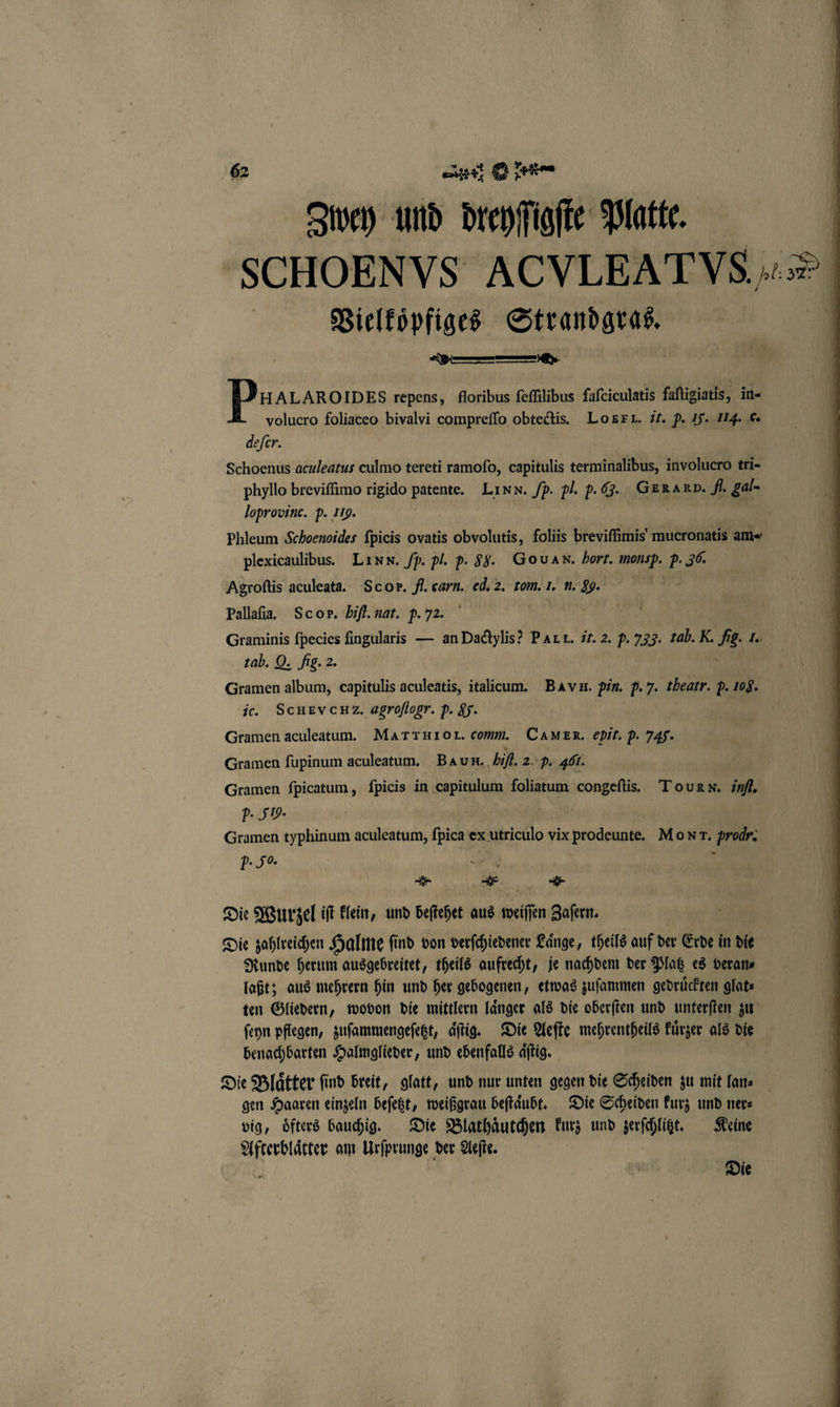 Swen und dreyſſigſte Platte. | SCHOENVS ACVLEATVS. #3 | Vielkoͤpfiges Strandgraß. 3 — . Prararomes repens, floribus ſeſſilibus faſciculatis faſtigiatis, in- volucro foliaceo bivalvi compreſſo obtectis. LOo BBL. it. p. F. 114. c. defer. Schoenus aculeatus culmo tereti ramofo, capitulis terminalibus, involucro tri- phyllo breviſſimo rigido patente. LI NN. /p. Pl. p. G. GERARD. N. gal- loprovinc. p. 119. | Phleum Schoenoides ſpicis ovatis obvolutis, foliis breviſſimis mucronatis am« plexicaulibus. Linn. fp. pl. p. 88. Gouan. Hort. monsp. p. 30. Agroftis aculeata. Scor. f. carn. ed. 2. tom. I. n. 89. Pallaſia. S cop. bifl.nat. p. 72. Graminis ſpecies ſingularis — an Dactylis? PAL T. it. 2. p. 758. tab. K. fig. J. tab. Q. Fig. 2. | \ Gramen album, capitulis aculeatis, italicum. Bavmn. pin. p. 7. theatr. p. 108. ic. SchEVCHZ. agroflogr. p. &amp;. Gramen aculeatum. MAT THIO IL. comm. CAM ER. edit. p. 745. Gramen ſupinum aculeatum. BAR. bi. 2. P. 401. Gramen ſpicatum, fpicis in capitulum foliatum congeſtis. Tourn. inf. P. 519. an | Gramen typhinum aculeatum, ſpica e: ex ricilor vix prodeunte. Mo x r. Focke P. Jo. RS „ „ * Die Wurzel iſt klein, und beſtehet aus weiſſen Zaſern. Die zahlreichen Halme fi ſind von verſchiedener Laͤnge, theils auf der Erde in die Runde herum ausgebreitet, theils aufrecht, je nachdem der Platz es veran⸗ laßt; aus mehrern hin und her gebogenen, etwas zuſammen gedruͤckten glat⸗ ten Gliedern, wovon die mittlern laͤnger als die oberſten und unterſten zu ſeyn pflegen, zuſammengeſetzt, aͤſtig. Die Aeſte mehrentheils kuͤrzer als die benachbarten Halmglieder, und ebenfalls aͤſtig. Die Blaͤtter ſind breit, glatt, und nur unten gegen die Scheiden zu mit lan⸗ gen Haaren einzeln beſetzt, weißgrau beſtaͤubt. Die Scheiden kurz und ner⸗ vig, oͤfters bauchig. Die Blathaͤutchen kurz und zerſchlitzt. Keine Afterblaͤtter am Urſprunge der Aeſte. i Die