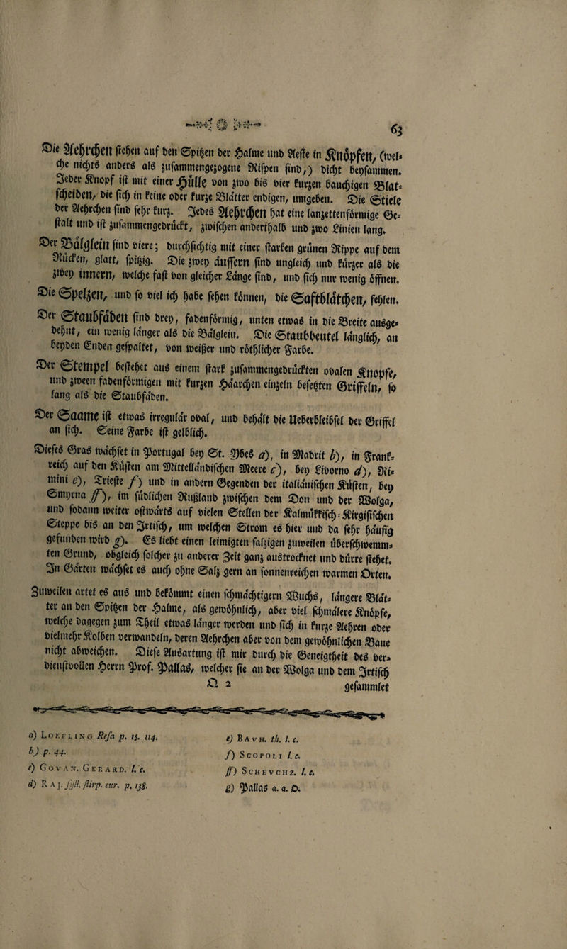Die Aehrchen ſtehen auf den Spitzen der Halme und Aefke in Knoͤpfen, (wel⸗ che nichts anders als zuſammengezogene Riſpen ſind,) dicht beyſammen. Jeder Knopf iſt mit einer Huͤlle von zwo bis vier kurzen bauchigen Blat⸗ ſcheiden, die fich in keine oder kurze Blätter endigen, umgeben. Die Stiele der Aehrchen ſind ſehr kurz. Jedes Aehrchen hat eine lanzettenfoͤrmige Ge⸗ ſtalt und iſt zuſammengedruͤckt, zwiſchen anderthalb und zwo Linien lang. Der Baͤlglein find viere; durchſichtig mit einer ſtarken gruͤnen Rippe auf dem Ruͤcken, glatt, ſpitzig. Die zwey aͤuſſern find ungleich und kuͤrzer als die zwey innern, welche faſt von gleicher Länge find, und ſich nur wenig oͤffnen. Die Spelzen, und fo viel ich habe fehen koͤnnen, die Saftblaͤtchen, fehlen. Der Staubfaͤden ſind drey, fadenfoͤrmig, unten etwas in die Breite ausge⸗ dehnt, ein wenig länger als die Baͤlglein. Die Staubbeutel laͤnglich, an beyden Enden geſpaltet, von weißer und roͤthlicher Farbe. | Der Stempel beſtehet aus einem ſtark zuſammengedruͤckten ovalen Knopfe, und zween fadenfoͤrmigen mit kurzen Haͤarchen einzeln beſetzten Griffeln, ſo lang als die Staubfaͤden. i Der Saame iſt etwas irregulaͤr oval und behaͤlt die Ueberbleibſel der Griffel an ſich. Seine Farbe iſt gelblich. Dieſes Gras wachſet in Portugal bey St. Yes 4), in Madrit b), in Frank⸗ reich auf den Kuͤſten am Mittellaͤndiſchen Meere ), bey Livorno d), Ri⸗ mini e), Trieſte 7) und in andern Gegenden der italiaͤniſchen Kuͤſten, bey Smyrna 6), im ſuͤdlichen Rußland zwiſchen dem Don und der Wolga, und ſodann weiter oſtwaͤrts auf vielen Stellen der Kalmuͤlkiſch⸗Kirgiſiſchen Steppe bis an den Irtiſch, um welchen Strom es hier und da ſehr haufig gefunden wird 9). Es liebt einen leimigten ſalzigen zuweilen uͤberſchwemm⸗ ten Grund, obgleich ſolcher zu anderer Zeit ganz austrocknet und duͤrre ſtehet. In Garten waͤchſet es auch ohne Salz gern an ſonnenreichen warmen Orten. Zuweilen artet es aus und bekoͤmmt einen ſchmaͤchtigern Wuchs, laͤngere Blaͤt⸗ ter an den Spitzen der Halme, als gewoͤhnlich, aber viel ſchmaͤlere Knoͤpfe, welche dagegen zum Theil etwas laͤnger werden und ſich in kurze Aehren oder vielmehr Kolben verwandeln, deren Aehrchen aber von dem gewoͤhnlichen Baue nicht abweichen. Dieſe Ausartung iſt mir durch die Geneigtheit des ver⸗ dienſtvollen Herrn Prof. Pallas, welcher fie an der Wolga und dem Irtiſch | 22.3 geſammlet 0) Lorriıng Rıfa p. 13. 11g. e) BAR. . I. c. b) p. 44. Y Scororı Zu 0) Govan. GERAR P. hi f) Seuevenz Lu d) RA J. /yi, fir. eur. p. 138. ö 9) Pallas a. a. O.