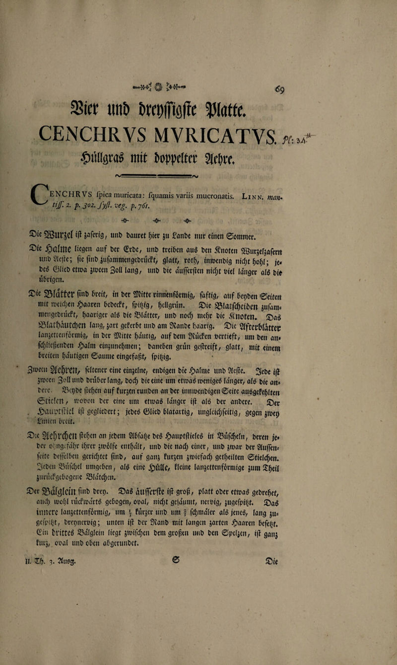 Vier und dreyſſigſte Platte. CENCHRVS MVRICATVS e N Hüͤllgras mit doppelter Aehre. a me nen — en 0} 0 E NCHRVs ſpica muricata: ſquamis variis mucronatis. LIN N. nan. 7. 2. p. Soz. Syf. veg. p. 7. | | Se E Die Wurzel iſt zaſerig, und dauret hier zu Lande nur einen Sommer. Die Halme liegen auf der Erde, und treiben aus den Knoten Wurzelzaſern und Aeſte; ſie ſind zuſammengedruͤckt, glatt, roth, inwendig nicht hohl; je⸗ des Glied etwa zween Zoll lang, und die auſſerſten nicht viel laͤnger als die uͤbrigen. * . Die Blatter find breit, in der Mitte rinnenfoͤrmig, ſaftig, auf beyden Seiten mit weichen Haaren bedeckt, ſpitzig, hellgruͤn. Die Blatſcheiden zuſam⸗ mengedruͤckt, haariger als die Blätter, und noch mehr die Knoten. Das Blathaͤutchen lang, zart gekerbt und am Rande haarig. Die Afterblaͤtter lanzettenfoͤrmig, in der Mitte haͤutig, auf dem Ruͤcken vertieft, um den ans ſchließenden Halm einzunehmen; daneben gruͤn geſtreift, glatt, mit einem breiten haͤutigen Saume eingefaßt, ſpitzig. 7 Z bween Aehren, ſeltener eine einzelne, endigen die Halme und Aeſte. Jede iſt zween Zoll und druͤber lang, doch die eine um etwas weniges laͤnger, als die an⸗ dere. Beyde ſtehen auf kurzen runden an der innwendigen Seite ausgekehlten Stielen, wovon der eine um etwas laͤnger iſt als der andere. Der Hauptſtiel iſt gegliedert; jedes Glied blatartig, ungleichſeitig, gegen zwey Seunien breit. 0 2 Die Aehrchen ſtehen an jedem Abſatze des Hauptſtieles in Buͤſcheln, deren jes der ohngefaͤhr ihrer zwoͤlfe enthält, und die nach einer, und zwar der Auſſen— ſeite deſſelben gerichtet ſind, auf ganz kurzen zwiefach getheilten Stielchen. Jeden Buͤſchel umgeben, als eine Hulle, kleine lanzettenfoͤrmige zum Theil zuruͤckgebogene Blaͤtchen. Der Baͤlglein ſind drey. Das aͤuſſerſte iſt groß, platt oder etwas gedrehet, auch wohl ruͤckwaͤrts gebogen, oval, nicht geſaͤumt, nervig, zugeſpitzt. Das innere lanzettenfoͤrmig, um; kuͤrzer und um 3 ſchmaͤler als jenes, lang zu- geſpitzt, dreynervig; unten iſt der Rand mit langen zarten Haaren beſetzt. Ein drittes Baͤlglein liegt zwiſchen dem großen und den Spelzen, iſt ganz kurz, oval und oben abgerundet. — 8