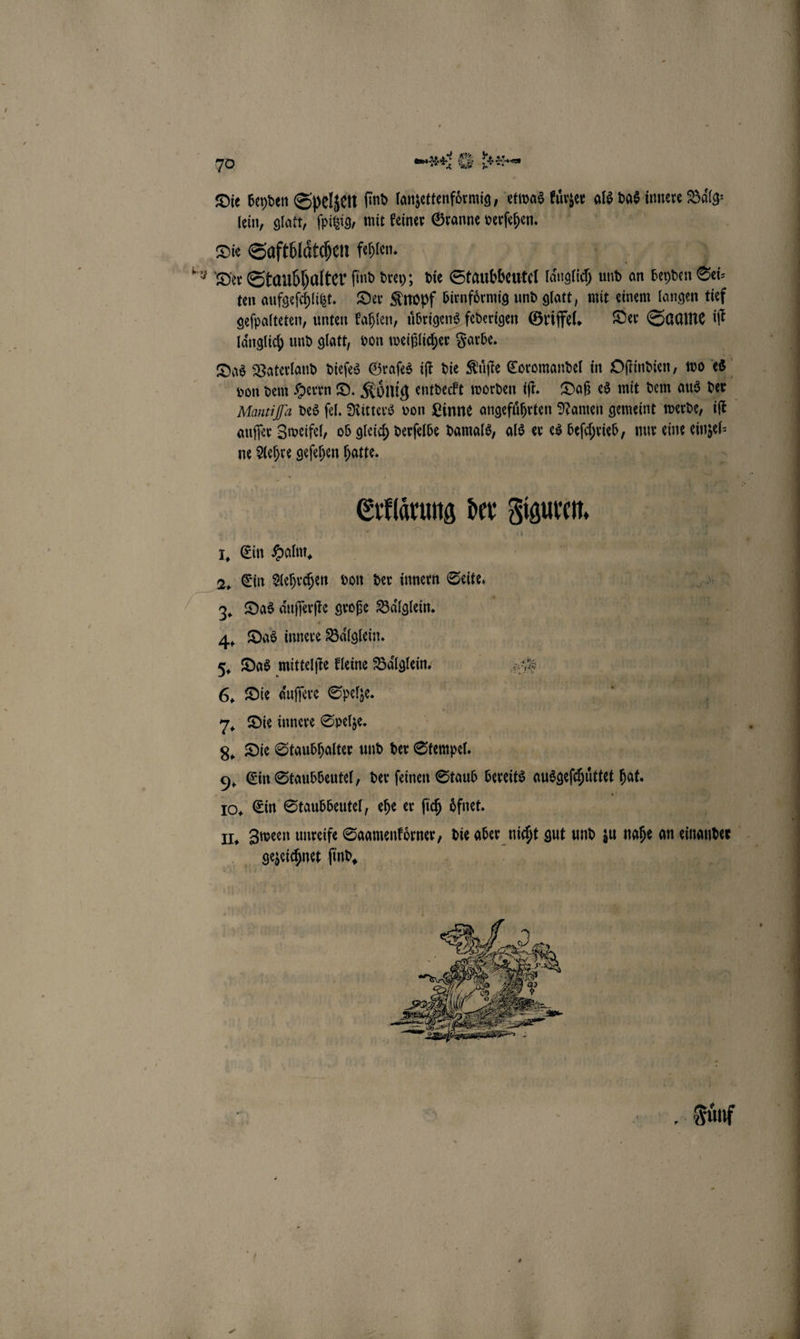 7⁰ * e ihe Die beyden Spelzen ſind lanzettenfoͤrmig, etwas kuͤßzer als das innere Baͤlg lein, glatt, ſpitzig, mit keiner Granne verſehen. Die Saftblaͤtchen fehlen. Der Staubhalter find drey; die Staubbeutel laͤnglich und an beyden Sei ten aufgeſchlitzt. Der Knopf birnfoͤrmig und glatt, mit einem langen tief geſpalteten, unten kahlen, uͤbrigens federigen Griffel. Der Saame iſt laͤnglich und glatt, von weißlicher Farbe. Das Vaterland dieſes Graſes iſt die Kuͤſte Coromandel in Oſtindien, wo es von dem Herrn D. Koͤnig entdeckt worden iſt. Daß es mit dem aus der Mantiffa des ſel. Ritters von Linne angeführten Namen gemeint werde, iſt auſſer Zweifel, ob gleich derſelbe damals, als er es i nur eine einzel⸗ ne Aae geſehen hatte. Extirung der Ba I. Ein Halm. 3. Das aͤuſſerſte große Baͤlglein. 4. Das innere Baͤlglein. 5. Das mittelfte kleine Baͤlglein. e | 6. Die aͤuſſere Spelze. | — 7. Die innere Spelze. 8. Die Staubhalter und der Stempel. 9. Ein Staubbeutel, der ſeinen Staub bereits augen hat. II. Zween unreife Saamenkoͤrner, die aber nicht gut und zu nahe an einander gezeichnet find,