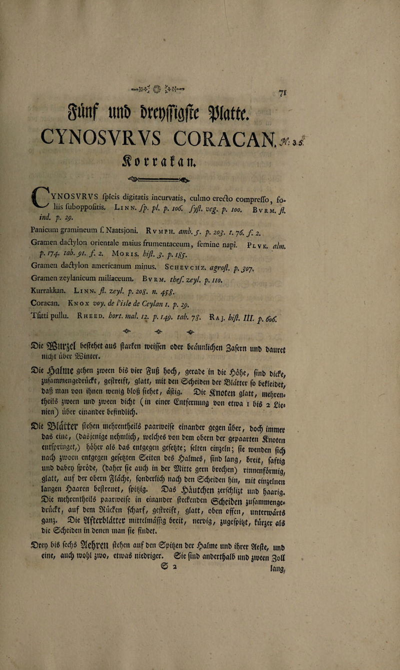 Fünf und dreyſſigſte Platte. CYNOSYRVS CORACAN . Korrakan. (Con OSVRVS ſpicis digitatis incurvatis, culmo erecto compreſſo, fo- — lüs ſuboppoſitis. LI N N. /p. pl. p. 200. fyß. veg. p. 100. BVR M. f. ind. p. 29. | | Panicum gramineum f. Naatsjoni. Ry ur H. amb. 5. p. 203. r. 50. ff 2. Gramen dactylon orientale maius frumentaceum, ſemine napi. Pr vk. alm, b. 174. tab. gr. . 2. Mok rs. bifl. 3. p. 18. | Gramen dactylon americanum minus. Scuxvonz. agroſl. P. 307 Gramen zeylanicum miliaceum, BVR. zbe/. zeyl. p. 110. Kurrakkan. LI NN. fl. zeyl. p. 208. n. 458. Coracan. RN ox voy. de Pisle de Ceylan I. p. 29. Tütti pullu. Ru BRD. Hort. mal. 12. p.149. tab. 78. RA J. bifk III. 2.606. * * = | — Die Wurzel beſtehet aus ſtarken weiſſen oder braͤunlichen Zaſern und dauret nicht uͤber Winter. Die Halme gehen zween bis vier Fuß hoch, gerade in die Hoͤhe, ſind dicke, zdiꝛuſammengedruͤckt, geſtreift, glatt, mit den Scheiden der Blatter fo bekleidet, daß man von ihnen wenig bloß ſiehet, aͤſtig. Die Knoten glatt, mehren⸗ theils zween und zween dicht (in einer Entfernung von etwa ı bis 2 Lie nien) uͤber einander befindlich. { 5 Die Blatter ſtehen mehrentheils paarweiſe einander gegen uͤber, doch immer das eine, (dasjenige nehmlich, welches von dem obern der gepaarten Knoten entſpringet,) hoͤher als das entgegen geſetzte; ſelten einzeln; fie wenden ſich nach zwoen entgegen geſetzten Seiten des Halmes ‚ find lang, breit, ſaftig und dabey fpröde, (daher fie auch in der Mitte gern brechen) rinnenfoͤrmig, glatt, auf der obern Flaͤche, ſonderlich nach den Scheiden hin, mit einzelnen langen Haaren beſtreuet, ſpitzig. Das Haͤutchen zerſchlizt und haarig. Die mehrentheils paarweiſe in einander ſteckenden Scheiden zuſammenge⸗ drückt, auf dem Ruͤcken ſcharf, geſtreift, glatt, oben offen, unterwärts ganz. Die Afterblaͤtter mittelmaͤſſig breit, nervig, zugefpigt, kuͤrzer als die Scheiden in denen man ſie findet. Orey bis ſechs Aehren ſtehen auf den Spitzen der Halme und ihrer Aeſte, und eine, auch wohl zwo, etwas niedriger. Sie ſind anderthalb und zween Zoll