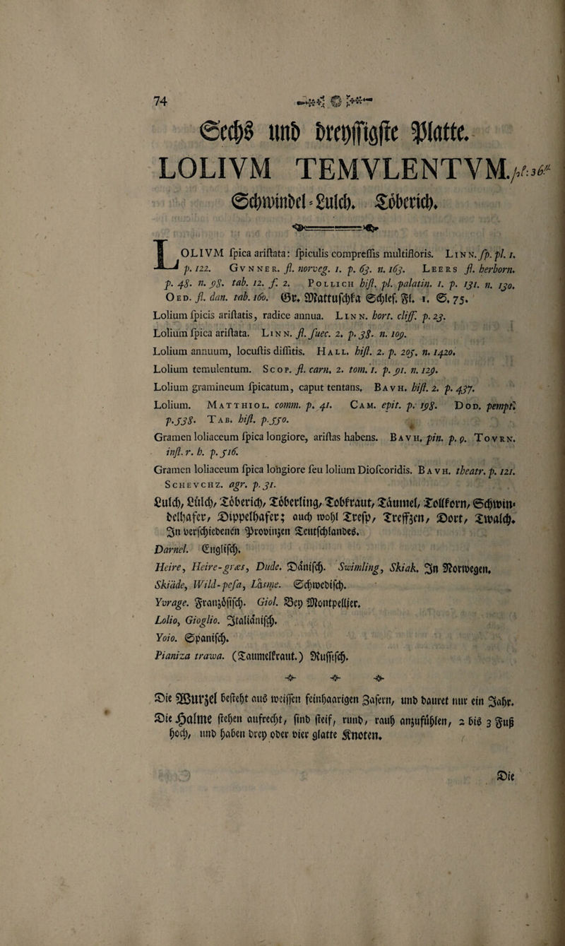 Sechs und dreyſſigſte Platte. | LOLIVM TEMVLENT VM Schwindel⸗Lulch. Toͤberich. a Lore ſpica ariſtata: ſpiculis compreſſis multifloris. LIN x. Pb. pl. A P. 122. GVvNNner. fl. norveg. 1. P. G. u. I. LIEERS fl. berborn. P. 48. n. 98. tab. 12. J. 2. . bifl. pl. palatin. I. p. 131. u. Ho. ORD. fl. dan. tab. 1d. Gr. Mattuſchka Schleſ. Fl. I, ET: Lolium fpicis ariſtatis, radice annua. Linn. bort. chf. P. 23. Lolium fpica ariftata. LIN N. f. Juee. 2. p. 86. u. 10. | Lolium annuum, locuftis diſſitis. HAT T. bifl. 2. p. 205, 1. 1420, Lolium temulentum. Scor. fl. carn. 2. tom. I. P. 91. n. 129. | Lolium gramineum ſpicatum, caput tentans. BA VR. Hit. 2. 5. 437. | N Lolium. MATT EHTO T. comm. p. 41. CAM. epit. 7 198. Don, Brig 2.538. Ta» bifl. p. Yo. 4 Gramen loliaceum ſpica longiore, ariſtas habens. BAN. di P. . Toren. infl.r. b. p. 516. Gramen loliaceum fpica lohgiore ſeu lolium e Bavn. Ihearr. R 720. SCHEVCHZ. agr. p. 31. Lulch, Luͤlch, Toͤberich, Toͤberling, Tobkraut, Taͤumel, Tolkorn, Schwin⸗ delhafer, Dippelhafer; auch wohl Treſp, Treffzen, Dort, Zwald. 4 In verſchiedenen Provinzen Teutſchlandes. | 5 Darnel. Engliſch. \ Heire, Heire-gres, Dude. Daͤniſch. Swimling, Skiak, In Norwegen. Skiäde, Wild- peſa, Läsme.. Schwediſch. Vorage. Franzoͤſiſch. Giol. Bey Montpellier. 1 Lolio, Gioglio. Italiaͤniſch. | | 8 Voio. Spaniſch. | | n Pianiza rraua. (Taumelkraut.) Ruſſiſch. 1790 N „ © 4 * =&gt; * Die Wurzel beſteht aus weiſſen feinhaarigen Zaſern, und dauret nur ein Jahr. Die Halme ſtehen aufrecht, find ſteif, rund, rauh anzufuͤhlen, = bis 3 Fuß hoch, und haben ee oder vier glatte Knoten. Die,