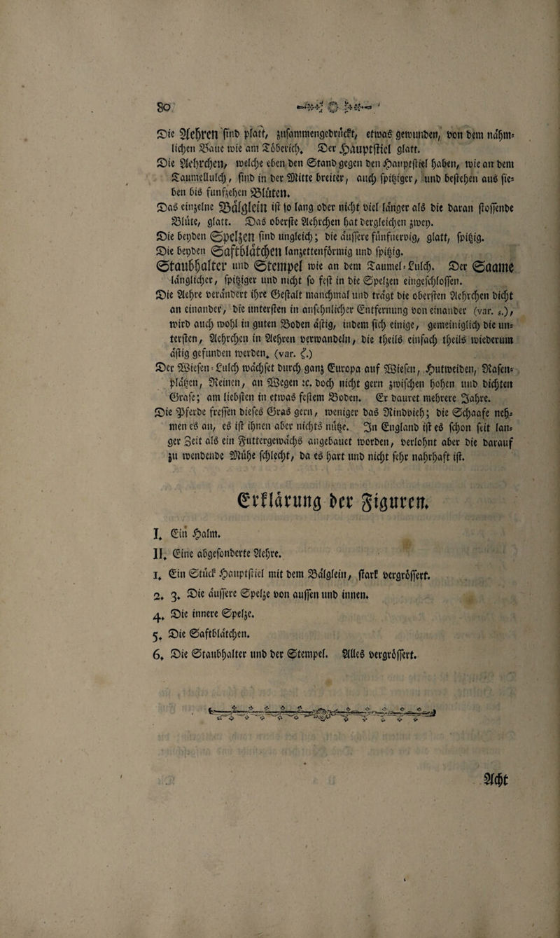 77 Le i d F „ Die Aehren ſind platt, zuſammengedruͤckt, etwas gewunden, von dem naͤhm⸗ lichen Baue wie am Toͤberich. Der Hauptſtiel glatt. N Die Aehrchen, welche eben den Stand gegen den Hauptſtiel haben, wie an dem Taumellulch, ſind in der Mitte breiter, auch ſpitziger, und beſtehen aus fie: ben bis funfzehen Blüten, Das einzelne Bälglein iſt ſo lang oder nicht viel laͤnger als die daran ſtoſſende Bluͤte, glatt. Das oberſte Aehrchen hat dergleichen zwey. Die beyden Spelzen find ungleich; die auffere fuͤnfnervig, glatt, ſpitzig. Die beyden Saftblaͤtchen lanzettenfoͤrmig und ſpitzig. laͤnglicher, ſpitziger und nicht fo feſt in die Spelzen eingeſchloſſen. aͤſtig gefunden werden. (var. 8.) platzen, Reinen, an Wegen ꝛc. doch nicht gern zwiſchen hohen und dichten Graſe; am liebſten in etwas feſtem Boden. Er dauret mehrere Jahre. Die Pferde freſſen dieſes Gras gern, weniger das Rindvieh; die Schaafe neh⸗ men es an, es iſt ihnen aber nichts nuͤtze. In England iſt es ſchon ſeit lan⸗ ger Zeit als ein Futtergewaͤchs angebauet worden „ verlohnt aber die darauf zu wendende Mühe ſchlecht, da es hart und nicht ſehr nahrhaft iſt. Erklärung der Figuren. I. Ein Halm. Pr 1, Ein Stuͤck Hauptſtiel mit dem Baͤlglein, ſtark vergroͤſſert. Re 2. 3. Die aͤuſſere Spelze von auſſen und innen. | 7 * 4. Die innere Spelze. 5. Die Saftblaͤtchen. 1 6. Die Staubhalter und der Stempel. Alles vergröffert. Acht =&gt; _ m — =] 2 * “ &gt; 6 “ 2 = — 8 5 u. - P A e ˙ ei ¾ eh Een un . . . —᷑ Y — — V ———¾—ͤ ] m a Sn A'? —ę¹e! &gt; du Zu ˙oͤ ꝛ ] ⏑⏑—⏑⏑—t⁰ẽT % ⁰ẽæʒͤ ] —⅝ a nn DU u ůͥ Un LU