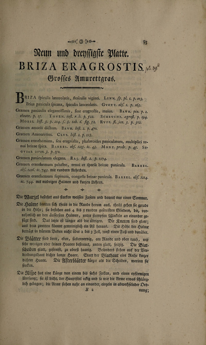 4 Neun und dreyſſigſte Platte. BRIZ A ERA GROST IS | Groſſes Amurettgras. PPT RIZ A fpiculis lanceolatis, floſculis viginti. LI NN. „p. pl. I. p. 103. Briza panicula ſpicata, ſpiculis lanceolatis. G VRT T. obf. I. p. 163. - Gramen paniculis elegantiſſimis, fine eragroſtis, maius. BA n. pin. p. 2. theatr. p. V. Tov Rx. inf. 7. b. p. 22. Scuevenz. agrofl. P. 194. Morıs. bifl. 3. P. 204. J. 8. tab. 6. fg. 52. Rv pr. H. Jen. 5. P. 12. Gramen amoris dictum. Ba vk. hifl. 2. p. 4b. Gramen Amourettes. CT Vs. bifl. 2. p. 218. Gramen eranthemum, ſeu eragroſtis, phalaroides paniculatum, multiplici te- nui brizae ſpica. Ba RR EL. 6 /. 1215. ic. . Monr. prodr. p. . Se- G VIER veron. 3. p. Jo. Gramen paniculatum elegans. RA J. bifl. 2. p. 1274. Gramen eranthemum paluſtre, tenui et fparfa brizae panicula. 40 /. 1216. ic. 24. mit rundern Aehrchen. Gramen eranthemum ſupinum, congeſta brizae panicula. BAR REI. obf, 1214. ic. 744. mit niedrigen Halmen und kurzen ehren. ** * * Die Wurzel beſtehet aus ſtarken weiſſen Zaſern und dauret nur einen Sommer. Die Halme breiten ſich theils in die Runde herum aus, theils gehen ſie gerade in die Hoͤhe; ſie beſtehen aus 4 bis 5 runden geſtreiften Gliedern, die, vor⸗ nehmlich an den aufferfien Halmen, unter ſtumpfen Winkeln an einander ge⸗ fuͤgt ſind. Das letzte iſt laͤnger als die uͤbrigen. Die Knoten ſind glatt; aus dem zweeten koͤmmt gemeiniglich ein Aſt heraus. Die Hoͤhe der Halme betraͤgt in duͤrrem Boden nicht uͤber 2 bis 3 Zoll, ſonſt einen Fuß und daruͤber. Die Blaͤtter find breit, eben, ſiebennerbig, am Rande und oben rauh, mit ſehr wenigen oder keinen Haaren beſtreuet, unten glatt, ſpitzig. Die Blat⸗ ſcheiden glatt, geſtreift, zu oberſt haarig. Beſonders ſtehen auf der Ver— bindungshaut dichte lange Haare. Statt der Blathaut eine Reihe kurzer dichter Haare. Die Afterblaͤtter kuͤrzer als die Scheiden, worinn ſie ſtecken. ö BARRE L. Die Riſpe hat eine Länge von einem bis ſechs Zollen, und einen eyfoͤrmigen Umfang; ſie iſt dicht, der Hauptſtiel eckig und fo wie die Arme etwas ſchlaͤng⸗ lich gebogen; die Arme ſtehen nahe an einander, einzeln in abwechſelnder Ord— | 2 nung;