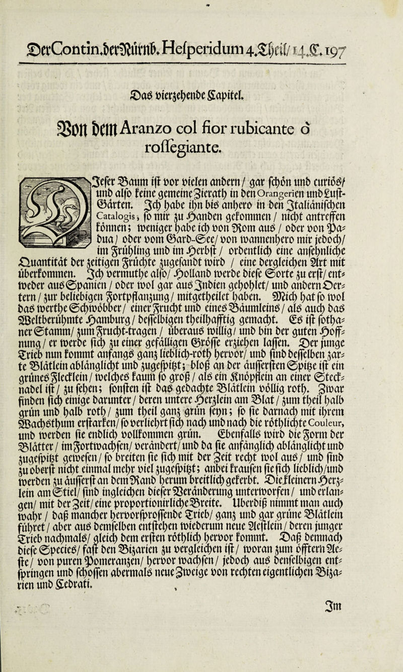 ©crContin^erfÄurn^ Hefperiduni 4 £j)cilf 14X 197 ©aö »ierjehenbe fiapitel. 3&gt;0lt teilt Aranzo col fior rubicante o rollegiante. 3ffer SBoum iji »or bieleit anbern/ gar fdt&gt;6n unb curiöd/ unb alfo feine gemeine Sierath in ben Orangerien unbSuji- ©drten. 3d) habe ihn bid anljero in ben 3taltänifd)cn Cataiogis, fo mit ju Rauben gefommen / nicht antreffen fönnen; weniger habe ich oon fRom auö / ober oon $&gt;a* bua/ ober »om ©arb-©ee/ oon toannenhero mir jcboch/ im Frühling unb im i&gt;erbji / orbentltd) eine anfehnlicJ&gt;e Quantität ber zeitigen Sn'idtte jugefaitbt wirb / eine bergieichen 2lrt mit überf ommen. 3d&gt; oermuf he alfo/ 4&gt;oUanb werbe biefe ©orte 51t er fl/ ent* Weber auö©pameti / ober wol gar aud3nbien gehohlet/ unb anbernöer* tern / $ur beliebigen Sorfp jianjung / mitgetffeilet haben. SDitch hat fo wol baß wertbe ©d)mobbcr/ einer Frucht unb einedSoäumleind/ alß and) baß SBeltberühmte Hamburg / beffelbigen theilhafftig gemalt. Sd iji fotfja* ner@tamm/ jumSrucht-tragen / überauö willig/ unb bin ber guten .pojf* nung / er werbe jtd&gt; su einer gefälligen ©röjfe erziehen lajfen. ©er junge Stieb nun fommt anfangö ganj lieblich-roth htroor/ unb jtnb bejfelben jar* te 2Mätlein ablänglicht unb jugefpifjt; bloß an ber duffer jlen ©ptße iji ein grünedSlecfletn/ welched faum fo groß / alb ein jfnöpjlctn an einer ©teef* nabel iji / ju fehen; fonjien iji baß gebachte 2Mätlcin rollig roth. 3war ßnbett ftd) einige barunter / beren untere -9er,fleht am Sölat / jutn tf&gt;etl halb grün unb halb roth / fum theil ganj grün fetw; fo fte barnach mit ihrem SBad)ßtl)um erjtarfen/ fo »erliehrt ftd) nach unb nad) bie röthlicpte Couleur, unb werben fte enblid) »ollfommen grün. Ebenfalls wirb bie Sonn ber glätter / im gortwachfen/ »eränbert/unb ba fie anfänglich abläitglichtunb utgefpibt gewefen / fo breiten fie fid) mit ber Seit recht wol auö / unb jtnb su ober ji nicht einmal mehr fiel jugefpißt; anbei fraufett fte fiel) lieblich/unb werben ju duffer ji an bemSRanb herum breitlid) gef erbt, ©ielleinern^erj* lein am@tiel/ finb ingleichen bieferSSeränbetuttg unterworfen/ unberlan* gen/ mit ber Sett/ eine proportionirlicj)e55reite. Uberbtß nimmt man auch wahr / baß mancher heroorfprojfenbe Srieb/ gan$ unb gar grüne SMätlein führet / aber auö bentfelben entjiehen wieberum neue 2lcjiletn / bereit junger Stieb nachmalö/ gleich bent erjien röthlid) l)tr»or fommt. ©aß bemnad) biefe ©pecieö/ fajt ben ©ijarien fu vergleichen iji/ woran fum üftertiSle# fte / 0011 puren ipomeranjen/ heroor wad)fen/ jebod) auö benfclbigen ent* fpringen unb fdwjfen abermalö ttcueSwcige oon rechten eigentlichen SSifa* rien unb Sebrati. /