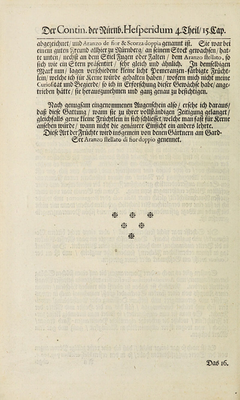 •Dct’Contin. tei’^UVn&amp;.Hefperidum 4.$jjei(/ i5.£(tp. abge$etCl)ttet/Uitb Aranzo de fior &amp;Scorzadoppiagenannt i|i, ©te Watbet einem guten grämt» allster ju Stürnberg/ an feinem ©toef gewaebfen/bafc: te unten/ nerf/ft an bem ©ttel gugeit ober galten / bem Aranzo fteiiato, fo (ich wie ein ©fern präfentirt / fct&gt;r gleich unb ähnlich. 3« bemfelbigen gjjarfnun/ lagen oorfebiebene fleine liebt ^pcmcraiucn-färbigte grüebt* lein/ welche icl) für iferne würbe gehalten haben/ wofern mich nicht meine Curiofitat unbSegierbe/ fo ich in €rforfd)ung biefer ©ewäcbfe babe/ange* trieben hätte / fie berausjunebmen unb gaitj genau ju beftebtigen. ^Rach genugfant eingenommenen 2lugenfd&gt;ein alfo/ erfebe ich baraue/ ba|j btefe ©attung / wann fte ju ihrer »ollffänbigen Zeitigung gelanget/ gleichfalls gerne fleine grücbtlein in fich fcblieffet/welcbe man fajt für Äerne anfcheit würbe / wann nicht bte genauere ©nfiebt ein anbere lehrte. £)iefe2lrtbergrücbte wirb insgemein oon beiten ©ärtnern am öarb- ©eeAranzo flellato di fiordoppio genennCf. \ . - ^ ’ ^ y ... N 16. *