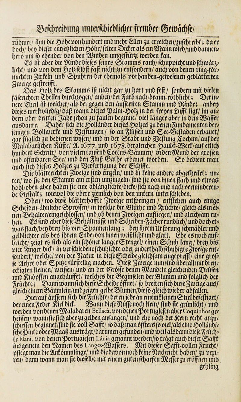 ^eftymbung imterftyieMtc^er freittöer ©erodcpfe/ rühmet/ ipm bie ©öpe oon punbert unb mepr Sllen ju erreiepen/jufepreibt; baer bocbl bet; btefer entfeplicpen ©bpe/ feiten £&gt;icf er alb ein SSJtann wirb/unb bannen« pero um fo el)eubct' oon bett Sötttben mn^eftür^t werben fatt. Sb t|t aber bie ütiitbe btefee feineb ©tamrne tauf;/ fepuppiept unb fcpwär$« Itcpt/ unb »on bau ©ol$ felbft faft niept 51t entfonbern/ auep oott betten ring-för« mtepten Sirfeln unb ©puffen ber cpentalb »orpanben-gewefenen geblätterten 3weige geftreifft. ©ab ©olj beb ©tammb ift niept gar su patt unb feft / fonbent mit bielen fäferid)tcn ^peilen burepjogen/ attbep/ber garb nacp/braun-rbtpltcpt; ©er in« nere Spcil ift weieper/alb ber gegen ben äufferjlen ©tamm unb SKinbe; anbet) biefeb itterfwtrrbtg/ bafj wann biefeb $)alm-©ol$ in ber frepen £ufft ligt/ im an« bern ober britten 3npf fepon ju faulen beginne/ biel länger aber in bemSBaffer aubbaurc. ©aper fiel) biedpollättberbtefeb©oljeb$u benen gunbamenten ber« jentgen Sollwerte unb Geltungen / fo an glüffen unb ©ee-©efiaben erbauet/ gar fügltd) ju bebienen wtffen/ unb in ber ©tabt unb 23ejhmg Socpint/ auf ber 5i5talabartfcpen .ftüfte/ 21.1677. unb r 678. ber^letct)en ©aubt-2Berf/auf ctlid) punbert ©epritt/ bon bielen taufenbgoccub-Väumen/ tnbcnSftunbber groffen unb offenbaren ©ee/ unb ben glufj ©atpe erbauet worben. ©0 bebient man aud) |id) biefeb ©oljeb 511 Verfertigung ber ©d)i(fe. ©ie blätteriepten gweige ftnb einzeln/ unb in feine anbere abgetpeilet; ttn« ten/ wo fte ben ©tamm am erften umzingeln/ ftnb fie bon innen flacp unb etwaö popl/oben aber paben fie eine ablänglicpte/btcfe/ftcpnacpunbnad)bermtnberen* be ©ejialt; wiewol bie obere jiemlicp bon ben untern unterfd)ieben. ©ben/wo btefe blätterpaffte Steige entfpringen / entftepen auep einige ©cpeiben-äpnlicpe ©proffen/ in welcpe bie Vlütpe unb grüepte/ gleid) alb in ei« nen ©epalter/eingefcploffen/ unb ob benen Swetgen aufliegen/ unb gleicpfam ru« pen. Sb ftnb aber btefe ©epältnüffc unb ©epeiben-gäeper runblid)/unb boep et« wabflacp/bepbrep bib hier ©pannen lang; bcpipremUrfpntng jcptnäplerunb gelblicpter alb bep iprem Snbe/oon innen wetjf licpt unb glatt. Spe eb noep auf« britpt/ jeigt eb fiep alb ein fepöner langer ©tengel/ einen ©epttp lang / brep bib vier Singer btef / in »erfepiebenefepupiepte ober anbertpalb fd)upigte Jrneige ent« fonbert/ welche/ »on ber Statur in btefe ©dxtbc gleicpfam eingeprefjt/ eine grof« je 2lepte ober ©ptpe fürjielltg maepen. ©tefe gweige nun ftnb überallmit brep« eefigtenfleinen/ wetffen/ unb an ber ©rbffe benen SDtanbeln gleicpenben ©rtifett uitbitnöpffen angepäuffet/ welcpeb bie Soegtnfelen berVlumenunbfolgltcp ber grüepte; ©ann wann fiep biefc ©d)eibe öffnet/ fo breiten ftd) btefe Sweigeaub/ gleid) einem Säumlein/unb jeigen gelbe ©lumen/btefo gleid) wieber abfallen. ©terauf äuffern fiep bie gefiepte/ bcrcti jcbc an einem f letnen©ttel befeffiget/ ber einen geber-ittel btef. SBann biefe 2tüffe noep f lein/ ftnb fte grünlicpt / unb Werben non benen SDlalabaren Bella«, oon benenportugiefen aber Coquinhos ge« peiffen/ warnt fie ftd) aber 51t gelben anfattgcit/ unb epe nod) ber^ertt rcd)t anju« fepteffen beginnet/ftnb fte voll ©afft/ fo bafs man äfft erb fobiel/albeine ©ollänbi« fcpepnte ober Sftaaf; aubträgt/barinnen gefunbett/mtb weil aibbann biefe Srttcp« te Eiani, von betten «portugiefen Lania genannt wetben/fo trägt auep btefer ©afft tnbgemetn ben ütarnen beb Langes-2Bafferb. 2Jeit btefer ©ajft-bollen gruepf/ pflegt man bie 2tnfbmmlinge/ unb biebaoon noep feine 2tad&gt;ricpt paben/ ju vejri« ren/ bann wann man jtebtefelbe mit einem guten feparfett CÖteffer ju eröffnen unb gepltng