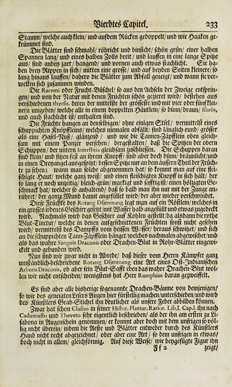 $terl&gt;te$ Kapitel. 233 ©torniii/ welche aueh Wein/ unb aufbem ^tiefen gehoppelt/unb tote getafen ge* frümmet ftttb. £&gt;te Blatter ftttb fcl&gt;mat&gt;t/ röhweht unb binfdf/ fd)ön grün/ einer halben (Spannen lang/ unb eined halben Jolld breit / unb laujfen in eine lange ©pfte aud/ ftttb anbet) jart/ hattgenb/ unb oornen auch ettoad fachlicht. ©te ha* ben bret) fSippett in fd) / mitten eine groffe/ unb auf bepben ©eiten Heinere/ fo lang ptnaud laufen/ bapero bie glätter fttm Slbfall geneigt/ unb toann fteoer* weiten ftch jufammen toinben. £&gt;ie Racemi ober grucht-SSüfcpel/ fo aud bett Slchfeht ber Sfoeigc entfprin* gen/ unb ooh ber Statur mit benen fruchten fchön gelieret totrb/ befteben aud oerfchtebenen thyrfis, bereit ber mittelfe ber gröfcf e/unbntrt »ier ober fünf Hei* nern umgeben/ welche alle in einem hoppelten !&gt;äutlcm/ fo bünn/ braun/ fibrös, unb aud) facl)lid)t tf/ enthalten finb. £tie grüepte hangen an benfelbigen/ ohne einigen ©fiel/ oermittelf eined fd)uppid)ten jlnöpfleind/ welcped mentalen abfällt/ finb Idnglieh-runb/ gröfer ald eine .fbafeHftufj/ glänjenb / unb tote bie ^annen-Jdpflein oben gleich* fam mit einem tpanjer oerfchen/ bergefalten/ baft bie ©pipen ber obern ©dtuppen/ ber untern fnterfiitia gletdfam fufdfiefen. -Die ©chuppen baratt finb Hein/ unb fmcn fcf an ihrem .ftttopf/finb aber hoch bünn/ brdunlicht/uitb in einen ©rcpangcl audgefpipt/ beffen ©pipenur an bem dufern ?heil her gutd)* tc $u fchen; toann man fold)e abgenontmen hat/ fo fornntt man auf eine fei* fd)tgte JP&gt;aut/ welche gattj weifj/ unb einen f eifdfgten Änopf in ftch hält/ ber fo lang er noch unfertig/ bleich-grün/ marfigt unb faftigtft / einen hölfigten®e* fd)tnacf hat/ welcher fo anhaltenb/ baß fo halb man ihn nur mit ber Junge an* rühret/ ber ganw ^jjunb bamit angcfüllet totrb/ her aber toteber oerfchwinbet. SDtcfe grüepfe bed Rotang Dfjerenang legt man auf ein SSöflein/wclchedm ein groffed irbened© efepirr gcjcBt/ntit Sßafer halb angcfüllt unb etwad f ugebeef t totrb. ^achmale totrb bad ©efepirr auf Sohlen gef ellt/ba aldbann bierotpe §Mut-Sinctur/ welche tn benen aufgefd)nrttcnen grüepten fonf nid)t gefehen wirb/ oermittelf bed fDampffd oont helfen Sßafer/ peraud fcbwipcf/ unb ftch att bie fepuppidfen ^atttt-Jdpflcin hdngct/welcbednacpntalenabgewtfchet/unb ald bad wahre Sanguis Draconis ober ©racpen45lut tn fKopr-SJldtter etngetoi* cfclt unb gebunben wirb. SHttt ftttb wir ftoar nicht in Slbrebe/ bafj biefer oom jPtcrrn Kämpfer ganj umfdnblicp-befcprtebcne Rotang Dfjerenang eine 2lrf eined Oft-Jnbtattifdtett Arboris Draconis, ob aber fein S5lut-@aft eben bad wahre ©racpen45lut wol* len Wir nicht entfdteiben/ toenigf end hat $&gt;m Rumphius baran gcjweifclt. C'd fnb aber alle btdperige fogenannte ©rad)cn-53dttmc oott bemjentgen/ fo wir bed geneigten Scfcrd Slugen hier fürf eilig maepen/unterfepteben/unb wirb bed dfünflerd ©rab-@ticpel iptt deutlicher ald unfere geber abbtlben fbittten. 3war hat fchon Ciufius tn feiner Hiftor. Plantar. Rarior. Lib.I. Cap.l. thn nach Cadumufio unb Theveto fehr eigentlich befeprteben/ ald ber ihn am erfen ju £i* fabona in 2lugettfd)ein genommen/ er fomntt aber hoch mit bem unfrigen fo oöl* ltg nid)t überein/ ittbem bie Siefe unb SMdttcr entweber burch bed dlünflcrd tDanb nicht red)t abgcfctcbrtct/ ober aber eine Slrt / fo bem unfrigen in etwad/ hoch nicht in allem/ gletd)förmtg. Stuf biefe Sßeife/ tote bepgefügte gigur ihn Sf» Seist/