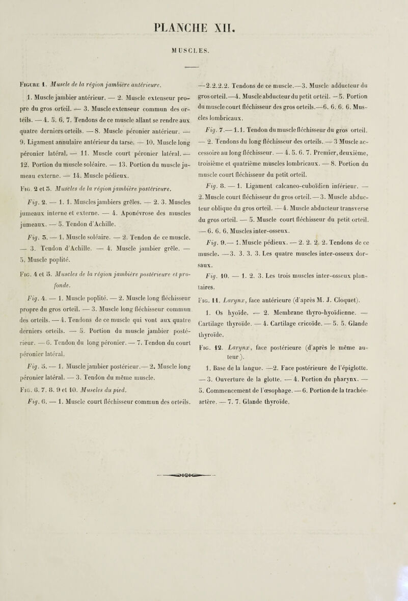 M US C L ES. Figure i. Muscle de la région jambière antérieure. 1. Muscle jambier antérieur. — 2. Muscle extenseur pro¬ pre du gros orteil. — 3. Muscle extenseur commun des or¬ teils. — 4. S. 6. 7. Tendons de ce muscle allant se rendre aux quatre derniers orteils. —8. Muscle péronier antérieur. — 9. Ligament annulaire antérieur du tarse. — 10. Muscle long péronier latéral. — 11. Muscle court péronier latéral. — 12. Portion du muscle soléaire. — 13. Portion du muscle ju¬ meau externe. — 14. Muscle pédieux. Fig 2 et 5. Muscles de la région jambière postérieure. Fig. 2. — 1. 1. Musclesjambiers grêles. — 2. 3. Muscles jumeaux interne et externe. — 4. Aponévrose des muscles jumeaux. — 5. Tendon d’Achille. Fig. 5. — 1. Muscle soléaire. — 2. Tendon de ce muscle. — 3. Tendon d’Achille. — 4. Muscle jambier grêle. — o. Muscle poplité. Fig. 4 et 3. Muscles de la région jambière postérieure et pro¬ fonde. Fig. 4. — 1. Muscle poplité. — 2. Muscle long fléchisseur propre du gros orteil. — 3. Muscle long fléchisseur commun des orteils. — 4. Tendons de ce muscle qui vont aux quatre derniers orteils. — 5. Portion du muscle jambier posté¬ rieur. — G. Tendon du long péronier. — 7. Tendon du court péronier latéral. Fig. o. — 1. Muscle jambier postérieur.— 2. Muscle long péronier latéral. — 3. Tendon du même muscle. Fig. G. 7. 8. 9 et 10. Muscles du pied. Fig. 0. — 1. Muscle court fléchisseur commun des orteils. — 2.2.2.2. Tendons de ce muscle.—3. Muscle adducteur du grosorteil.—4. Muscle abducteur du petit orteil. —5. Portion du muscle court fléchisseur des gros orteils.—6. 6. 6. 6. Mus¬ cles lombricaux. Fig. 7.— 1.1. Tendon du muscle fléchisseur du gros orteil. — 2. Tendons du long fléchisseur des orteils. — 3 Muscle ac¬ cessoire au long fléchisseur. — 4. 5. G. 7. Premier, deuxième, troisième et quatrième muscles lombricaux. — 8. Portion du muscle court fléchisseur du petit orteil. Fig. 8. — 1. Ligament calcaneo-cuboïdien inférieur. — 2. Muscle court fléchisseur du gros orteil. — 3. Muscle abduc¬ teur oblique du gros orteil. —4. Muscle abducteur transverse du gros orteil. — 5. Muscle court fléchisseur du petit orteil. — 6. 6. 6. Muscles inter-osseux. Fig. 9.— 1. Muscle pédieux. — 2. 2. 2. 2. Tendons de ce muscle. —3. 3. 3. 3. Les quatre muscles inter-osseux dor¬ saux. Fig. 10. — 1.2. 3. Les trois muscles inter-osseux plan¬ taires. Fig. 11. Larynx, face antérieure (d'après M. J. Cloquet). 1. Os hyoïde. -— 2. Membrane thyro-hyoïdienne. — Cartilage thyroïde. —4. Cartilage cricoïde. — 5. 5. Glande thyroïde. Fig. 12. Larynx, face postérieure (d’après le même au¬ teur ). 1. Base de la langue. —2. Face postérieure de l’épiglotte. — 3. Ouverture de la glotte. •—4. Portion du pharynx. — o. Commencement de l’œsophage. —6. Portion de la trachée- artère. — 7. 7. Glande thyroïde.