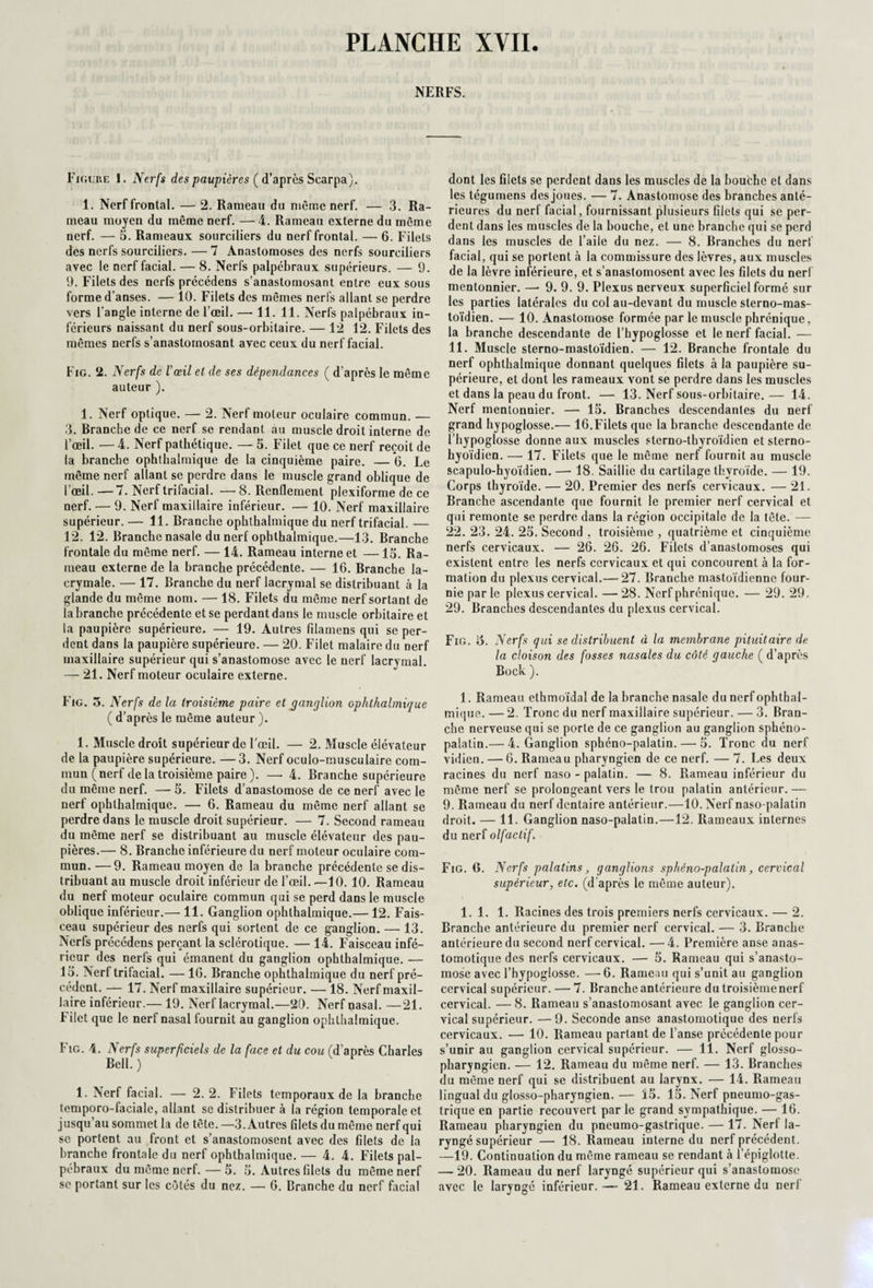 NERFS. Figure S. Nerfs des paupières ( d’après Scarpa). 1. Nerf frontal. — 2. Rameau du meme nerf. — 3, Ra¬ meau moyen du même nerf. — 4. Rameau externe du même nerf. — 5. Rameaux sourciliers du nerf frontal. — 6. Filets des nerfs sourciliers. — 7 Anastomoses des nerfs sourciliers avec le nerf facial. — 8. Nerfs palpébraux supérieurs. — 9. 9. Filets des nerfs précédens s’anastomosant entre eux sous forme d’anses. — 10. Filets des mêmes nerfs allant se perdre vers l’angle interne de l’œil. — 11. 11. Nerfs palpébraux in¬ férieurs naissant du nerf sous-orbitaire. — 12 12. Filets des mêmes nerfs s’anastomosant avec ceux du nerf facial. Fig. 2. Nerfs de Y œil et de ses dépendances ( d’après le même auteur ). 1. Nerf optique. — 2. Nerf moteur oculaire commun. — 3. Branche de ce nerf se rendant au muscle droit interne de l’œil. — 4. Nerf pathétique. — 5. Filet que ce nerf reçoit de la branche ophthalmique de la cinquième paire. — 6. Le même nerf allant se perdre dans le muscle grand oblique de l’œil. — 7. Nerf trifacial. — 8. Renflement plexiforme de ce nerf. — 9. Nerf maxillaire inférieur. — 10. Nerf maxillaire supérieur. — 11. Branche ophthalmique du nerf trifacial. — 12. 12. Branche nasale du nerf ophthalmique.—13. Branche frontale du même nerf. — 14. Rameau interne et —15. Ra¬ meau externe de la branche précédente. — 16. Branche la¬ crymale. — 17. Branche du nerf lacrymal se distribuant à la glande du même nom. — 18. Filets du même nerf sortant de la branche précédente et se perdant dans le muscle orbitaire et la paupière supérieure. — 19. Autres filamens qui se per¬ dent dans la paupière supérieure. — 20. Filet malaire du nerf maxillaire supérieur qui s’anastomose avec le nerf lacrymal. — 21. Nerf moteur oculaire externe. Fig. 5. Nerfs de la troisième paire et ganglion ophthalmique ( d’après le même auteur ). 1. Muscle droit supérieur de l'œil. — 2. Muscle élévateur de la paupière supérieure. —3. Nerf oculo-musculaire com¬ mun (nerf de la troisième paire). — 4. Branche supérieure du même nerf. — 5. Filets d’anastomose de ce nerf avec le nerf ophthalmique. — 6. Rameau du même nerf allant se perdre dans le muscle droit supérieur. — 7. Second rameau du même nerf se distribuant au muscle élévateur des pau¬ pières.— 8. Branche inférieure du nerf moteur oculaire com¬ mun. — 9. Rameau moyen de la branche précédente se dis¬ tribuant au muscle droit inférieur de l’œil. —10. 10. Rameau du nerf moteur oculaire commun qui se perd dans le muscle oblique inférieur.— 11. Ganglion ophthalmique.—12. Fais¬ ceau supérieur des nerfs qui sortent de ce ganglion. — 13. Nerfs précédens perçant la sclérotique. — 14. Faisceau infé¬ rieur des nerfs qui émanent du ganglion ophthalmique. — 15. Nerf trifacial. — 16. Branche ophthalmique du nerf pré¬ cédent. — 17. Nerf maxillaire supérieur. — 18. Nerf maxil¬ laire inférieur.— 19. Nerf lacrymal.—20. Nerf nasal. —21. Filet que le nerf nasal fournit au ganglion ophthalmique. Fig. 4. Nerfs superficiels de la face et du cou (d’après Charles Bell. ) 1. Nerf facial. — 2. 2. Filets temporaux de la branche temporo-faciale, allant se distribuer à la région temporale et jusqu’au sommet la de tête.—3. Autres filets du même nerf qui se portent au front et s’anastomosent avec des filets de la branche frontale du nerf ophthalmique. — 4. 4. Filets pal¬ pébraux du même nerf. — 5. 5. Autres filets du même nerf se portant sur les côtés du nez. — 6. Branche du nerf facial dont les filets se perdent dans les muscles de la bouche et dans les tégumens des joues. — 7. Anastomose des branches anté¬ rieures du nerf facial, fournissant plusieurs filets qui se per¬ dent dans les muscles de la bouche, et une branche qui se perd dans les muscles de l’aile du nez. — 8. Branches du nerf facial, qui se portent à la commissure des lèvres, aux muscles de la lèvre inférieure, et s’anastomosent avec les filets du nerf mentonnier. — 9. 9. 9. Plexus nerveux superficiel formé sur les parties latérales du col au-devant du muscle sterno-mas- toïdien. — 10. Anastomose formée par le muscle phrénique, la branche descendante de l’hypoglosse et le nerf facial. — 11. Muscle sterno-mastoïdien. — 12. Branche frontale du nerf ophthalmique donnant quelques filets à la paupière su¬ périeure, et dont les rameaux vont se perdre dans les muscles et dans la peau du front. — 13. Nerf sous-orbitaire.— 14. Nerf mentonnier. — 15. Branches descendantes du nerf grand hypoglosse.-— 16.Filets que la branche descendante de l’hypoglosse donne aux muscles sterno-thyroïdien et sterno- hyoïdien. — 17. Filets que le même nerf fournit au muscle scapulo-hyoïdien. — 18. Saillie du cartilage thyroïde. — 19. Corps thyroïde. — 20. Premier des nerfs cervicaux. — 21. Branche ascendante que fournit le premier nerf cervical et qui remonte se perdre dans la région occipitale de la tête. — 22. 23. 24. 25. Second . troisième , quatrième et cinquième nerfs cervicaux. — 26. 26. 26. Filets d’anastomoses qui existent entre les nerfs cervicaux et qui concourent à la for¬ mation du plexus cervical.— 27. Branche mastoïdienne four¬ nie par le plexus cervical. — 28. Nerf phrénique. — 29. 29. 29. Branches descendantes du plexus cervical. Fig. ]6. Nerfs qui se distribuent à la membrane pituitaire de la cloison des fosses nasales du côté gauche ( d’après Bock ). 1. Rameau ethmoïdal de la branche nasale du nerf ophthal¬ mique. — 2. Tronc du nerf maxillaire supérieur. — 3. Bran¬ che nerveuse qui se porte de ce ganglion au ganglion sphéno- palatin.— 4. Ganglion sphéno-palatin. — 5. Tronc du nerf vidien. — 6. Rameau pharyngien de ce nerf. — 7. Les deux racines du nerf naso - palatin. — 8. Rameau inférieur du même nerf se prolongeant vers le trou palatin antérieur. — 9. Rameau du nerf dentaire antérieur.—10. Nerf naso-palatin droit. — 11. Ganglion naso-palatin.—12. Rameaux internes du nerf olfactif. Fig. 6. Nerfs palatins, ganglions sphéno-palatin, cervical supérieur, etc. (d’après le même auteur). 1.1. 1. Racines des trois premiers nerfs cervicaux. — 2. Branche antérieure du premier nerf cervical. — 3. Branche antérieure du second nerf cervical. —4. Première anse anas¬ tomotique des nerfs cervicaux. — 5. Rameau qui s’anasto¬ mose avec l’hypoglosse. —-6. Rameau qui s’unit au ganglion cervical supérieur. — 7. Branche antérieure du troisièmenerf cervical. — 8. Rameau s’anastomosant avec le ganglion cer¬ vical supérieur. — 9. Seconde anse anastomotique des nerfs cervicaux. — 10. Rameau partant de l’anse précédente pour s’unir au ganglion cervical supérieur. — 11. Nerf glosso- pharyngicn. — 12. Rameau du même nerf. — 13. Branches du même nerf qui se distribuent au larynx. — 14. Rameau lingual du glosso-pharyngien. — ï5. 15. Nerf pneumo-gas- trique en partie recouvert par le grand sympathique. — 16. Rameau pharyngien du pneumo-gastrique. — 17. Nerf la¬ ryngé supérieur — 18. Rameau interne du nerf précédent. —19. Continuation du même rameau se rendant à l’épiglotte. — 20. Rameau du nerf laryngé supérieur qui s’anastomose avec le laryngé inférieur.-— 21. Rameau externe du neri